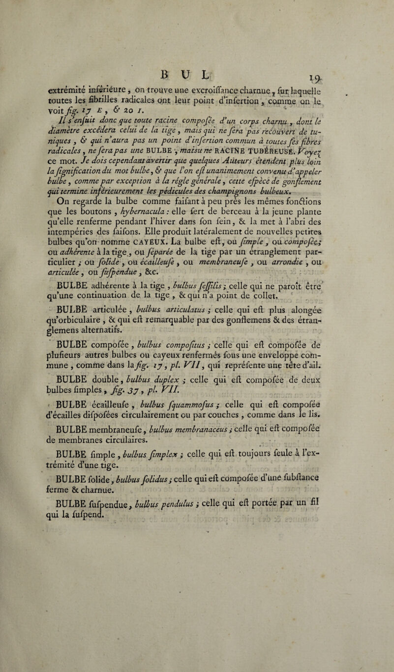 B ü L extrémité inférieure, on trouve une excroiffance charnue 7 fur laquelle toutes les fibrilles radicales ont leur point d’infertion , comme on le voit fig. ij z , & 2.oi. Il s'enfuit donc que toute racine compofée d'un corps charnu , dont le diamètre excédera celui de la tige , mais qui ne fera pas recouvert de tu¬ niques , & qui n'aura pas un point dinfertion commun à toutes fes fibres radicales, ne fera pas une BULBE , maisune RACINE TUBÉREUSE. Voyeq ce mot. Je dois cependant avertir que quelques Auteurs étendent plus Loin la fegnification du mot bulbe, & que F on efl unanimement convenu d'appeler bulbe, comme par exception à la régie générale, cette efpèce de gonflement qui termine inférieurement les pédicules des champignons bulbeux. On regarde la bulbe comme failant à peu près les mêmes fondions que les boutons , hybernacula : elle fert de berceau à la jeune plante qu’elle renferme pendant l’hiver dans fon fein, &. la met à l’abri des intempéries des faifons. Elle produit latéralement de nouvelles petites bulbes qu’on nomme CAYEUX. La bulbe efl;, ou fimple, ou compofée,; ou adhérente à la tige , ou féparée de la tige par un étranglement par¬ ticulier ; ou foltde , ou écailleufe , ou membraneufe 3 ou arrondie , ou articulée , ou fufpendue 3 8te. „.. m * • * K •' • f ; r * r* »• »' rt * ■ • . .. , r .. . . . . i ~ BULBE adhérente à la tige , bulbus feffdis ; celle qui ne paroît être qu’une continuation de la tige , Sc qui n’a point de collet. BULBE articulée , bulbus articulatus ; celle qui efl plus alongée qu’orbiculaire , & qui efl remarquable par des gonflemens &. des étran- glemens alternatifs. BULBE compofée, bulbus compofitus ; celle qui efl compofée de plufieurs autres bulbes ou cayeux renfermés fous une enveloppe com¬ mune , comme dans la fig. ty, pi. VII, qui repréfente une tête d’ail. BULBE double, bulbus duplex ; celle qui efl compofée de deux bulbes fimples, fig. 3y , pL VIL BULBE écailleufe , bulbus fquammofus ; celle qui efl compofée d’écailles difpofées circulairement ou par couches , comme dans le lis. BULBE membraneufe, bulbus membranaceus j celle qui efl compofée de membranes circulaires. BULBE fimple , bulbus flmplex ; celle qui efl toujours feule a 1 ex¬ trémité d’une tige. BULBE folide, bulbus folidus, celle qui efl compofee d une fubflance ferme & charnue. BULBE fufpendue, bulbus pendulus ; celle qui eft portée par un fil qui la fufpend.