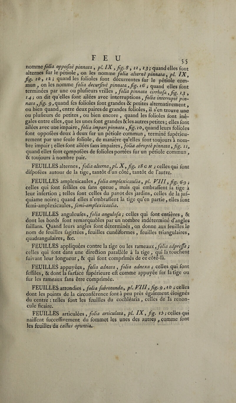 nomme folia oppofitè pinnata . pi. IX, fig. 8, n , zj; quand elles font alternes fur le petiole , on les nomme folia alterné pinnata, pi. IX, jig» to, tz, quand le^ folioles font decurrentes fur le pétiole com¬ mun , on les nomme folia deçurfivè pinnata ,fig. 16 ; quand elles font terminées par une ou plufieurs vrilles , folia pinnata cirrhofa ,fig. ij 9 14; on dit quelles font ailées avec interruptions , folia interruptè pin¬ nata ,fig. g, quand fes folioles font grandes & petites alternativement ou bien quand, entre deux paires de grandes folioles, il s’en trouve une ou plufieurs de petites, ou bien encore , quand les folioles font iné¬ gales entre elles, que les unes font grandes & les autres petites ; elles font ailées avec une impaire, folia impari pinnata ,fig. 10, quand leurs folioles font oppofées deux à deux fur un pétiole commun , terminé fupérieu- rement par une feule foliole, de manière qu’elles font toujours à nom¬ bre impair ; elles font ailées fans impaires, folia abrupte pinnata, fig. ny quand elles font cpmpofées de folioles portées fur un petiole commun , & toujours à nombre pair. FEUILLES alternes, folia alterna,pi. X, fig. 18g h y celles qui font difpofées autour de la tige, tantôt d’un côté, tantôt de l’autre. FEUILLES amplexicaules , folia amplexicaulia, pl. VIII, fig. 6 g ; celles qui font feffiles ou fans queue , mais qui embrafifent la tige à leur infertion ; telles font celles du pavot des jardins, celles de la juf- quiame noire ; quand elles n’embrafifent la tige qu’en partie, elles font femi-amplexicaules, ferai-amplexicaulia. FEUILLES anguleufes, folia angulofa ; celles qui font entières , & dont les bords font remarquables par un nombre indéterminé d’angles faillans. Quand leurs angles font déterminés, on donne aux feuilles le nom de feuilles fagittées, feuilles cunéiformes, feuilles triangulaires, quadrangulaires, &c. FEUILLES appliquées contre la tige ou les rameaux, folia adpreffa ; celles qui lont dans une direéfion parallèle à la tige, qui la touchent fuivant leur longueur, ôc qui font comprimés de ce côte-là. FEUILLES appuyées , folia adnata , folia adnexa ; celles qui font feffiles, 8t dont la furface fupérieure efi: comme appuyée fur la tige ou fur les rameaux fans être comprimée. FEUILLES arrondies , folia fubrotunda, pl. VIII, fig. g ,10 i celles dont les points de la circonférence font à peu près également éloignés du centre : telles font les feuilles du cochléaria, celles de la renon¬ cule ficaire. FEUILLES articulées , folia articulata, pl. IX, fig. ib ; celles qui naiflent fuçceffivement du fommet les unes des autres ^ comme font les feuilles du caclus opuntia.