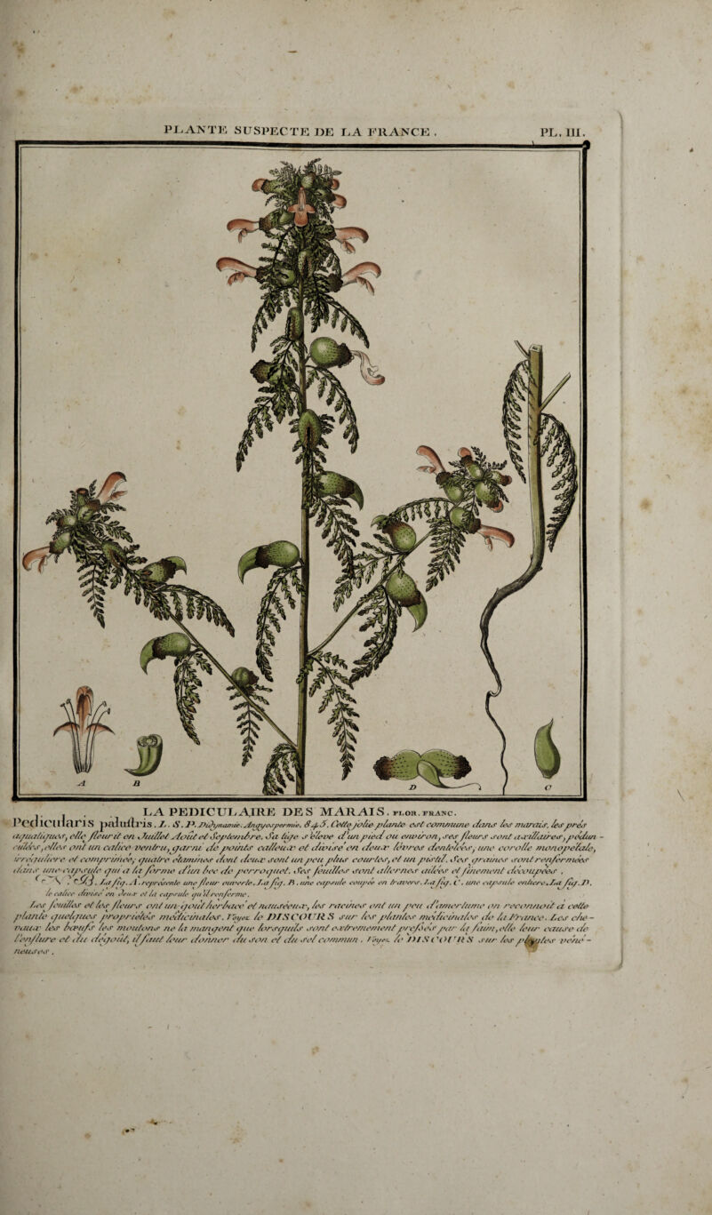 PLANTE SUSPECTE DE LA FRANCE . PL. III. M 'fr \ , . LA PEDICULAIRE DES MARAIS, fi.oh.franc. J'Cfl lClIlcUTS pclllliïl'is . 7/. tS .ï*.J>ictynamie.stjup/ospermie. S pt>. Cette/o/iegéante <v/ eomnume c/an.!' les marais, /esprès aguatigitiSj elle /leur if en x7ui//et siouJet Seg>tem/>re. Ja tii/e s ’e'/eve i/’un pies/ ou environ, ses /leurs soni inri/Zaires,péc/un eu/ées ,e//es on? an ca/ieo ven/ru, garni e/epoints caé/eua' ei c/ioise on c/eu.r /ivres c/entc/eée',- une eoro//e monope'/a/e, irregja/iore ei comprimer,- cguatre étamines aont c/eu<r soni un peu p/us cour/es, et un pisiiZ.. fes^ c/rames sou/ ren/ermées t/ans unocag’suio gui ii /a /orme c/tui /ce c/e pcrroguei. Ses /eui//cs soni a//ornes ailées ei/ihemeni c/ecoupees , rAV?ri/S./a/ici.A'. représenté une /leur ouverte . 7m /ta. H , une cupsute roupie en /raeers. /.a/ni. ( ', une capsu/e entiere,7,a j .7,a/ti/.J). 7a/iipA .représente une /leur ouverte,7m/hJ /' caiiee e/ieise en Jeu.r el in capsu/e au ’it ren/erme. Aes /ctié/es et /es /leurs ont un-g oui 1er/ace et nausieua, /es racines' ont un p>eu < /amertume on reconnaît a cette plante gue/gucs propriétés inéi/icina/es. T oyez /e DISCOURS sur les géantes mé/icina/es c/e /a franco. tes c/u’ - voua' /es /cvtt/s /es moutons ne /a tnanc/ent gue lorsgui/s sont o.vtremement' g>re/è espar Ai /aàu, elle leur cause c/e /en/lure et au c/egoiit, it’/aitt /eur c/onner c/u son et c/u se/ commun . im/ec te JH S ( U >{ r/i S sur /es g'/pries' oehe - neiufes , l