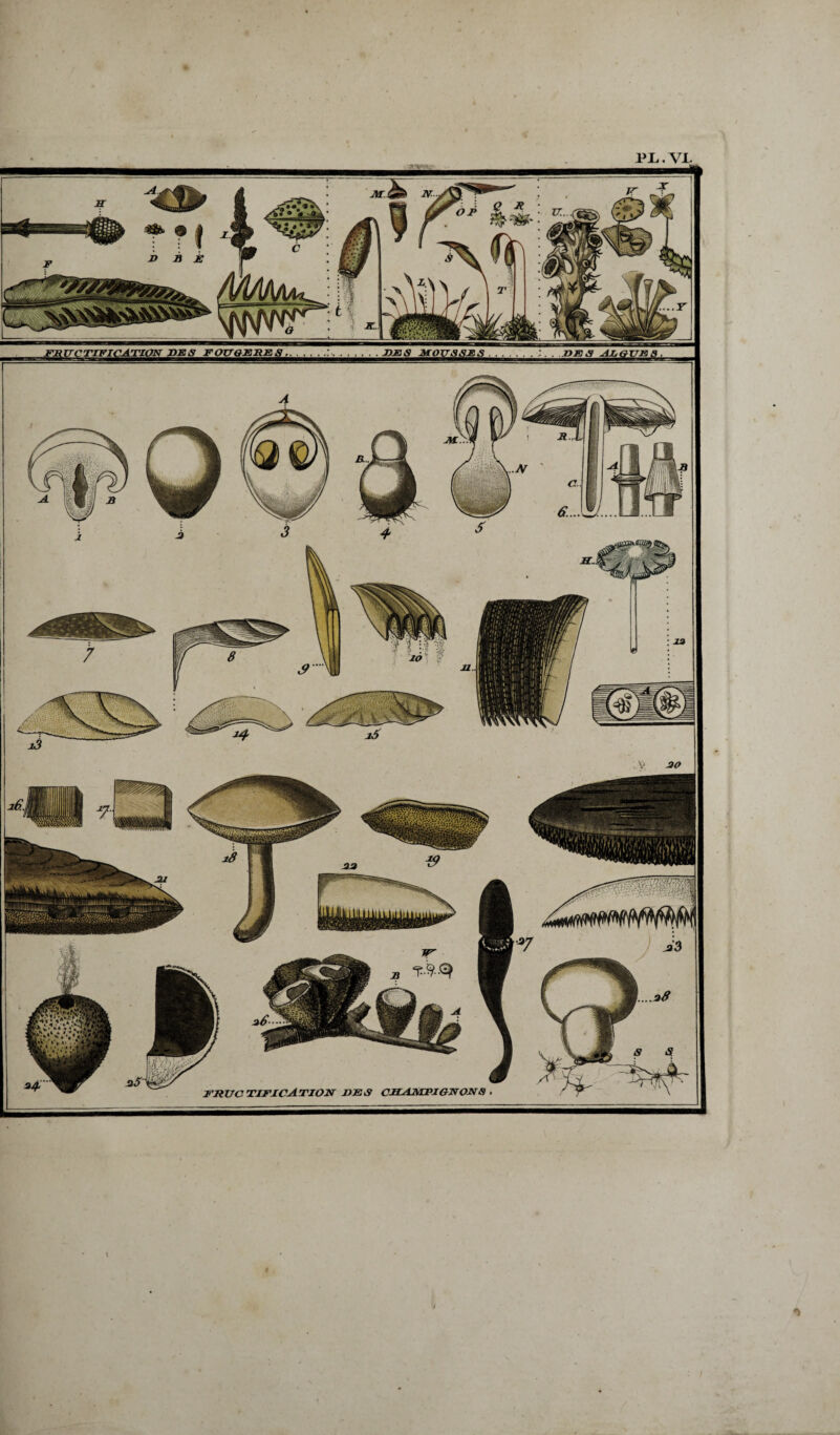 FRUCTIFICATION UES FOU&ERES 1