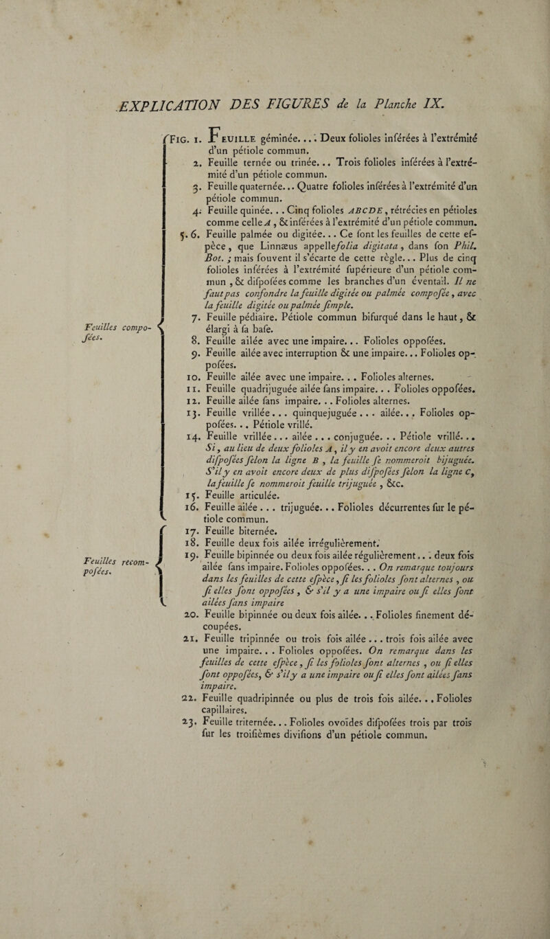 Feuilles compo- Jées. Feuilles recom- pofées. { (FiG. i. Feuille géminée.... Deux folioles inférées à l’extrémité d’un pétiole commun. 2. Feuille ternée ou trinée... Trois folioles inférées à l’extré¬ mité d’un pétiole commun. 3. Feuille quaternée... Quatre folioles inférées à l’extrémité d’un pétiole commun. 4: Feuille quinée. . . Cinq folioles abc DE, rétrécies en pétioles comme celles , & inférées à l’extrémité d’un pétiole commun. 5. 6. Feuille palmée ou digitée... Ce font les feuilles de cette ef- pèce , que Linnæus appelltfolia digitata , dans fon Phil. Bot. ; mais fouvent il s’écarte de cette règle... Plus de cinq folioles inférées à l’extrémité fupérieure d’un pétiole com¬ mun , &: difpofées comme les branches d’un éventail. îl ne faut p as confondre la feuille digitée ou palmée cotnpofée, avec la feuille digitée ou palmée frnple. 7. Feuille pédiaire. Pétiole commun bifurqué dans le haut, & élargi à fa bafe. 8. Feuille ailée avec une impaire... Folioles oppofées. 9. Feuille ailée avec interruption Ô£ une impaire... Folioles op¬ pofées. 10. Feuille ailée avec une impaire. . . Folioles alternes. 11. Feuille quadrijuguée ailée fans impaire... Folioles oppofées. 12. Feuille ailée fans impaire. .. Folioles alternes. 13. Feuille vrillée... quinquejuguée . . . ailée... Folioles op¬ pofées. .. Pétiole vrillé. 14. Feuille vrillée ... ailée . . . conjuguée. . . Pétiole vrillé... Si, au lieu de deux folioles A, il y en avoit encore deux autres difpofées félon la ligne B , la feuille fe nommeroit bijuguée. S'il y en avoit encore deux de plus difpofées félon la ligne C9 la feuille fe nommeroit feuille trijuguée , &c. 15. Feuille articulée. 16. Feuille ailée .. . trijuguée... Folioles décurrentes fur le pé¬ tiole commun. 17. Feuille biternée. 18. Feuille deux fois ailée irrégulièrement. 19. Feuille bipinnée ou deux fois ailée régulièrement.. . deux fois ailée fans impaire. Folioles oppofées. . . On remarque toujours dans les feuilles de cette efpïce^fi les folioles font alternes , ou fi elles font oppofées , & s'il y a une impaire ou fi elles font a ilées fans impaire 20. Feuille bipinnée ou deux fois ailée. .. Folioles finement dé¬ coupées. 21. Feuille tripinnée ou trois fois ailée ... trois fois ailée avec une impaire. . . Folioles opDofées. On remarque dans les feuilles de cette efpéce, fi les folioles font alternes , ou fi elles font oppofées, & s'il y a une impaire oufi elles font filées fans impaire. 22. Feuille quadripinnée ou plus de trois fois ailée. .. Folioles capillaires. 23. Feuille triternée... Folioles ovoïdes difpofées trois par trois fur les troifièmes divifions d’un pétiole commun.