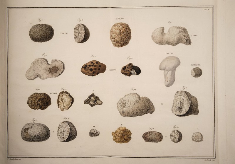 , i h ei'. 2. 7 xkxxiu. .L/'. 4n</er/c/u </(J XXXXIX Tav■ UZ xxxxrv \ € /?iC lA'#*.- 7 XXX XVI xxxxvrT.