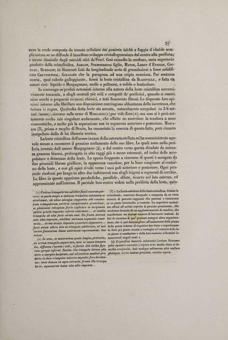 rkns la erodo composta da tessuto cellulare sui generis; talché a foggia d’idatide sem¬ plicissima se ne diffonde il lamelloso sviluppo cristallogenesiaco dal centro alla periferìa, e niente dissimile dagli osteoidi olici de’Pesci. Cosi eziandio la credono, ossia segretorio prodotto della cristalloidea, Adelon, Soemmerring figlio, Mayer, Leroy d’EnoLES, Coc- teau, Burdach; in filamenti fatti da longitudinale serie di grauolazioni a linee solidifi¬ cate Cruveiliiier , Giraldés che la paragona ad una cripta mocciosa. Per sostanza morta, qual calcolo galleggiante, tiensi la lente cristallina daBLAmviLLE, e fatta da umori cioè: liquido o Margagnano, molle o pultaceo, e solido o lenlicolare. Io convengo co’prefati notomisti intorno alla natura della lente cristallina successi¬ vamente tonacata, a sfogli centrali più esili e compatti de periferici, quando si esami¬ nino secchi o preparati co’inezzi chimici, e tutti finamente fibrosi. Le disparate loro opi¬ nioni intorno alla fibrillare sua disposizione convingono abbastanza della incertezza,che tuttora vi regna. Qualvolta detta lente sia seccata, naturalmente screpolasi in 3-8 set¬ tori (uomo),siccome sulle orme di Morgagni(i)pur vide Zinn(2); ma non si è però net¬ tamente svolto tale singolare andamento, che affatto ne smentisce la tessitura a zone concentriche, e molto più la separazione sua in segmento anteriore e posteriore. Masca¬ gni (3), prima e meglio di Dugés, ha conosciuto la essenza di questo fatto, però rimasto inorpellato dalla di lui illusoria teorica. La lente cristallina dell 'uomo invasa dalla cateratta stellata mi ha somministrato age¬ vole mezzo a conoscere il genuino andamento delle sue fibre. Le quali sono nella peri¬ feria irrorate dall’umore Morgagnano (A), e dal centro verso questa diradate da sostan¬ za granosa bianca, prolungata in otto raggi più o meno estenuati, ed indici delle scre¬ polature o deiscenze della lente. Lo spazio frapposto a ciascuno di questi è occupato da due piramidi fibrose giallicce, in apparenza vascolose, per la base congiunte al contor¬ no della lente, e con gli apici rivolti verso i suoi poli anteriore e posteriore. Ogni pira¬ mide risolvesi per lungo in altre due indeiscenli con sfogli trigoni a segmenti di cerchio. Le fibre in questo appaiono paraboliche, parallele, sfilate, ricurve nel lato esterno, ed approssimate nelfinterno. Il parziale loro centro vedesi nella periferìa della lente, quin¬ ti) Vertice* triangulorum adilliusfacieicenirum por- (3) i La faccia anteriore della lente cristallina, toltane la redi, ul paulo magis a subieda cristallini substantia se cristalloide, osservasi discguale e composta da un certo altollebant, sic alios aliosque suppositos sibi cansimi- numero di processi raggianti che partonsi e nunisconsi lium triangulorum, verticcs conspiciendos praebebant, in un punto intermedio o centrale. La superficie medesi- ut pienissimi cuiuspiam jloris explicare se incipienti ma offresi all’occhio coperta di picciole prominenze, che pelala petalis imposita referre riderentur.... et similia sembrano formate da un agglomeramelo di canalini, che triangula ab alia facie secuta sunt. Sic frusta detraxi manifestano un copioso numero di boccuccie inalanti. Ai alia aliis imposita, edulibus melonum segmenlis consi- lati di ciascuno di que’ processi scorgesi altra organizza- milia .. slrata stratis imposila praec/are dignoscere... zione, che si può rassomigliare all’andamento della piuma facie aulem altera odo in triangula subdivisos, ut uni- delle penne intorno al rispettivo loro fusto e segnatamen- versae fissurarum lineae astenscum repraesentent ; hos te dove più penne riunite a ventaglio co’contorni delle lo- ro Diurne si combacino e dalla loro riunione si formino in¬ semini. r fa) In sena, et macerai ione paulo longius prolracta, numerevoli angoli acuti ». ... in oclona triangula aeguicrura, inter se tamen inaequa- (4) Cristallini humoris substanila (scrisse Stenone ha. diflusam (aquam ) vidi, ut facies illa slellaefigu- pelle squadro coreana) tnplex era,: media dura et la- ram eqreqie referret. Sensim illa triangula iterum alia mellis composita, huic undtque adhaerens alta mullum stria a margine incipiente, sed adeentrum nondum prò- glutinosa, tedia lunicae proxima, ommno aquea. ducla in duos triangulos minores aequales fere dividun- tur; lente demum ex aqua extracta, frusta illa triangu- laria, sqvamarum instar alia alus imposita...