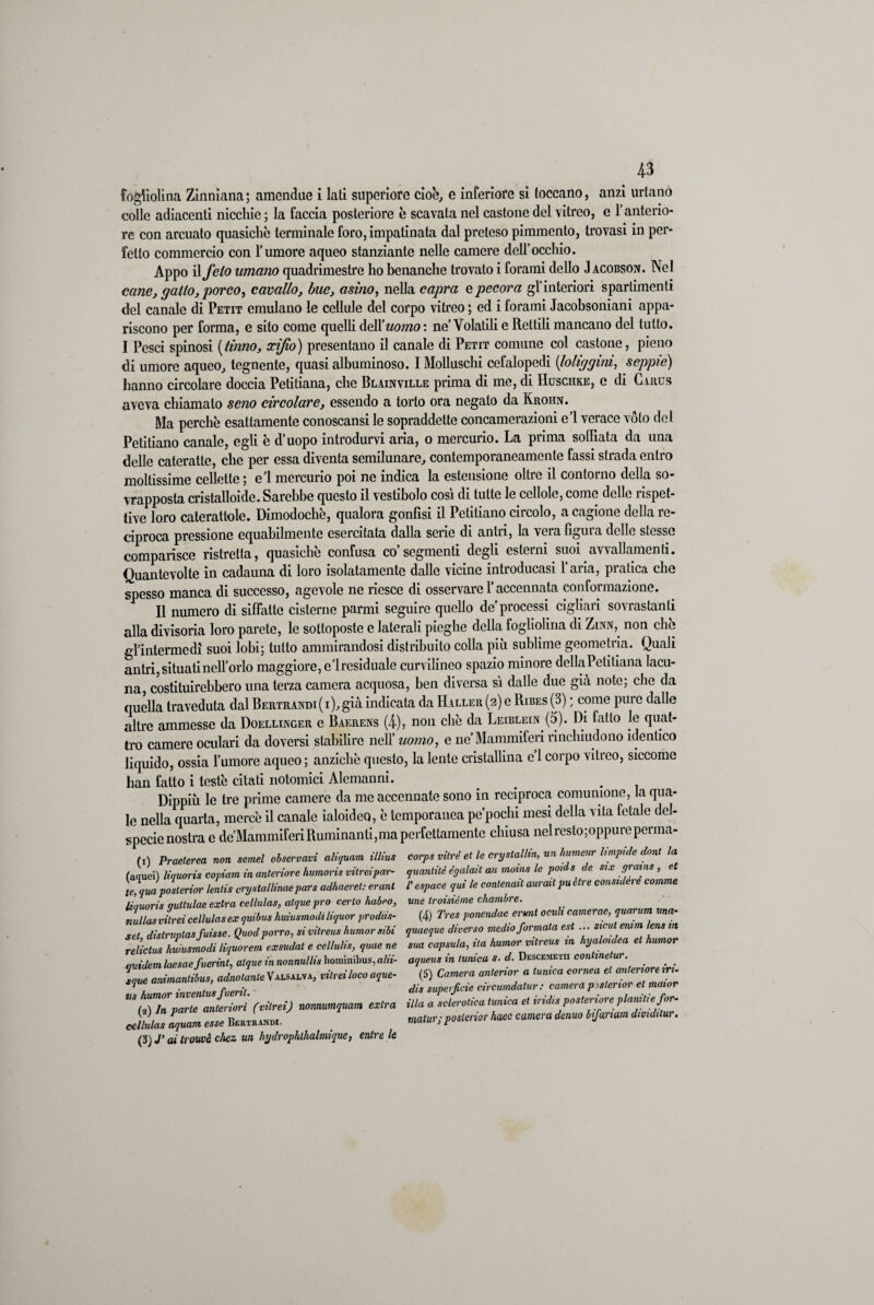 fogfiolina Zinnìana ; amcndue i lati supcriore cioè, e inferiore si toccano, anzi urlano colle adiacenti nicchie ; la faccia posteriore è scavata nel castone del vitreo, e l’anterio¬ re con arcuato quasiché terminale foro, impatinata dal preteso pimmento, trovasi in per¬ fetto commercio con l’umore aqueo stanziante nelle camere dell’occhio. Appo il feto umano quadrimestre ho benanche trovato i forami dello Jacobson. Nel cane, gatto, porco, cavallo, bue, asino, nella capra e pecora gl’interiori sparlimenti del canale di Petit emulano le cellule del corpo vitreo ; ed i forami Jacobsoniani appa¬ riscono per forma, e sito come quelli dell 'uomo: ne’Volatili e Rettili mancano del tutto. I Pesci spinosi [limo, xifio) presentano il canale di Petit comune col castone, pieno di umore aqueo, tegnente, quasi albuminoso. I Molluschi cefalopedi (loliggm, seppie) hanno circolare doccia Petitiana, che Blainville prima di me, di Husciike, e di G vrus aveva chiamato seno circolare, essendo a torto ora negato da Krohn. Ma perchè esattamente conoscansi le sopraddette concamerazioni e’1 verace vóto del Petitiano canale, egli è d’uopo introdurvi aria, o mercurio. La prima soffiata da una delle cateratte, che per essa diventa semilunare, contemporaneamente fassi strada entro moltissime cellette ; e’1 mercurio poi ne indica la estensione oltre il contorno della so¬ vrapposta cristalloide. Sarebbe questo il vestibolo cosi di tutte le ccllole, come delle rispet¬ tive loro caterattolc. Dimodoché, qualora gonfisi il Petitiano circolo, a cagione della re¬ ciproca pressione equabilmente esercitata dalla sene di antii, la vera figuia delle stesso comparisce ristretta, quasiché confusa co’segmenti degli esterni suoi avvallamenti. Quantevolte in cadauna di loro isolatamente dalle vicine introducasi l’aria, pratica che spesso manca di successo, agevole ne riesce di osservare l’accennata conformazione. Il numero di siffatto cisterne parmi seguire quello de’processi cigliali sovrastanti alla divisoria loro parete, le sottoposte e laterali pieghe della fogholina di Zinn, non che gl’intermedi suoi lobi; tutto ammirandosi distribuito colla più sublime geometria. Quali antri, situati nell’olio maggiore, e’1 residuale curvilineo spazio minore dellaPetitiana lacu¬ na, costituirebbero una terza camera acquosa, ben diversa sì dalle due già note; che da quella traveduta dal Bertrandi ( i), già indicata da Haller (2) e Ribes (3) ; come pure dalle altre ammesse da Doellinger e Baerens (4), non chè da Leiblein (5). Di fatto le quat¬ tro camere oculari da doversi stabilire nell’ uomo, e ne Mammiferi rinchiudono identico liquido, ossia l’umore aqueo ; anziché questo, la lente cristallina e’i corpo vitreo, siccome han fatto i testé citati notomici Alemanni. . . Dippiù le tre prime camere da me accennate sono in reciproca comunione, la qua¬ le nella quarta, mercè il canale ialoideo, è temporanea pe pochi mesi della vita fetale dei- specie nostra e de’Mammiferi Ruminanti, ma perfettamente chiusa nel resto; oppure pernia- li* 7 - 7. .vt JM. </n /1M 4 / /• (1) Praeterea non semel observavi aliquam illius (aquei) liquoris copiam in anteriore humoris viirei par¬ ie, qua poslerior lenlis erystallinaepars adhaeret: erant liquoris guttulae extra cellulas, atquepro cerio habeo, nullas vitrei cellulas ex quibus huiusmodi liquor prodiis- set, distruptasfuisse. Quod porro, si vitreus humorsibi relictus huiusmodi liquorem exsudat e ccllulis, quae ne quidem laesae fuerint, alque in nonmllis hominibus, a In¬ ique animantibus, adnolanle V alsalva, vitrei loco aque- tis humor invenlus fueril. (2) In parte anteriori (vitrei) nonnumquam extra cellulas aquam esse Bertrandi. (3) J’ai Irouvè chez un hydrophthalmique, entre le corps vitrè et le crystallia, un hunneuv limpide doni la quantitéégalaitau moina le poids de six grama, et f espace qui le contenait auraitpu ótre considerò comme une troisième chambre. (4) Tres ponendac ermi oculi camerae, quorum una- quaeque diverso medio formala est ... sicut enim lena in sua capsula, ila humor vitreus in hyaloidea et humor aqueus in tunica s. d. Descemetii continetur. (5) Camera anterior a tunica cornea et anteriore {ri¬ dia superficie circumdatur : camera poslerior et maior illa a sclerotica tunica et iridis posteriore planiti efor¬ matura poslerior haec camera demo bifariam dividitur.