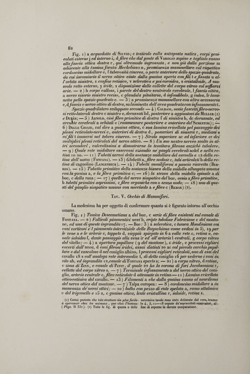 Fig. i ) a acquedotto di Silvio ^ c testicolo colla sottoposta natica, corpi peni- colati esterno] ed interno i, d fibre che dal ponte di Varolio supino e taglialo vanno alla fascia ottica destra r, qui ollremodo ingrossala, e non già dalla porzione m adiacente alla lamina forata Mecheliana n, prominenza mammellare col rispettivo cordoncino midollare e, f tuberosità cinerea, oparte anteriore dello spazio quadrato, da cui incomincia il nervo ottico cinto dalla guaina aperta con fili t e fissata u al- l’orbita sinistra, z confine retinico, v sclerotica e poi coroidea, s cristalloide, A mu¬ scolo retto esterno, y iride, x disposizione delle cellette del corpo vitreo col soffiarvi aria. — 2 ) li corpo calloso, i parete del destro ventricolo cerebrale, 1 fascia ottica, a nervo visorio sinistro reciso, c gianduia pituitaria, d infondibolo, g vulva, fr lami- netta pello spazio quadrato e. — 3 ) a prominenza mammellare con altra accessoria c, d fascia e nervo ottico di destra, su lamine Ila dell'area quadrata con infossamento t. Spazio quadrilatero sviluppalo secondo — 4 ) Caldani, ossia fascettifibro-nervo- si r etto-laterali destro c sinistro e, decussali bd, posteriore a aggiuntovi da Muller (i) e DuGès; — 5 ) Arnold, cioè fibre primitive di destra f di sinistra b, de decussale, ed arcuale cerebrali a orbitali e [commessure posteriore e anteriore del Sementini); — 6 ) Delle Culaie, vai dire a guaina ottica, c sua lamina crivellata pel passaggio dei plessi reticolalo-nervei e, anteriori di destra d, posteriori di sinistra r, mediani s co filli t immersi nel tubero cinereo. — 7 ) Strato superiore ac ed inferiore er dei mollipliciplessi reticolati del nervo ottico. — 8) Un suo nastro nerveo svolto in al¬ tri secondari , valevolissimi a dimostrarne la tessitura fibrosa anziché tubolare. — 9 ) Quale rete midollare osservasi eziandio ne gangli cerebrali aedef e nella re¬ tina io no. — 11) Tubettinervei della sostanza midollare del cervello e 12 della re¬ tina i/e//’uomo (Fontana). — i3 ) Globe Ili ti, fibre nodose c, tubi articolati b della re¬ tina di cagnolino (Langenbeck). — i4 ) Tubetti moniliformi a pancia ristretta (Ber- res). — i5 ) Tubetto primitivo della sostanza bianca della midolla allungata umana con la guaina a, e la fibra primitiva c; — 16 ) la stessa della midolla spinale a di bue, c della rana ; — 17 ) quella del nervo simpatico del bue, ossia afibre primitive, b tubetti primitivi asprissimi, c fibre organiche con o senza nodo; — 18 ) uno di que¬ sti del ganqlio simpatico umano coti nocciuolo a e fibre c (Remar) (2). 1 Tav. V. Occhio di Mammiferi. La medesima ha per oggetto di confermare quanto si è figurato intorno all’occhio umano. Fig. 1 ) Tunica Descemeliana a del bue, c serie di fibre esistenti sul canale di Fontana. — 2 ) Follicoli pulimentici uvei h, cripte tubolose Fabriciane c del monto¬ ne, ed una di queste ingrandita 17, — Bue : 3 ) a sclerotica, c tunica Mondiniana coi vasi vorticosi e’l pimmento interstiziale della Bug schiana come vedesi in 5), 19 per le vene a e le arterie c, tappeto d, vieppiù spiegato in 6 a colla rete c, retina e, ca¬ nale ialoideo f, dante passaggio alla vena ir ed all’ arteria 1 centrali, g corpo vitreo del vitello;' — 4) a apertura pupillare ( 9 del montone), c iride, e processi cigliavi coverti dall’ uvea, d conifibrosi ir idei, assai distinti 20 ac col piccolo cerchio pupil¬ lare e dal vascoloso d nel coniglio albino, 1 processi cigliari reticolati, uno di essi del cavallo 18 s coll’ analoga rete intermedia t, di detto coniglio 16 per vederne i vasi in silo ab, ed ingrandito 12, canale di Fontana aperto s; — 21 ) a corpo vitreo, d retina, c zona di Zinn, e canale di Petit ,, il quale 22 ha la corona di Jori Jacobsoniani r, cellette del corpo vitreo s. — 7 ) Terminale infossamento a del nervo ottico del coni¬ glio, arteria centrale c, fibre reticolate d attenuate in retina.— 11 ) Lamina crivellata ottico-retinica del cavallo. — i3 ) Filamenti a che dalla guaina vanno al neurilema del nervo ottico del montone. — 7 ) Talpa europea : — 8 ) cordoncino midollare a in mancanza de’ nervi ottici ; — io ) bulbo con pezzo di cute spelata a, ramo ottalmico e del trigemello e i5 a, c guaina ottica, lente cristallina r, ialoicle, retina s. (1) Costui protesta che tale struttura sia plus facile successive tavole sono state delineate dal vero, tranne à apercevoir chez les anùnaux , que chez V fiorame la 4? 5, n—18 copiate da’sopraccitati osservatori, al- ( Pliys. 11 332 ). (a) Tutte le fig. di questa e delle fine di esporne la dovuta comparazione.