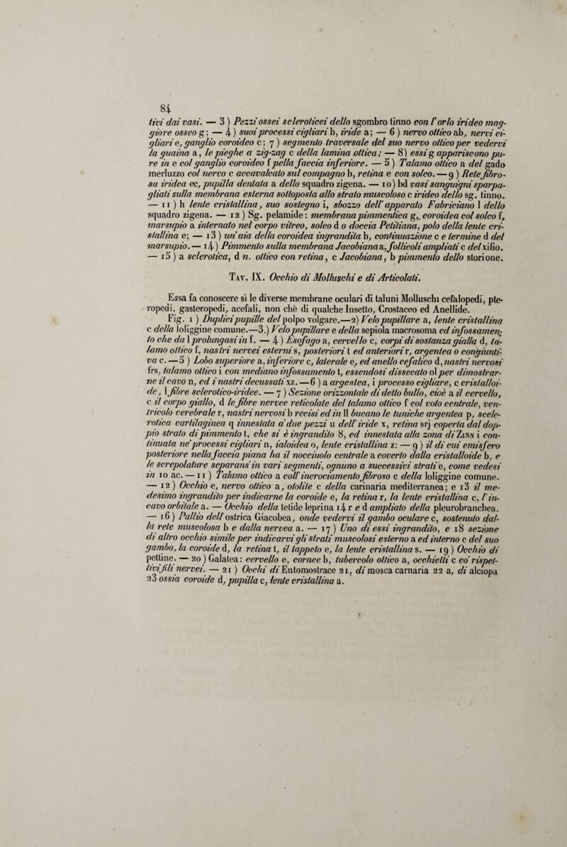 tivi dai vasi. — 3 ) Pezzi ossei sclerotici dello sgombro tinno con l'orlo irideo mag¬ giore osseo g; — 4) suoi processi cigliai h, iride a; — 6 ) nervo ottico ab, nervi ci¬ gliavi c, ganglio coroideo c ; 7 ) segmento traversale del suo nervo ottico per vedervi la guaina a, le pieghe a zig-zag c della lamina ottica; — 8) essi g appariscono pu¬ re in e col ganglio coroideo f pella faccia inferiore. — 5 ) Talamo ottico a del gado merluzzo col nervo c accavalcato sul compagno b, retina e con solco. — 9 ) Retefibro¬ sa iridca ec, pupilla dentata a dello squadro zigena. — io) bd vasi sanguigni sparpa¬ gliati sulla membrana esterna sottoposta allo strato muscoloso c irideo dello sg. tinno. — 11 ) h lente cristallina, suo sostegno i, sbozzo dell'apparato Fabriciano 1 dello squadro zigena. — 12 ) Sg. pelamide: membrana pimmenlica g,. coroidea col solco f, marsupio a internato nel corpo vitreo, solco d 0 doccia Petitiana, polo della lente cri¬ stallina e; — i3 ) uri aia della coroidea ingrandita b, continuazione c e termine d del marsupio.— i4) Pimmento sulla membrana Jacobianao.,follicoli ampliati c delx ifio. — i5 ) a sclerotica, d n. ottico con retina, c Jacobiana, b pimmento dello storione. Tay. IX. Occhio di Molluschi e di Articolati. Essa fa conoscere sì le diverse membrane oculari di taluni Molluschi cefalopedi, pte¬ ropedi, gasteropodi, acefali, non che di qualche Insetto, Crostaceo ed Anellide. Fig. 1 ) Duplici pupille del polpo volgare.—2) Velo pupillare a, lente cristallina c della loliggine comune.—3.) Vilo pupillare e della sepiola macrosoma ed infossamen: lo che da 1 prolungasi in f. — 4 ) Fsofago a, cervello c, corpi di sostanza gialla d, ta¬ lamo ottico f, nastri nervei esterni s, posteriori t ed anteriorir, argentea 0 congiunti¬ va c. — 5 ) Lobo superiore a, inferiore c, laterale e, ed anello cefalico d, nastri nervosi Irs, talamo ottico i con mediano infossamento t, essendosi dissecato ol per dimostrar¬ ne il cavo n, ed 1 nastri decussali xz. —6 ) a argentea, i processo cigliare, c cristalloi¬ de, \ fibre sclerolico-iridee. — 7 ) Sezione orizzontale di detto bullo, cioè a il cervello, c il coipo giallo, d le fibre ncrvee reticolate del talamo ottico f col voto centrale, ven¬ tricolo cerebrale r, nastri nervosi b recisi ed in 11 bucano le tuniche argentea p, sede¬ rò tic a cartilaginea q innestata ddue pezzi u dell' iride x, retina srj coperta dal dop¬ pio strato di pimmento t, che si è ingrandito 8, ed innestata alla zona diLvss i con¬ tinuata ne'processi cig/iari n, ialoidea o, lente cristallina z: — 9 ) il di cui emisfero posteriore nella faccia piana ha il nocciuolo centrale a coverto dalla cristalloide b, e le screpolature separans in vari segmenti, ognuno a successivi strati e, come vedesi in io ac. —11) Talamo ottico a coll' incrociamento fibroso c della loliggine comune. — 12 ) Occhio e, nervo ottico a, otolite c della carinaria mediterranea ; e 13 il me¬ desimo ingrandito per indicarne la coroide e, la retina r, la lente cristallina c, l'in¬ cavo orbitale a. — Occhio della tetide leprina i4 r e d ampliato della pleurobranchea. — 16 ) Pallio dell ostrica Giacobea, onde vedervi il gambo oculare c, sostenuto dal¬ la rete muscolosa b e dalla nervea a. — 17 ) Uno di essi ingrandito, e 18 sezione di altro occhio simile per indicarvi gli strati muscolosi esterno a ed interno c del suo gambo, la coroide d, la retina t, il tappeto e, la lente cristallina s. — 19 ) Occhio di pettine. — 20 ) Galatea: cervello e, cornee b, tubercolo ottico a, occhiettic co rispet¬ tivi fili nervei. — 21 ) Occhi ofe’Entoraostrace 21, di mosca carnaria 22 a, di alciopa a3 ossia coroide d, pupilla c, lente cristallina a.