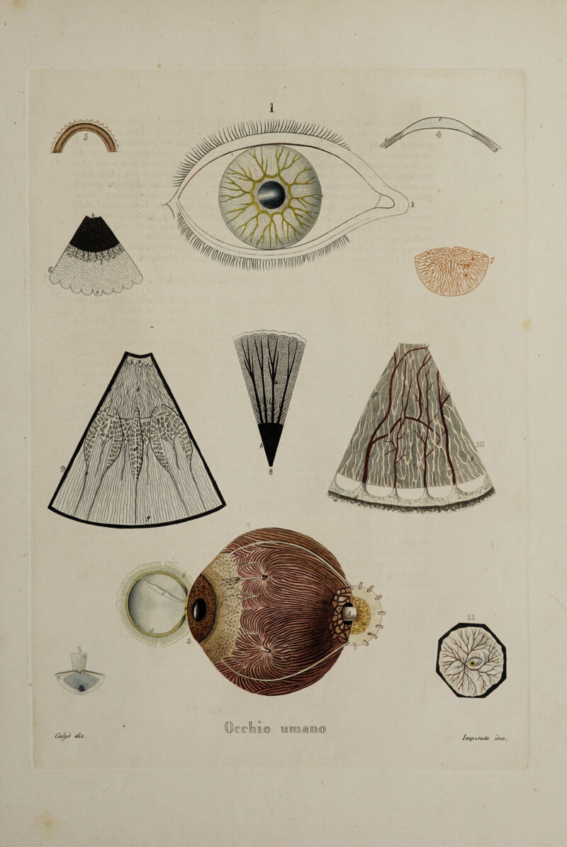 1 tìcclttlKQ) Mìimam© Calyò c/is. InyvcrcUv ine..