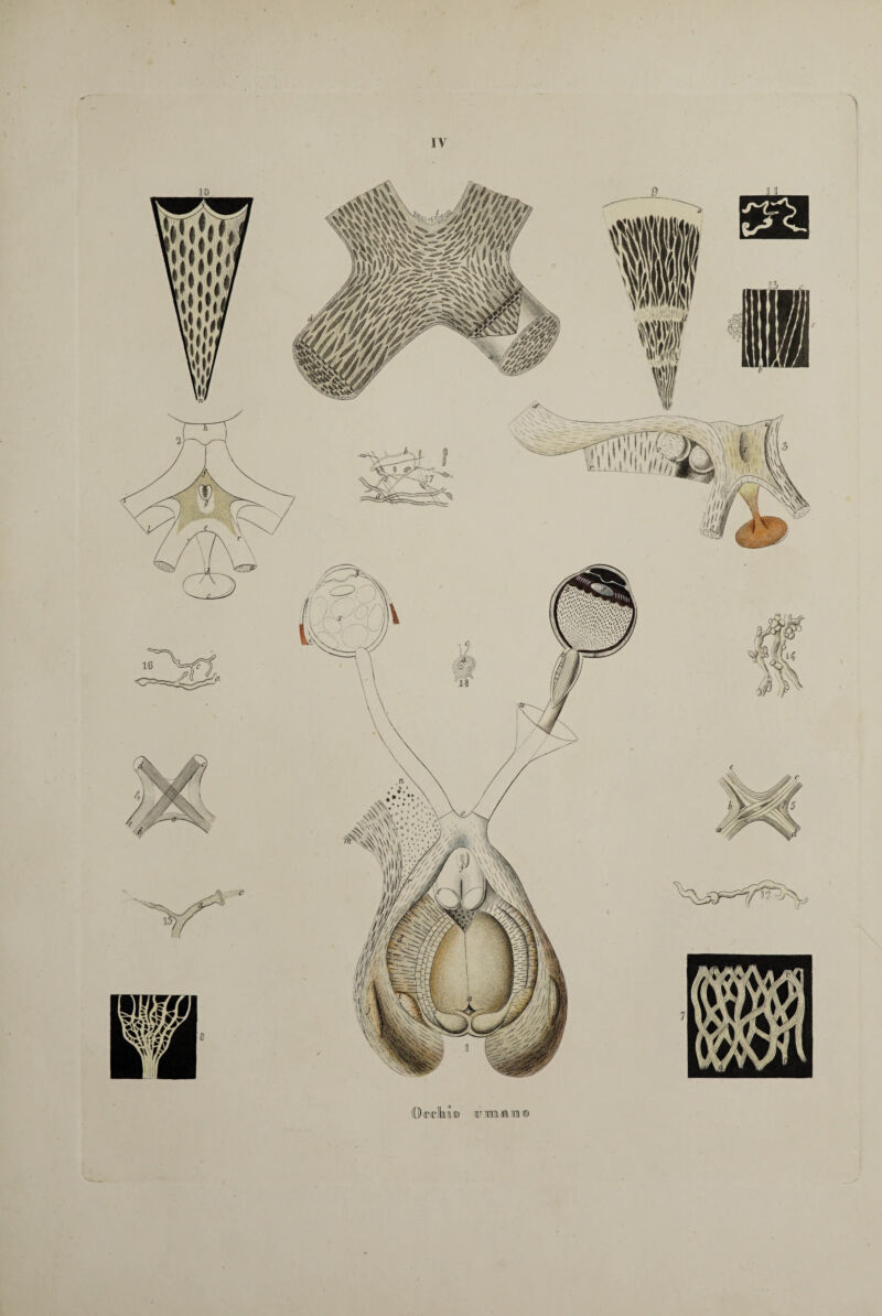 IV «ss» gn^sÉ Occhi© ir ma sa®