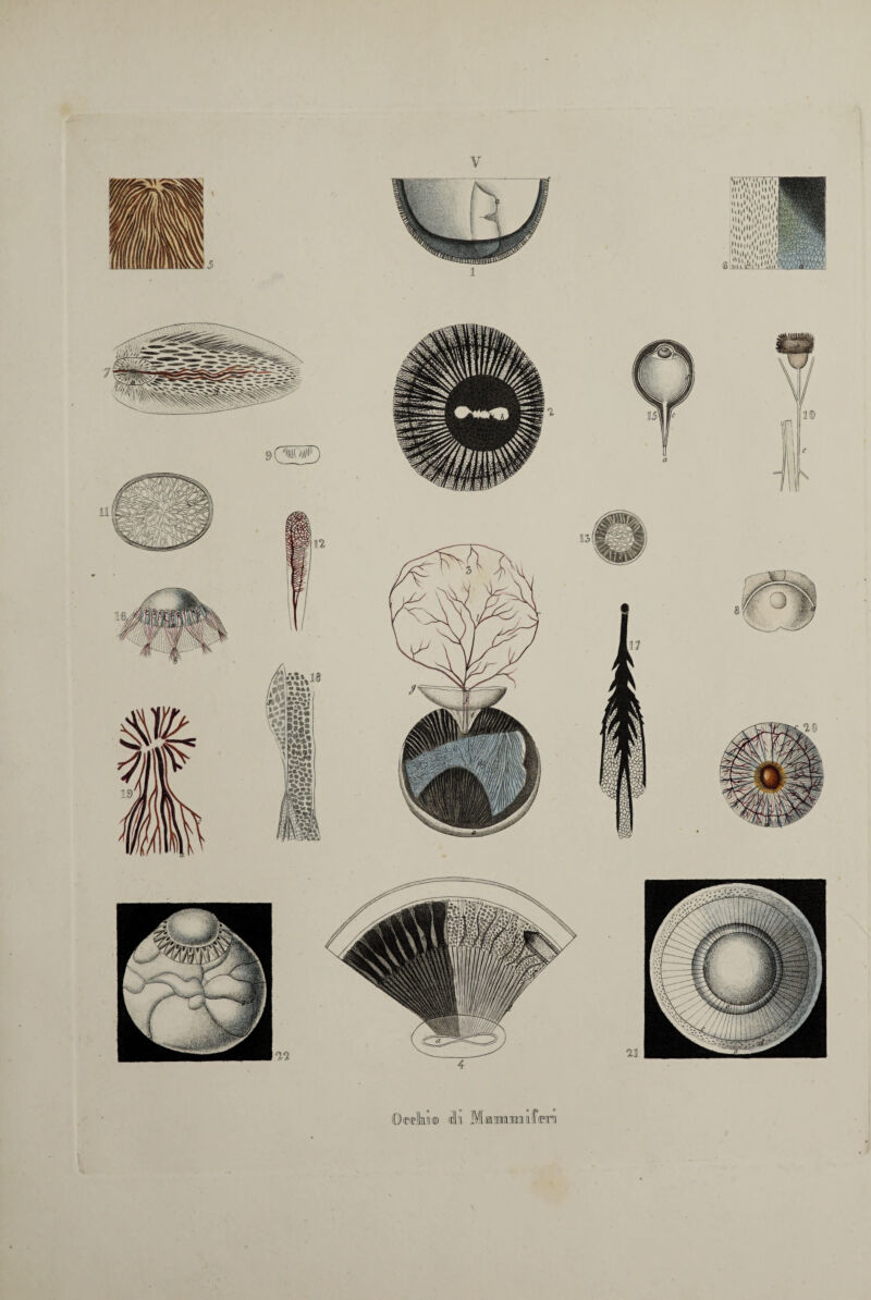 V O'Pelko® «111 Mammifera