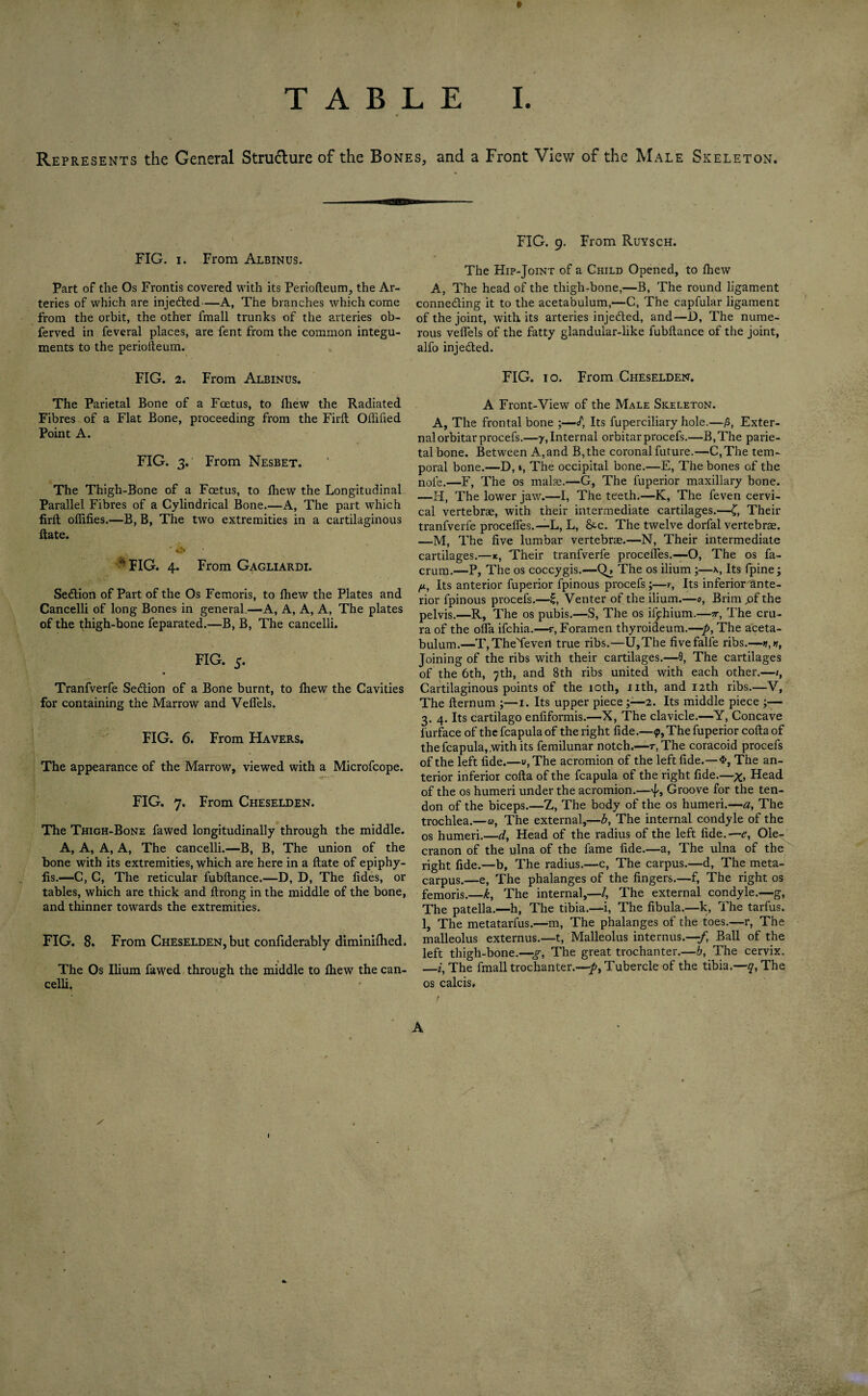 Represents the General Stru&ure of the Bones, and a Front View of the Male Skeleton. FIG. i. From Albinus. Part of the Os Fronds covered with its Periofteum, the Ar¬ teries of which are injetfted—A, The branches which come from the orbit, the other fmall trunks of the arteries ob- ferved in feveral places, are fent from the common integu¬ ments to the periofteum. FIG. 2. From Albinus. The Parietal Bone of a Foetus, to fhew the Radiated Fibres of a Flat Bone, proceeding from the Firft Offiiied Point A. FIG. 3. From Nesbet. The Thigh-Bone of a Foetus, to fhew the Longitudinal Parallel Fibres of a Cylindrical Bone.—A, The part which firft offifies.—B, B, The two extremities in a cartilaginous ftate. • ** AFIG. 4. From Gagliardi. Section of Part of the Os Femoris, to fhew the Plates and Cancelli of long Bones in general.—A, A, A, A, The plates of the thigh-bone feparated.—B, B, The cancelli. FIG. 5. Tranfverfe Section of a Bone burnt, to fhew the Cavities for containing the Marrow and Vefiels. FIG. 6. From Havers. The appearance of the Marrow, viewed with a Microfcope. FIG. 7. From Cheselden. The Thigh-Bone fawed longitudinally through the middle. A, A, A, A, The cancelli.—B, B, The union of the bone with its extremities, which are here in a ftate of epiphy- lis.—C, C, The reticular fubftance.—D, D, The fides, or tables, which are thick and ftrong in the middle of the bone, and thinner towards the extremities. FIG. 8. From Cheselden, but confiderably diminifhed. The Os Ilium fawed through the middle to fhew the can¬ celli. FIG. 9. From Ruysch. The Hip-Joint of a Child Opened, to fhew A, The head of the thigh-bone,—B, The round ligament conne&ing it to the acetabulum,—C, The capfular ligament of the joint, with its arteries injected, and—D, The nume¬ rous veflels of the fatty glandular-like fubftance of the joint, alfo injected. FIG. 10. From Cheselden. A Front-View of the Male Skeleton. A, The frontal bone ;—cf, Its fuperciliary hole.—/J, Exter¬ nal orbitar procefs.—7, Internal orbitarprocefs.—B,The parie¬ tal bone. Between A, and B,the coronal future.—C,The tem¬ poral bone.—D, *, The occipital bone.—E, The bones of the note.—F, The os mala.—G, The fuperior maxillary bone. —H, The lower jaw.—I, The teeth.—K, The feven cervi¬ cal vertebrae, with their intermediate cartilages.—£, Their tranfverfe proceffes.—L, L, &■c. The twelve dorfal vertebrae. —M, The five lumbar vertebrae.—N, Their intermediate cartilages.—*, Their tranfverfe proceffes.—O, The os fa- crum.—P, The os coccygis.—The os ilium ;—Its fpine; Its anterior fuperior fpinous procefs ;—r, Its inferior'ante- rior fpinous procefs.—£, Venter of the ilium.—0, Brim pf the pelvis.—R, The os pubis.—S, The os ifchium.—w, The cru¬ ra of the ofla ifchia.—r, Foramen thyroideum.—p, The aceta¬ bulum.—T, TheYevert true ribs.—U,The fivefalfe ribs.—v,n, Joining of the ribs with their cartilages.—9, The cartilages of the 6th, 7th, and 8th ribs united with each other.—/, Cartilaginous points of the 10th, nth, and 12th ribs.—V, The fternum ;—1. Its upper piece;—2. Its middle piece ;— 3. 4. Its cartilago enfiformis.—X, The clavicle.—Y, Concave furface of the fcapula of the right fide.—p,The fuperior cofta of the fcapula, with its femilunar notch.—t, The coracoid procefs of the left fide.—v, The acromion of the left fide.—The an¬ terior inferior cofta of the fcapula of the right fide.—*, Head of the os humeri under the acromion.—•J, Groove for the ten¬ don of the biceps.—Z, The body of the os humeri.—a, The trochlea.—u, The external,—b, The internal condyle of the os humeri.—d, Head of the radius of the left fide.— e, Ole¬ cranon of the ulna of the fame fide.—a, The ulna of the right fide.—b, The radius.—c, The carpus.—d, The meta¬ carpus.—e, The phalanges of the fingers.—f, The right os femoris.—k. The internal,—/, The external condyle.—g, The patella.—h, The tibia.—i, The fibula.—k, The tarfus. 1, The metatarfus.—m, The phalanges of the toes.—r, The malleolus externus.—t, Malleolus internus.—/, Ball of the left thigh-bone.—g, The great trochanter.—b, The cervix. —i, The fmall trochanter.—p, Tubercle of the tibia.—q, The os calcis. J A l
