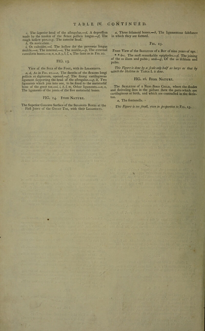c. The fuperior head of the aflragalus.—d, A deprefiion made by the tendon of the flexor pollicis longus.—-f The rough hollow part.—g, The anteiior head. b, Os naviculare. *, Os cuboides.—/, The hollow for the peroneus longus mufcle.—n. The internal,—o, The middle,—p, The external cuneiform bones.—u,v, «, /*, y, l, C, «, The fame as in Fig. io. FIG. 13. View of the Sole of the Foot, with its Ligaments. a, d, As in Fig. io.—e, The fheaths of the flexores longi pollicis et digitorum, opened.—f The ftrong cartilaginous ligament fupporting the head of the aflragalus.—g, h, Two hgaments which join into one, to be fixed to the metatarfal bone of the great toe.—i, i, k, l, m, Other ligaments.—n, 0, The ligaments of the joints of the five metatarfal bones. FIG. 14. From Nature. The Superior Concave Surface of the Sesamoid Bones at the Firfl Joint of the Gxeat Toe, with their Ligaments. a, Three fefamoid bones.—b, The ligamentous fubflance in which they are formed. Fig. 15. Front View of the Skeleton of a Boy of nine years of age. i * * &c. The moft remarkable epiphyfes.—-f. The joining of the os ilium and pubis; and—g, Of the os ifchium and pubis. This Figure is done by a fcale only half as large as that by which the Skeleton in Table I. is done. FIG. 16. From Nature. \ The Skeleton of a New-Born Child, where the lhades and fhriveling feen in the pi&ure Ihew the parts which are cartilaginous at birth, and which are contra&ed in the flcele- ton. a, The fontanelle. ' This Figure is too final,l, even in proportion to Fig. 15.