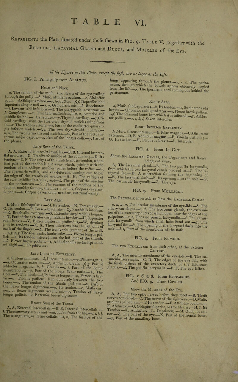 T ABLE VI. Represents the Parts fituated under thofe fhewn in Fig, 9. Table V. together with the Eye-lids, Lacrymal Gland and Ducts, and Muscles of the Eye. 1 All the Figures in this Plate, except the firjl, are as large as the Life. FIG. I. Principally from Albinus. Head and Neck. a, The tendon of the mufc. trochlearis of the eye palling through the pully.—3, Mufc. attollens oculum.—c, Abdudor oculi. d, Obliquus minor.—e, Addudor.—-f,f Heprefibr labii fuperioris alaeque nafi.—g,g, Orbicularis oris.—3, Buccinator. i, Levator labii inferioris.—k, The pterygoideusexternus.— l, Complexus. ?n, Trachelo-maftoideus,—n, n. Anterior and middle fcaleni.—o.Oshyoides.—-p, Thyroid cartilage.—Cri¬ coid cartilage, with the two crico-thyroid mufcles rifingfrom ? > Fhe trachea arteria.—r, Part ot the conftridor-pharyn- gis inferior mufcle. t, t, The two thyro-hyoid mufcles.— ?/, The two fterno-thyroid mufcles.—w, Part of the rectus in¬ ternus majoi capitis.—a, Part of the longus colli.—y. Part of the pleura. lungs appearing through the pleura—x, x, x. The perito¬ neum through which the bowels appear obfcurely, copied peritoneum^' ^ ^ fpemiatlC COrd comingout behindthe Right Arm. «, Mufc. fubfcapuiaris Its tendon—c. Supinator radii 1 T'onaror radii quadratus.—r, Flexor brevis pollicis. A „.e bones into which it is inferted.—y Adda'' tor pollicis.—b, i, k, l, Seven interoffei. Right Inferior Extremity. extermis^”' 'tTf’ Pfoas magnuS._C, Obturator extern us—I), E Adduftor magnus— F, Tibialis poilicus O, Its tendon—H, Peroneus brevis.—I, Interoffei. Left Side of the Trunk. A, A, External intercoftal mufcles.—B, B, Internal interco- Ital mufcles.—C, Tranfverfe mufcle of the abdomen ;_D, Its tendon.—E, F, The edges of this mufcle audits tendon, where that part of the tendon is cut away which, joining with the tendons of the oblique mufcles, pafles before the rectus.—G, The fpermatic veflels, and vas deferens, coming out below the edge of the tranfverfe mufcle.—H, H, The veftiges of the two umbilical arteries; and—I, The print of the urachus on the peritoneum.—K, The remains of the tendons of the oblique mufcles forming the linea alba.—«, Corpora caverno- la penis.—fi, Corpus cavernofum urethrae, cut tranfverfely. FIG. 2. From Le Cat. Shews the Lacrymal Canals, the Teguments and Bones being cut away. A, The lacrymal gland.—B, The two panda lacrymalia, trom which the two lacrymal canals proceed to_C, The la- CTifai~1)’ A contraction forming the beginning of E, Tne lacrymal dud.—F, Its opening into the nofe.—G, I he caruncula lacrymalis.—Z, The eye. FIG. 3. From Morgagni. Left Arm. The Palpebra: inverted, to drew the Lacrymal Canals. L,Mufc. fubfcapularis;—M, Its tendon.—N, Teres major;— O, Its tendon.—P, Coraco-brachialis—Brachialis internus. - R., Brachialis externus.—S, Extenfor carpi radialis longior. F\ Part 01 the extenfor carpi radialis brevior.—U, Supinator radii brevis.—V, Flexor digitorum profundus,—W, dividing into its tendons.- X, X, Their infertions into thelaft joint of each of the lingers.—Z, The tranfverfe ligament of the wrift. >y■>yiy■> Fhe rour mufc. lumbncales.—a, Flexor longus pol- licis.—/i, Its tendon inferted into the lad joint of the thumb. — , Flexor bievis pollicis.—£, Addudor offis metacarpi mini¬ mi digiti.—£, Os pififorme. Left Inferior Extremity. Gluteus minimus.—3, Iliacus internus.— r, Pfoas magnus. —d} Obturator externus.—e, Addudor brevis.—-f-, g Part of addudor magnus.—h, h, Gracilis.—/, /, Part of’the Semi- membianofus. ~3, Part of the biceps flexor curis._+, The tibia. * The fibula.— /, Peroneus longus.—m, Peroneus bre¬ vis. n, Tibialis, pofiicus, feen obfcurely between the two bones.—0, The tendon of the tibialis pofiicus.—-p, Part of the flexor longus digitorum.—q. Its tendon.—r, Mafia car- nea, or flexor digitorum accefibrius.—s, Tendon of flexor longus pollicis.—/, Extenfor brevis digitorum. Right Side of the Trunk. ^XLerna^ intercoftals.—B, B, Internal intercofials.— 6, I he mammary artery and vein, added from the life.—/ Z / / The triangularis, or fterno-coftalis.—x, *, The furface of’the a, a, a, a, The interior membrane of the eye-lids._3, The ciliary cartilages.—c, d. The febaceous glands, the extremi¬ ties ot the excretory duds of which open near the edges of the palpebne.—p, e, The two punda lacrymalia.—f, The carun¬ cula lacrymalis, from which fmall hairs ftand out.—g, The lacrymal fac.—b, The opening of the lacrymal duds into the note.—/, /, Part of the membrane of the nofe. FIG. 4. From Ruysch. The two Eye-lids cut from each other, at the exterior Canthus. A, A, The interior membrane of the eye-lids.—B, The ca- luncula lacrymalis.—C, D, The edges of the eye-lids, with the fmall orifices of the excretory duels of the fabaceous glands. E, The punda lacrymalia.—F, F, The eye-lafhes. FIG. 5. 6. 7. 8. From Eustachius. And FIG. 9. From Cowper. Shew the Muscles of the Eye. A, A, The two optic nerves before they meet._B, Thefe nerves conjoined.—C, The nerve of the right-eye._D,Mufc. attollenspalpebram;—d,Its tendon.—E, Attollens oculum.— F, Abdudor.—G, Obliquus fuperior, or trochlearis;_H, I, Its Tendon.—K, Addudor.—L, Heprimens.—M, Obliquus mi¬ nor.—-Z, The ball of the eye.—X, Part of the frontal bone. —y, Part of the maxillary bone.