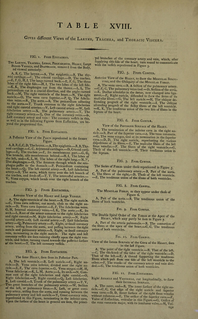 Gives different Views of the Larynx, Trachea, and Thoracic Viscera. FIG. i. From Eustachius. The Larynx, Trachea, Lungs, Pericardium, Heart, Large .Blood-Vessels, and Diaphragm, removed from the Body nd viewed anteriorly. ’ A, B, C, The larynx.—A, The epiglottis.—B, The thy- rmd c^rtljage.—C The cricoid cartilage.—D, The trachea. —-L, L O, H,l, The lungs turned back.—E, F, G, The three lobes of the right fide*—H, I, The two lobes of the left fide. —rhe diaphragm cut from the thorax._L, L, The pericardium cut in a crucial diredion, and the angles turned back —M, The right ventricle of the heart.—N, The right auricle.—O, The vena cava fuperior.—P, O, The fubcla¬ vian veins.—R, The aorta.-—S, The pericardium adhering to the aorta.^-T, Trunk common to the right fubclavian and right carotid arteries.—V, Left carotid artery._W, Left iubclavian artery.—X, The pulmonary artery._Y,? The right coronary artery.—Z, One ot the coronary veins.—&, Left coronary artery and vein : The coronary vefiels in this, as well as in the following Figures from Eufiachius, are be¬ yond the proportional fize. pal branches of the coronary artery and vein, which, after fupplying this fide ot the heart, turn round to communicate With the vefiels reprefented in Figure 3. FIG. 5. From Cowper. Anterior View of the Heart, to fliew the Muscular Struc- i ure, and the Obliquity of the Muscular Fibres. A, 1 he vena cava.—B, A fedfiort of the pulmonary artery* C,C, The pulmonary veins tied.—D, Section of the aorta. E, Duftus arteriofus in the fcetu9, now changed into liga- ment. F, Right auricle, diftended to fliew the feries of its mufcular fibres.—G, The left auricle.-—H, The oblique de¬ fending progrefs of the right ventricle.—I, The oblique afcending progrefs of the flefliy fibres of the left ventricle. ““K, K, I he tendinous union of the two fets of fibres in the feptum of the heart. FIG* 6. From Cowper. View of the Posterior Surface of the Hear!-. FIG. 2. From Eustachius. A Fofierior View of the Parts reprefented in the former Figure. A,B, B, C, C, D, The larynx.—A, The epiglottis.—B, B, Thy¬ roid caitilage.-—C, C, Arytenoid cartilages.—D, Cricoid carti- lage.—E, The trachea ;—F, Its membranous part._G, G, The bronchi, alfo membranous behind.—H, I, The lobes of the left, and—K, L, M, The lobes of the right lung.—N, N, The diaphragm.—-O, The foramen through which the cefo- phagus paffes to the ftomach-—P, Pericardium containing the heart.——The left carotid artery .~—R, Left fubclavian artery.—S, The aorta, which turns over the left branch of the trachea, and fends off,—T, T, The intercoftal arteries.— V, Vena azygos, which bends over the right branch of the trachea* FIG. 3. From Eustachius. Anterior View of the Heart and Large Vessels. A, The right ventricle ot the heart.—B, The right auricle. —C, Vena cava inferior, cut acrofs, clofe to the right au¬ ricle. D, Vena cava fuperior.—E, F, The fubclavian veins. G, H, Internal mammary veins.—I, K, The aorta;—K, Its arch.—L, Root of the artery common to the right fubclavian and right carotid.—M, Right fubclavian artery,—N, Right carotid artery.—O, Left carotid artery.—P, Left fubclavian artery.—Pulmonary artery.—R, Right, or fmall coronary artery, arifing from the aorta, and palling between the right auricle and pulmonary artery.—S, Right, or fmall coronary vein, terminating in the right auricle. The right and left coronary vefiels are feen running chiefly upon the right ven¬ tricle, and below, turning round towards the pofterior furface t>f the heart.—T, The left coronary vefiels. FIG. 4. From Eustachius. The fame Heart, feen from its Pofterior Part* A, The left ventricle.—B, Left auricle.—C, Right au¬ ricle.—D, Vena cava inferior, divided near the right au¬ ricle.—E, F, The cava fuperior,—G, Vena azygos.—H, H, Venae fubclaviae.—K, L, M, Aorta;—L, Its arch.—N, Com¬ mon root of the right fubclavian and right carotid.—O, Right fubclavian.—P, Right carotid.—()> Left fubclavian. R, Left carotid.—S, Trunk of the pulmonary artery.-—T, V, Two great branches of the pulmonary artery.—W, Section of the left, or pulmonary finus.—X, Left, or great coro¬ nary artery, arifing from the aorta, and running between the pulmonary artery and left auricle.—Y, Great coronary vein, reprefented in this Figure, terminating in the inferior cava. Upon the furface of the heart in general are feen, the princi- A, The termination of the inferior cava in the right au- ricle.—B, Part of the fuperior cava.—a, The vena coronaria. C, I he vena azygos, tied at its termination in the fuperior <;aya—F>, The right auricle, reprefenting the various difpofitions ot its fibres.—E, The mufcular fibres of the left finus venofus.—F, The fibres of the right ventricle._G, Thofe of the left ventricle.—H, Their tendinous union in the feptum. FIG. 7. From Cowper. The Series of Fibres under thofe reprefented in Figure 5, A, Part of the pulmonary artery.—B, Part of the aorta* C, The fibres of the right,—D, Thofe of the left ventricle* —F, The tendinous union of the fibres of both ventricles. FIG. 8. From Cowper. The Muscular Fibres, as they appear under thofe of Figure 6. A, Part of the aorta.-—B, The tendinous union of the fibres of both ventricles. Fig* 9. From Cowper. » * The Double Spiral Older of the Fibres at the Apex of the Heart, wThich may partly be feen in Figure 7. A, Part ot the arteria pulmonalis.—B, The contortion of the fibres at the apex of the heart.—C, C, The tendinous union of both ventricles. Fig. 10. From Cowper. View of the Inner Surface of the Cone of the Heart, feen in the laft Figure. A, The point of the right ventricle.—B, That of the left. G, T. he thickneis of the tides of the right ventricle._D, T. hat of the left.—E, A thread fupporting the tendinous fibres which pafs from one fide of the left ventricle to the other.' I, The trunks of the coronary artery and vein divi¬ ded.—G, The tendinous union of both ventricles. FIG. 11. From Eustachius* Right Auricle and Ventricle, cut longitudinally, to fliew their Internal Surface. A, The outer, and—B, The inner furface of the right au¬ ricle.—C, C, Cut edge of the right auricle and fuperior vena cava.—D, D, Inner furface of the right finus venofus without columnee.—E, The orifice of the fuperior cava._F Valve of Eufiachius, reticular in this Figure.—G, Orifice of the vena coronaria major, with its femilunar valve._H, Vef- tige