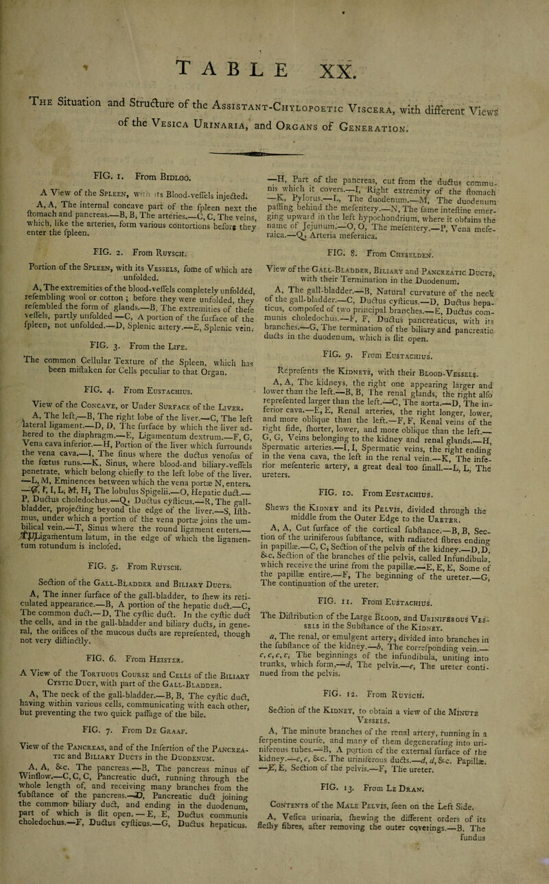 TABLE XX. The Situation and Structure of the Assistant-Chylopoetic Viscera, with different Views of the Vesica Urinaria, and Organs of Generation, FIG. i. From Bidloo. A View of the Spleen, with its Blood-vefTels injeded. A, A, The internal concave part of the fpleen next the ftomach and pancreas.—B, B, The arteries_C, C, The veins, which, like the arteries, form various contortions before they enter the fpleen. J FIG. 2. From Ruysch. —H, Part of the pancreas, cut from the dudus commu¬ nis which it covers.—I, Right extremity of the ftomach R-i Pylorus. L, The duodenum.—M, The duodenum palling behind the mefentery.—N, lhe fame inteftine emer¬ ging upward in the left hypochondrium, where it obtains the name of Jejunum.—O, O, The mefentery.—P, Vena mefe- raica.—Arteria meferaica. FIG. 8. From Ciieselden. Portion of the Spleen, with its Vessels, fome of which are unfolded. A, The extremities of the blood-veflels completely unfolded, refembling wool or cotton ; before they were unfolded, they refembled the form of glands—B, The extremities of’thefe veftels, partly unfolded —C, A portion of the furface of the fpleen, not unfolded.. D, Splenic artery.—F, Splenic vein.' FIG. 3. From the Life. The common Cellular Texture of the Spleen, which has been miftaken for Cells peculiar to that Organ. FIG. 4. From Eustachius. View of the Concave, or Under Surface of the Liver. A, The left,—B, The right lobe of the liver.—C, The left lateral ligament.—D, D, The furface by which the liver ad¬ hered to the diaphragm.—E, Ligamentum dextrum._F, G, Vena cava inferior.—H, Portion of the liver which furrounds the vena cava.—I, lhe finus where the dudus venofus of the foetus runs.—K, Sinus, where blood-and biliary-veftels penetrate, which belong chiefly to the left lobe of the liver. M, Eminences between which the vena portae N, enters. I) Lj l^f, Uj The lobulus Spigelii.—O, Hepatic dudi.— P, Dudus choledochus—Qj Dudus cyfticus.—R, The gall¬ bladder, projeding beyond the edge of the liver.—S, Ifth- mus, under wnich a portion of the vena ports joins the um¬ bilical vein.—T, Sinus where the round ligament enters_ /FjJJdgamentum latum, in the edge of which the ligamen¬ tum rotundum is inclofed. FIG. 5. From Ruysch. Sedion of the Gall-Bladder and Biliary Ducts. A, The inner furface of the gall-bladder, to ftiew its reti¬ culated appearance.—B, A portion of the hepatic dud.—C, The common dud.—D, The cyftic dud. In the cyftic dud the cells, and in the gall-bladder and biliary duds, in gene¬ ral, the orifices of the mucous duds are reprefented* though not very diftindly. FIG. 6. From Heister. A View of the Tortuous Course and Cells of the Biliary Cystic Duct, with part of the Gall-Bladder. A, The neck of the gall-bladder.—B, B, The cyftic dud, having within various cells, communicating with each other* but preventing the two quick paftage of the bile. FIG. 7. From De Graaf. View of the Pancreas, and of the Infertion of the Pancrea¬ tic and Biliary Ducts in the Duodenum. A, A, &c. The pancreas.—B, The pancreas minus of Window.—C, C, C, Pancreatic dud, running through the whole length of, and receiving many branches from the fubftance of the pancreas.-03, Pancreatic dud joining the common* biliary dud, and ending in the duodenum part of which is flit open.—E, E, Dudus communis choledochus.—F, Dudus cyfticus.—G, Dudus hepaticus. View of the Gall-Bladder, Biliary and Pancreatic Ducts, with their Termination in the Duodenum. A, The gall-bladder.—B, Natural curvature of the neck of the gall-bladder.—C, Dudus cyfticus.—D, Dudus hepa¬ ticus, compofed of two principal branches.—E, Dudus com¬ munis choledochus.—h, 1H, Dudus pancreaticus, with its blanches.*—G, lhe termination of the biliary and pancreatic duds in the duodenum, which is flit open. FIG. 9. From Eustachius. Rcprefents the Kidneys, with their Blood-Vessels. A, A, The kidneys, the right one appearing larger and lower than the left.—B, B, The renal glands, the rmht alfo reprefented larger than the left.—C, The aorta.—D, The in- feiioi cava. L,E, Renal arteries, the right longer, lower and more oblique than the left.—F, F, Renal veins of the light fide, fhorter, lower, and more oblique than the left.— G, G, Veins belonging to the kidney and renal glands._H, Spermatic arteries.—-1,1, Spermatic veins, the right ending in the vena cava, the left in the renal vein.—K, The infet rior mefenteric artery, a great deal too fmall.—L, L, The ureters. FIG. 10. From Eustachius. Shews the Kidney and its Pelvis, divided through the middle from the Outer Edge to the Ureter. A, A, Cut furface of the cortical fubftance.—B, B, Sec¬ tion of the uriniferous fubftance, with radiated fibres ending in papillae.—C, C, Sedion of the pelvis of the kidney._D,D &c. Sedion of the branches of the pelvis, called Infundibula! which receive the urine from the papillae.—E, E, F, Some of the papillae entire.—F, The beginning of the ureter._G, The continuation of the ureter. FIG. i 1. From Eustachius. The Biftribution of the Large Blood, and Uriniferous Ves¬ sels m the Subftance of the Kidney. <2, The renal, or emulgent artery, divided into branches in the fubftance of the kidney.— b. The correfponding vein.— c,c,c, c, The beginnings of the infundibula, uniting into trunks, winch form,—d, The pelvis.—The ureter conti- nued from the pelvis. FIG. 12. From Ruysch. Sedion of the Kidney, to obtain a view of the Minute Vessels. A, Tne minute branches of the renal artery, running in a ferpentine courie, and many of them degenerating into uri¬ niferous tubes.—B, A portion of the external furface of the kidney.—c, c, &c. The uriniferous duds.—d, d, &c. Papillae, —JP, E, Sedion of the pelvis.—F, The ureter. FIG. 13. From Le Dran. Contents of the Male Pelvis, feen on the Left Side. A, Vefica urinaria, (hewing the different orders of its flelhy fibres, after removing the outer coverings.—B, The fundus