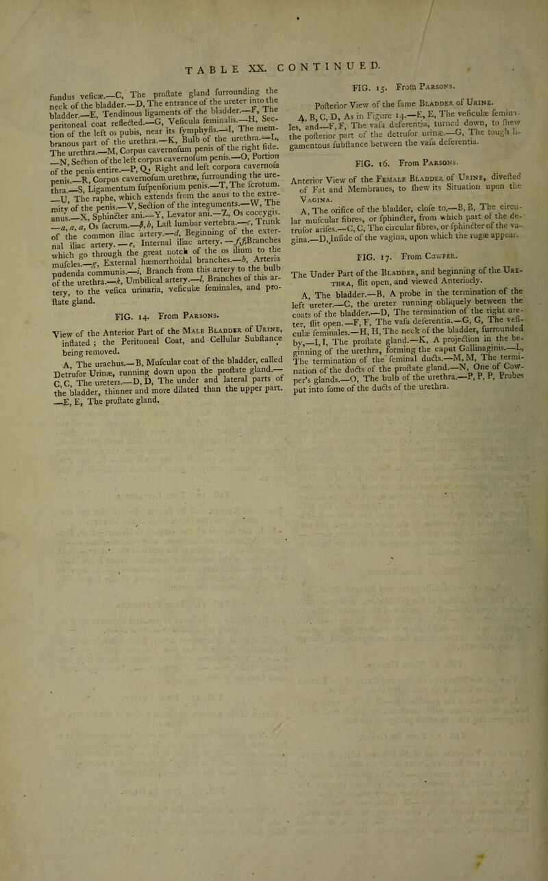 » TABLE XX. CONTINUED. fundus veficae.—C, The predate gland furrounding the neck of the bladder.-D, The entrance of the ureter mtothe bladder.—E, Tendinous ligaments of the bladder.—T, T nentoneal coat refleded.—G, Veficula feminalis.—H, Sec¬ tion of the left os pubis, near its fymphyfis.—I, The mem¬ branous part of the urethra.—K, Bulb of the urethra* * The urethra.-M, Corpus cavernofum penis of the nght fide _N Sedion of the left corpus cavernofum penis. O, Bort o of the penis entire.—P, O' Right and left corpora cavernofa penis.—R, Corpus cavernofum urethrae, furrounding the uie- ?hia_S Ligamentum fufpenforium penis.—T,The ferotum. __U The raphe, which extends from the anus to the extre¬ mity of the penis—V, Sedion of the integuments.-W, The anu's __X, Sphinder ani.—Y, Levator am.—Z, Os coccygis. L_a a *, Os lacrumLaft lumbar vertebra -c, Trunk of the common iliac artery.—^Beginning of the exter¬ nal iliac artery. — e, Internal iliac artery.-^Branches which go through the great notch of the os ilium to^ the mufcles—jt, External haemorrhoidal branches.—Artena pudenda Jmmunis.-/, Branch from this artery to the bulb of the urethra.—k. Umbilical artery.—/, Branches of this ar- tery, to the vefica urinaria, veficuke feminales, and pro¬ ftate gland. FIG. 14. From Parsons. View of the Anterior Part of the Male Bladder of Urine, inflated ; the Peritoneal Coat, and Cellular Subflance being removed. A The urachus.—B, Mufcular coat of the bladder called Detrufor Urin®, running down upon the proftate gland.— C C The ureters.—D, D, The under and lateral parts ot the bladder, thinner and more dilated than the upper part. —E, E, The proftate gland. FIG. 15. From Parsons. Pofterior View of the fame Bladder of Urine. A B C, D, As in Figure 14.—E, E, The veficuke femim- lpo and—F F The vala deferentja, turned down, to fhew the pofterior part of the detrufor urine.—G, The tough li¬ gamentous fubftance between the vafa deferentia. FIG. 16. From Parsons. Anterior View of the Female Bladder of Urine, divefted of Fat and Membranes, to fhew its Situation upon the Vagina. A The orifice of the bladder, clofe to,—B,B, The circu¬ lar mufcular fibres, or fphinder, from which part of the de¬ trufor arifes.—C, C, The circular fibres, or fphinder of the va¬ gina._D, In fide of the vagina, upon which the vug® appear. FIG. 17. From Cowper. The Under Part of the Bladder, and beginning of the Ure¬ thra, flit open, and viewed Anteriorly. A The bladder.—B, A probe in the termination of the left ureter.—C, the ureter running obliquely between the coats of the bladder.—D, The termination of the right ure- ter, flit open.—F, F, The vafa deferentia.-G, G, The vefi¬ cula: feminales.—H, H.The neck of the bladder, furroumled by —I, T, The proftate gland.—K, A projedion in the be¬ e-inning of the urethra, forming the caput Gallinagims. The termination of the feminal duds.—M, M, The termi¬ nation of the duds of the proftate gland.—N One of CoW- per’s glands.—O, The bulb of the urethra.—P, P, P, I robes put into fome ot the duds of the urethra.