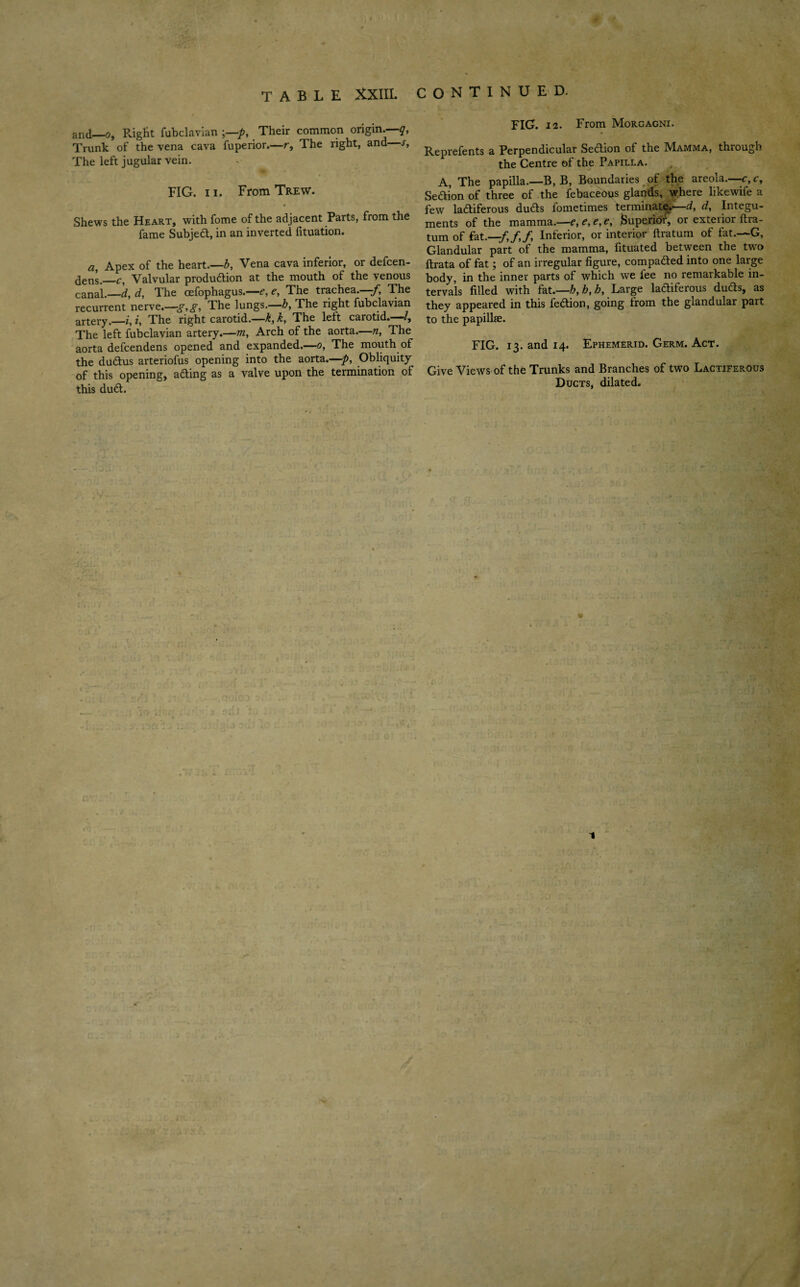 and—o, RigHt fubclavian ;—p. Their common origin.—q, Trunk of the vena cava fuperior.—r, The right, and s, The left jugular vein. FIG. 11. From Trew. Shews the Heart, with fome of the adjacent Parts, from the fame Subject, in an inverted fituation. a, Apex of the heart.—b, Vena cava inferior, or defcen- dens.—c, Valvular produdion at the mouth of the venous canal.—d, d, The oefophagus.—c, e, The trachea. ;f, The recurrent nerve.—g,g, The lungs.—h, The right fubclavian artery.—i, z, The right carotid.—k, k, The left carotid. /, The left fubclavian artery.—m, Arch of the aorta.—n, The aorta defcendens opened and expanded.—o. The mouth of the du&us arteriofus opening into the aorta.—-p, Obliquity of this opening, afting as a valve upon the termination of this dud. FIG. 12. From Morgagni. Represents a Perpendicular Sedion of the IYIamma, thiough the Centre of the Papilla. A, The papilla.—B, B, Boundaries of the areola.—c,c, Sedion of three of the Sebaceous glands, where likewife a few ladiferous duds Sometimes terminate^—d, d, Integu¬ ments of the mamma.—e,e,e,e, Superior, or exterior ftra- tum of fatInferior, or interior ftratum of fat.—G, Glandular part of the mamma, Situated between the two ftrata of fat; of an irregular figure, compaded into one large body, in the inner parts of which we fee no remarkable in¬ tervals filled with fat.—h,h,h, Large ladiferous duds, as they appeared in this fedion, going from the glandular part to the papillae. FIG. 13. and 14. Ephemerid. Germ. Act. Give Views of the Trunks and Branches of two Lactiferous Ducts, dilated.