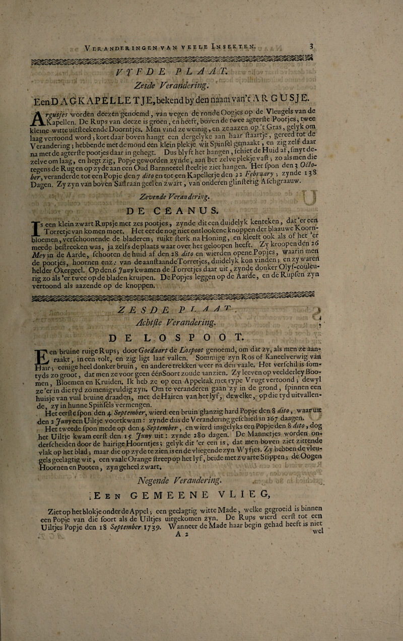 Veranderingen van veele Insekt en. Al V X F D E P L A AT. Zesde Ver ander ing. Een DAG KAPELLET] E, bekend by den naam van'c A R G U SJ E. rtusjes worden deezcn genoemd, van wegcn de ronde Oogjes op de Vleugels van de Kapellen. De Rups van deeze is groen, en heeft, boven de twee agterfte Pootjes, twee kleine witteuitfteekendeDoorntjes. Men vindzevveinig, en zeaazen op t Gras, gelyk om laag verroohd word j kort daar boven hangu een dergelyke aan haar ftaartje, gereed tot e Verandering; hebbende metdemond een kleinplekje wit S pin fel gemaakt, en zigzelr daar na met de agterfte pootjes daar in gehegt. Dus bly ft het hangen , fchietdeHuid af,imyt e- zelve om laag, enhegtzig, Popje geworden zynde, aan hct zelveplekje vaft 3 zo als men ie tegens de Rug en op zy de aan een Oud Barnneetel fteeltje ziet hangen. Het fpon den;? - yer 5 veranderde tot een Popje den 7 dito en tot een Kapelletje den 2 2 Februa?'y 3 zynde 13 Dagen, Zyzyn van boven Saflraangeelen zwart, van onderen glinfterig Afchgraauw. Zevende Verandering. D E C £ A N U S. Is een klein zwart Rupsje met zes pootjes, zynde dit een duidelyk kenteken, dat er eeri Torretjevan komen moet. Het eetdenogniet ontlookenc knoppen der blaauwe Roorn- bloemen, verfchoonende de bladeren * ruikt fterk naHoning, en kleeft ook als ot net er meede beftreeken was, ja zelfs de plaats waar over het geloopen heeft. Zy kroopen en 2 Mey m de Aarde, fchooten de huid af den 28 dito en wierden openePopjes, waarin men de pootjes, hoornenenz: van deaanftaandeTorretjes, duidelyk kon vinden j en zywaien helder Okergeel. Op den 6 J^æykwamen de Torretjes daar uit, zynde donker y *cou eu* rig zo als 'er twee op de bladen kruipen. DePopjes leggen op de Aarde, en de Kup en zyn vertoond als aazende op de knoppen. Z E SD E P V A A T: . Achtfte Verandering. I • DE LOSPOOT. Een bruine ruigeRupsj door Goedaart de Idospoot genoemd, om dat zy, als men ze aan- raakt, in een volt, en zig ligt laat vallen. Sommige zyn Ros of Kaneelverwig van Hair j eenige heeldonker bruin, en andere trekkert weer na den vaale* Hot verfchil is fom- tyds zo groot, dat men ze voor geen éénSoort zoude aanzien. Zy leeven op veelderley Boo- men Bloemen en Kruiden. Ik heb ze op een Appeltak met rype Vrugt vertoond j dewyi ze ’er in die tyd zo menigvuldig zyn. Om te veranderen gaan zy in de grond, fpinnen een huisje van vuil bruine draaden, met deHairen van het ly f, dewelke, op die tyd uitvallen- de, zy inhunneSpinfels vermengen. Het eerjft e fpon den 4 September, wierd een bruin glanzig hard Popje den 8 dito, waar uit den 2 jtøøyeenUiltje voortkwam: zynde dus de Verandering gefchied in 267 daagen. Het tweede fpon mede op den 4 September, en wierd insgelyks een Popje den 8 dito, dog het Uiltie kwameerft den 17 Juny uit: zynde 280 dagen. De Mannetjes worden on. derfeheiden door de hairige Hoorntjes; gelyk dit 'er een is, dat men boven ziet zittende vlakop het blad* maar dieop zydetezienisende vliegendezyn Wyljes. Zy hebben de vleu- gelsgeelagtig wit, een vaaleOrange ltreepop het lyf, betde metzwarte Stippen 3 de Gogen Hoornen en Pooten, zyn geheel zwart* Negende Verandering■. ;Een gemeene v l i e g, Ziet op het blokje onder de Appel 3 een geelagtig witteMade, welke gegroeid is binnen een Popje van die foort als de Uilties uitgekomen zyn. De Rups wierd ecrit tot een Uiltjes Popje den 18 September 1739. Wanneer de Made haar begin gehad heert is met A 2 wel