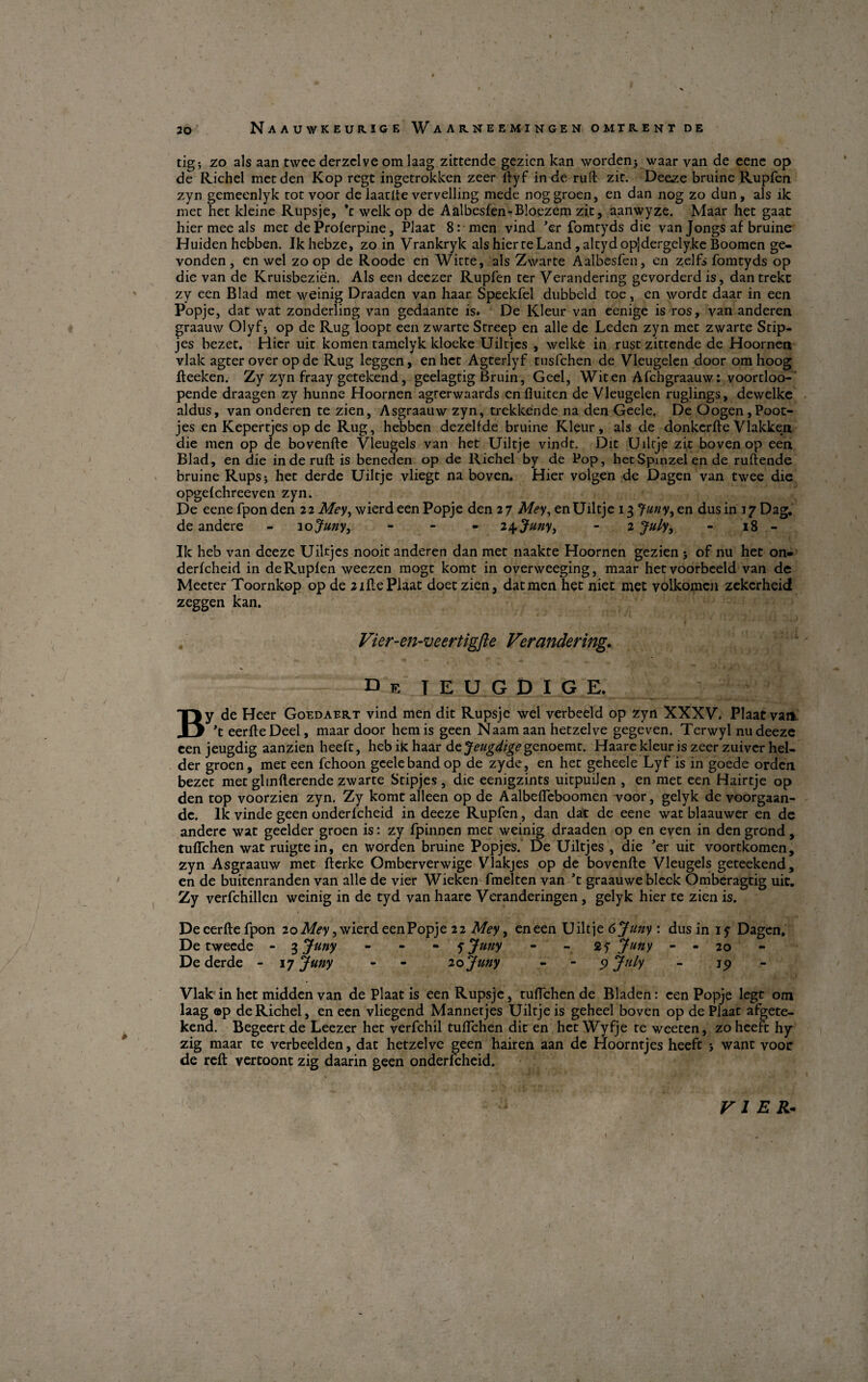 tigj zo als aan twee derzclve om laag zittende gezien kan worden> waar van de eene op de Richel met den Kop regt ingetrokken zeer ilyf inde rud zit. Deeze bruine Rupfen zyn gemeenlyk rot voor de laatlte vervelling mede noggroen, en dan nog zo dun, als ik mer her kleine Rupsje, ’c welk op de Aalbesfen-Bioezem zir, aanwyze. Maar het gaat hier mee als mer de Prolerpine, Plaat 8:men vind ’er fomtyds die van Jongs af bruine Huiden hebben. Ikhebze, zo in Vrankryk als hier te Land , altyd opjdergely.ke Boomen ge- vonden, en wel zo op de Roode en Witte, als Zwarte Aalbesfen, en zelfs fomryds op die van de Kruisbezién. Als een deezer Rupfen ter Verandering gevorderdis, dantrekc zy een Blad met weinig Draaden van haar Speekfel dubbeld roe, en wordt daar in een p°pje> dat wat zonderling van gedaanre is. De Kleur van eenige is ros, van anderen graauw Olyf* op de Rug loopt een zwarte Streep en alle de Leden zyn met zwarte Stip- jes bezet. Hier uit komen tamelyk kloeke Uiltjes , welke in rust zittende de Hoornen vlak agter over op de Rug leggen, en het Agterlyf tusfchen de Vleugelen door om hoog fteeken. Zy zyn fraay getekend, geelagtig Bruin, Geel, Witen Afchgraauw: voortloo- pende draagen zy hunne Hoornen agrerwaards cnfluiten de Vleugelen ruglings, devvelkc aldus, van onderen te zien, Asgraauw zyn, trekkende na den Geele. De Oogen,Poot- jes en Kepertjes op de Rug, hebben dezelfde bruine Kleur, als de donkerfte V lakken die men op de bovenfte Vleugels van het Uiltje vindt. Dit Uiltje zit boven op een Blad, en die in de rufl: is beneden op de Richel by de Pop, het Spmzel en de ruflende bruine Kups* het derde Uiltje vliegt na boven. Hier volgen de Dagen van twee die opgefchreeven zyn. De eene fponden 22 Meyy wierd een Popje den27 Mey, en Uiltje 13 Juny, en dusini^Dag. de andere - 10 Juny, - 2åpjuny, - 2 July, - 18 - Ik heb van dceze Uikjes nooit anderen dan met naakte Hoornen gezien j of nu het on« derfcheid in de Rupien weezen mogt komt in overweeging, maar hetvoorbeeld van de Meeter Toornkop op de 2ille Plaat doet zien, datmen het niet met volkomcn zekcrheid zeggen kan. Vier-en-veertigfte Verandering. D F. JEUGDIGE, By de Heer Goedaert vind men dit Rupsje wel verbeeld op zyn XXXV. Plaat vaiv ’t eerfteDeel, maar door hemis geen N aam aan hetzelve gegeven. Terwyl nudeeze een jeugdig aanzien heeft, heb iic haar åejeugdige genoemt. Haare kleur is zeer zuiver hel¬ der groen, met een fchoon geele band op de zyde, en het geheele Ly f is in goede orden bezet met gltnfterende zwarte Stipjes , die eenigzints uitpuilen , en met een Hairtje op den top voorzien zyn. Zy komt alleen op de Aalbefleboomen voor, gelyk de voorgaan- de. Ik vinde geen onderfcheid in deeze Rupfen, dan dat de eene wat blaauwer en de andere wat geelder groen is: zy fpinnen met weinig draaden op en even in den grond, tulfchen wat ruigtein, en worden bruine Popjes. De Uiltjes , die ’er uit voortkomen, zyn Asgraauw met fterke Omberverwige Vlakjes op de bovenfte Vleugels geteekend, en de buitenranden van alle de vier Wieken fmel ten van ’t graauwe bleck Omberagtig uit. Zy verfchillen weinig in de tyd van haare Veranderingen, gelyk hier te zien is. Deeerftefpon 2oAfcy,wierd een Popje 22 Mey > eneen Uiltje 6juny : dusin if Dagen. De tweede - 3 Juny - jjuny - - 2? Juny - - 20 De derde - 17 Juny - - 20 Juny 9 Juh 19 Vlak in het middenvan de Plaat is een Rupsje, tuflehende Bladen: een Popje legt om laag ©p de Richel, en een vliegend Mannetjes Uiltje is geheel boven op de Plaat afgete- kend. Begeert de Leezer het verfehil tulfchen dit en het Wyfje te weeten, zo heeft hy zig maar te verbeelden, dat hetzelve geen hairen aan dc Hoorntjes heeft i want voor de reft vertoont zig daarin geen onderfeheid. VI ER- i