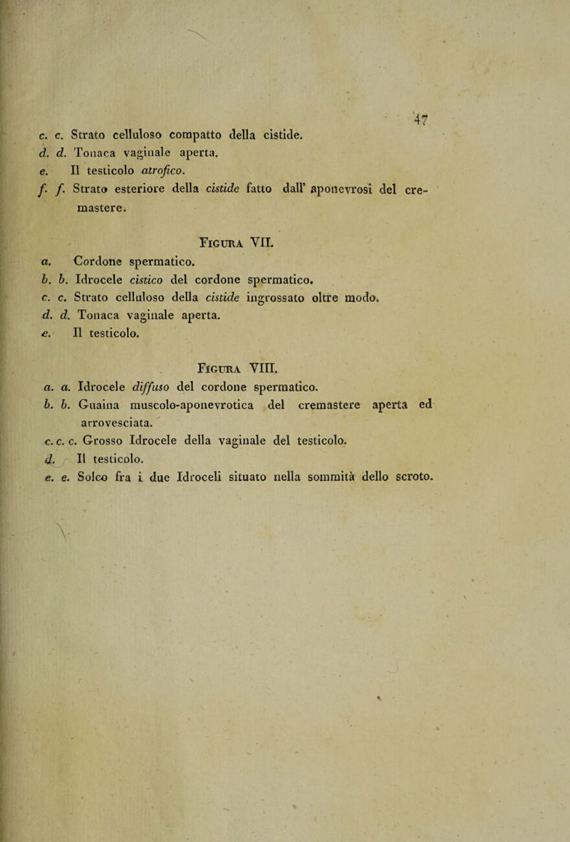 c. c. Strato celluloso compatto della cistide, d. d. Tonaca vaginale aperta. e. Il testicolo atrofico. fi. fi. Strato esteriore della cistide fatto dall’ aponevrosi del ere- mastere. Figura VII. a. Cordone spermatico. b. b. Idrocele cistico del cordone spermatico. c. c. Strato celluloso della cistide ingrossato oltre modo. d. d. Tonaca vaginale aperta. e. Il testicolo. Figura Vili,. a. a. Idrocele diffuso del cordone spermatico. b. b. Guaina muscolo-aponevrotica del cremastere aperta ed arrovesciata. c. c. c. Grosso Idrocele della vaginale del testicolo. d. Il testicolo. e. e. Solco fra i due Idroceli situato nella sommità dello scroto.