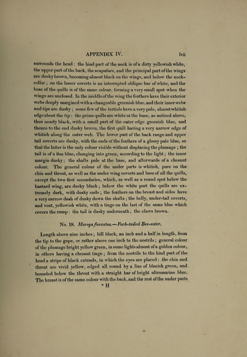 surrounds the head : the hind part of the neck is of a dirty yellowish white, the upper part of the back, the scapulars, and the principal part of the wings are dusky brown, becoming almost black on the wings, and below the neck- collar ; on the lesser coverts is an interrupted oblique bar of white, and the base of the quills is of the same colour, forming a very small spot when the wings are unclosed. In the middle of the wing the feathers have their exterior webs deeply margined with a changeable greenish blue, and their inner webs and tips are dusky ; some few of the tertials have a very pale, almost whitish edgeabout the tip : the prime quills are white at the base, as noticed above, then nearly black, with a small part of the outer edge greenish blue, and thence to the end dusky brown, the first quill having a very narrow edge of whitish along the outer web. The lower part of the back range and upper tail coverts are dusky, with the ends of the feathers of a glossy pale blue, so that the latter is the only colour visible without displacing the plumage ; the tail is of a fine blue, changing into green, according to the light; the inner margin dusky; the shafts pale at the base, and afterwards of a chesnut colour. The general colour of the under parts is whitish, pure on the chin and throat, as well as the under wing coverts and base of all the quills, except the two first secondaries, which, as well as a round spot below the bastard wing, are dusky black; below the white part the quills are ex¬ tremely dark, with dusky ends ; the feathers on the breast and sides have a very narrow dash of dusky down the shafts ; the belly, under-tail coverts, and vent, yellowish white, with a tinge on the last of the same blue which covers the rump : the tail is dusky underneath; the claws brown. No. 18. Meropsfurcatus.—-Fork-tailed Bee-eater. Length above nine inches ; bill black, an inch and a half in length, from the tip to the gape, or rather above one inch to the nostrils ; general colour of the plumage bright yellow green, in some lights almost of a golden colour, in others having a chesnut tinge ; from the nostrils to the hind part of the head a stripe of black extends, in which the eyes are placed: the chin and throat are vivid yellow, edged all round by a line of blueish green, and bounded below the throat with a straight bar of bright ultramarine blue. The breast is of the same colour with the back, and the rest of the under parts * H