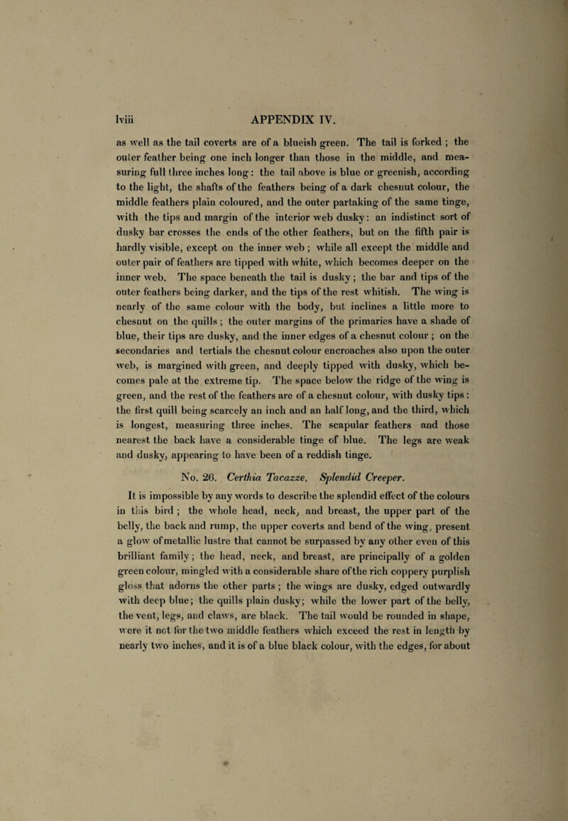 as well as the tail coverts are of a blueish green. The tail is forked ; the ouier feather being one inch longer than those in the middle, and mea¬ suring full three inches long : the tail above is blue or greenish, according to the light, the shafts of the feathers being of a dark chesnut colour, the middle feathers plain coloured, and the outer partaking of the same tinge, with the tips and margin of the interior web dusky: an indistinct sort of dusky bar crosses the ends of the other feathers, but on the fifth pair is hardly visible, except on the inner web ; while all except the middle and outer pair of feathers are tipped with white, which becomes deeper on the inner web. The space beneath the tail is dusky ; the bar and tips of the outer feathers being darker, and the tips of the rest whitish. The wing is nearly of the same colour with the body, but inclines a little more to chesnut on the quills; the outer margins of the primaries have a shade of blue, their tips are dusky, and the inner edges of a chesnut colour ; on the secondaries and tertials the chesnut colour encroaches also upon the outer web, is margined with green, and deeply tipped with dusky, which be¬ comes pale at the extreme tip. The space below the ridge of the wing is green, and the rest of the feathers are of a chesnut colour, w ith dusky tips : the first quill being scarcely an inch and an half long, and the third, which is longest, measuring three inches. The scapular feathers and those nearest the back have a considerable tinge of blue. The legs are weak and dusky, appearing to have been of a reddish tinge. No. 26, Certliia Tacazze. Splendid Creeper. It is impossible by any words to describe the splendid effect of the colours in this bird ; the whole head, neck, and breast, the upper part of the belly, the back and rump, the upper coverts and bend of the wing, present a glowr of metallic lustre that cannot be surpassed by any other even of this brilliant family; the head, neck, and breast, are principally of a golden green colour, mingled with a considerable share ofthe rich coppery purplish gloss that adorns the other parts; the wrings are dusky, edged outwardly with deep blue; the quills plain dusky; while the lower part ofthe belly, the vent, legs, and clawrs, are black. The tail would be rounded in shape, w ere it not for the two middle feathers which exceed the rest in length by nearly two inches, and it is of a blue black colour, with the edges, for about