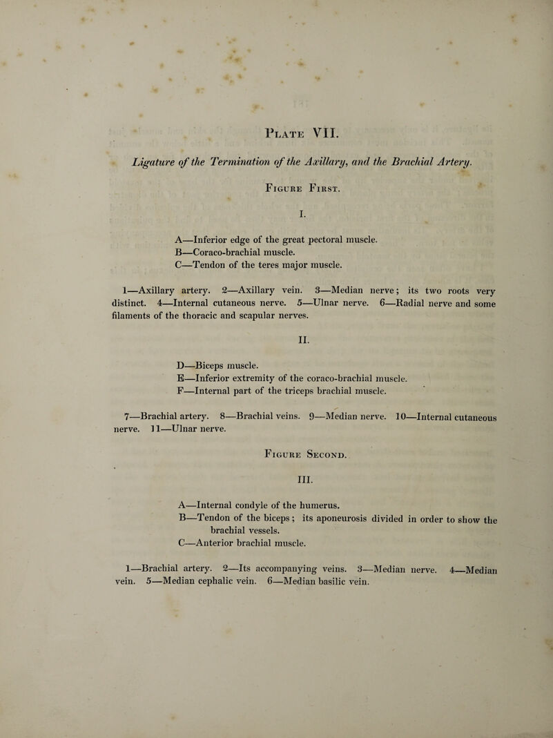 Ligature of the Termination of the Aocillary, and the Brachial Artery. Figure First. I. A—Inferior edge of the great pectoral muscle. B—Coraco-brachial muscle. C—Tendon of the teres major muscle. 1—Axillary artery. 2—Axillary vein. 3—Median nerve ; its two roots very distinct. 4—Internal cutaneous nerve. 5—Ulnar nerve. 6—Radial nerve and some filaments of the thoracic and scapular nerves. II. D—Biceps muscle. B—Inferior extremity of the coraco-brachial muscle. F—Internal part of the triceps brachial muscle. y 7—Brachial artery. 8—Brachial veins. 9—Median nerve. 10—Internal cutaneous nerve. 11—Ulnar nerve. Figure Second. III. A—Internal condyle of the humerus. B—Tendon of the biceps; its aponeurosis divided in order to show the brachial vessels. C—Anterior brachial muscle. 1—Brachial artery. 2—Its accompanying veins. 3—Median nerve. 4 Median vein. 5—Median cephalic vein. 6—Median basilic vein.