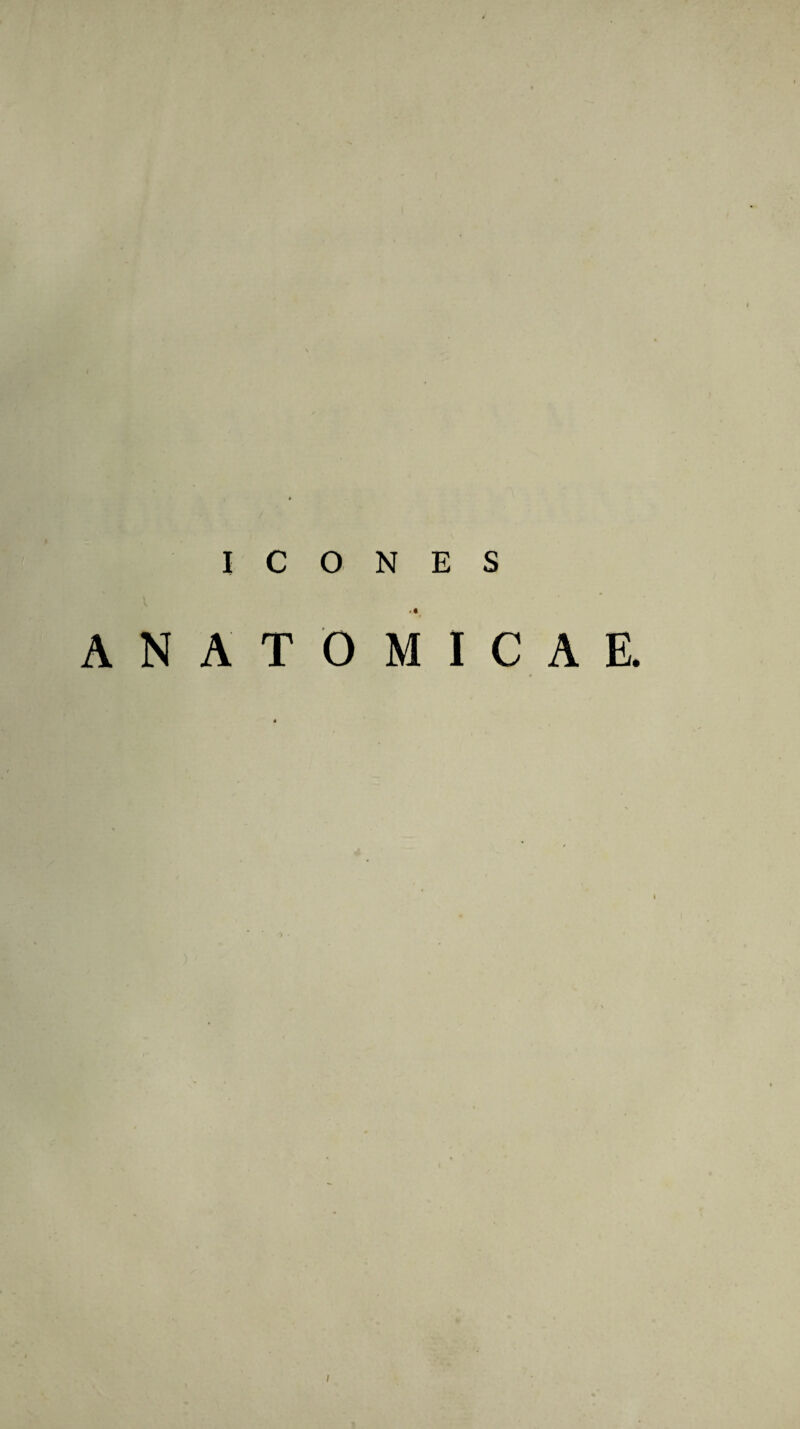 I / ICONES ANATOMICAE. I