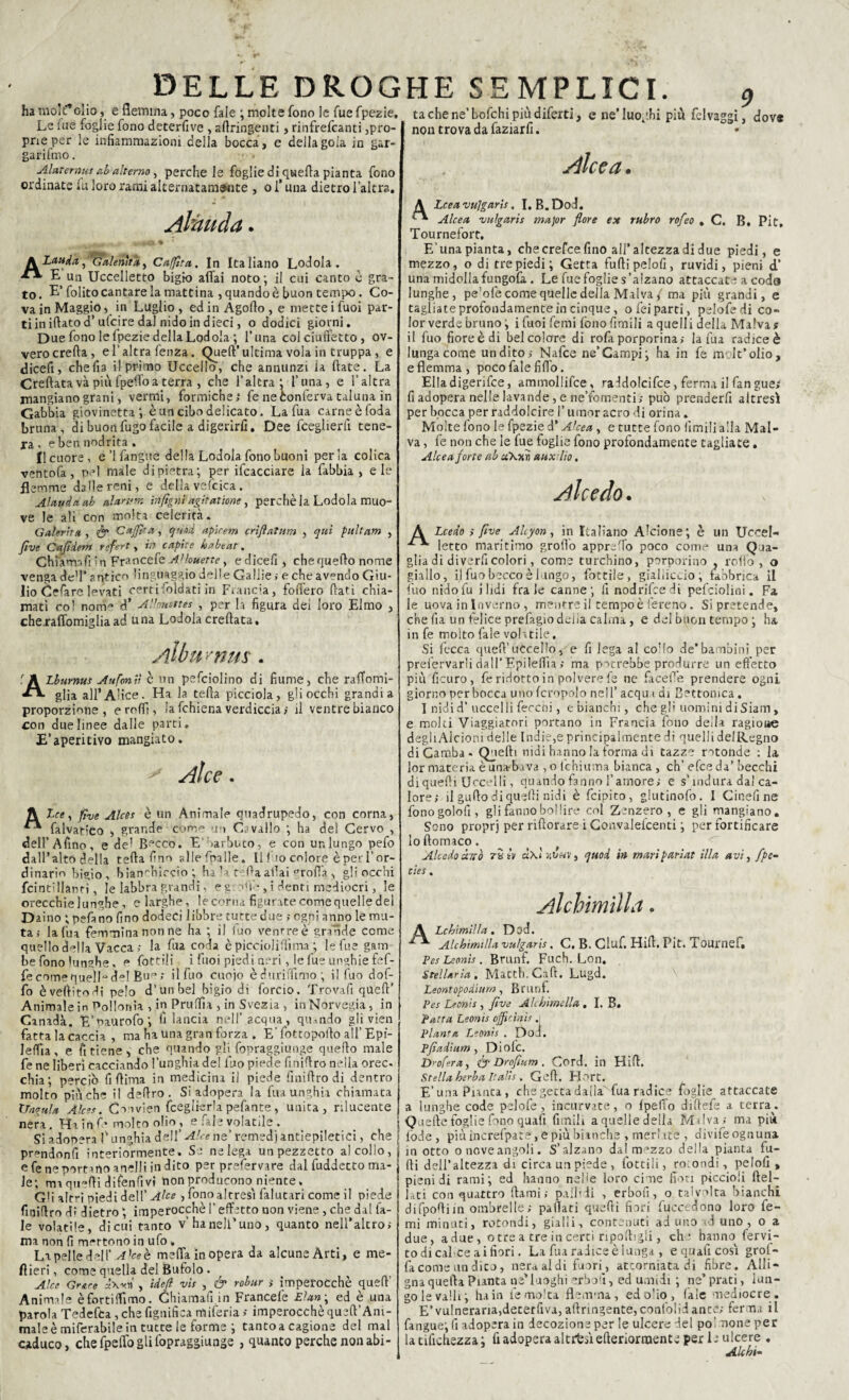 ha mok”olio, e flemma, poco fale ; molte fono le fue fpezie. Le fue foglie fono deterfive , artringenti , rinfrefeanti ,pro- pneper le infiammazioni della bocca, e della gola in gar- garifmo. ■< . Alar erma ab alterno, perche le foglie di quella pianta fono ordinate fu loro rami alternatamente , o l’una dietro l’altra. tachene’bofchipiùdiferti, c ne’luoghi piu felvaggì non trova da faziarfi. Alce a. 9 , dov* Aliwda. jkLa»daì Galenìta, Caffìta, In Italiano Lodola. E un Uccelletto bigio affai noto; il cui canto è gra¬ to. E’folito cantare la mattina , quando è buon tempo. Co¬ va in Maggio, in Luglio , ed in Agollo , e mette i fuoi par¬ ti in illato d’ufcire dal nido in dieci, o dodici giorni. Due fono le fpezie della Lodola ; l’una col ciuffetto, ov¬ vero creila, el’altra fenza. Quell’ ultima vola in truppa, e dicefi, chefia il primo Uccello, che annunzi la Hate. La Creftatavà più fpeffoa terra , che l’altra* l’una, e l’altra mangiano granì, vermi, formiche; fe ne conferva taluna in Gabbia giovinettaè un cibo delicato. La fua carneèfoda bruna, di buon fugo facile a digerirli. Dee fceglierli tene¬ ra , e ben nndrita . Il cuore, e’! fangue della Lodola fono buoni perla colica ventola, pel male dipietra; per ifcacciare la fabbia , eie flemme da He reni, e della vcfcica. Alauda ab nlantrn ìnftgnt agir aliene , perchè la Lodola muo¬ ve le ali con molta celerità. Galerira , <& G affli a, quifi! apirem enfiatura , qui pultam , five Cafidem refert, in c apice ha beat. Chiama fi In Francefe AUouette, e dicefi , che quello nome venga de'l’ antico linguaggio delle Galiie ; e che avendo Giu¬ lio Celare levati certifoldati in Francia, fodero fiati chia¬ mati col noirr d’ Allousttes , per la figura dei loro Elmo , cheraffomigliaad una Lodola crellata. Albmnus. Atburnus Aufonii c un pefciolino di fiume, che raffomi¬ glia all’AHce. Ha la teda picciola, gli occhi grandia proporzione, erotti, la fchiena verdiccia ; il ventre bianco con due linee dalle parti. E’aperitivo mangiato. > Alce. A tee, fiue Alces è un Animale quadrupedo, con corna, ** falvatico , grande come un Cavallo ; ha del Cervo , dell’A fino, e del Becco. E‘barbuto, e con ur. lungo pefo dall’alto della tetta fino al!ernalle. Il fio colore è per l’or¬ dinario bigio, bianchiccio; ha L t rta attai rotta , gli occhi fcintillanti, le labbra grandi, e g off*, i denti mediocri, le orecchie lunghe, e larghe, le corna figurate comequelie del Daino ; pefano fino dodeci libbre tutte due ; ogni anno le mu¬ ta; la fua femmina non ne ha ; il iuo ventre è grande come quello della Vacca ; la fua coda è picciolifllima;; le fue gam be fono lunghe, e fottili i fuoi pied i neri, je fue unghie fef- fecomequelLde! Bua >* ilfuo cuoio èdurittimo; il fuo dof- fo èvettitodi pelo d’un bel bigio di forcio. Trovafi queft' Animale in Pollonìa,,in Pruflìa, in Svezia, in Norvegia, in Canada. E’oaurofo; fi lancia nell’ acqua, quando gli vien fatta la caccia , ma ha una gran forza . E' fottopotto all’ Epi¬ lettica, e fi tiene, che quando gli fopraggiunge quetto male fe ne liberi cacciando l’unghia del fuo piede finittro nella orec. chia; perciò fi ttima in medicina il piede finittro di dentro molto più che il dettro . Si adopera la fua unghia chiamata Ungula Alces. C mi vien fceglierla pefante, unica, rilucente nera. Hai Afe molto olio, e fale volatile . Si adopera l'unghia dell’ Alce ne’ remed) antiepiletici, che prendenti interiormente. Se ne lega un pezzetto al colio, e fe ne portano anelli in dito per prefervare dal fuddecto ma¬ le; ma quatti disenfivi non producono niente. Gli altri piedi dell’ Alce , fono altresì falutari come il piede finittro d-’ dietro *, imperocché l’effetto non viene, che dal la- Ie volatile, di cui tanto v’ha nell’uno, quanto nell’altro; ma non fi mettono in ufo. La pelle dell’ Aleeh meffa in opera da alcune Arti, e me- fìieri, come quella del Bufolo . Alce Grate ù\yìì , idefi vis , & robur >* imperocché queft' Animale èfortiflimo. Ghiamafi in Francefe Élan\ ed è una parola Tedefca , che fignifica miferia > imperocché queft’Ani- maleèmiferabileintuttele forme ; tanto a cagione del mal caduco, che fpeffo gli fopraggiunge , quanto perche non abi- A Lcea vulgarìs. I. B.Dod. Alce a vulgarìs major flore ex rubro rofeo . C. B. Pit, Tournefort, E’una pianta, che crefce fino all’altezza di due piedi, e mezzo, o di tre piedi; Getta furti pelofi, ruvidi, pieni d’ una midolla fungofa. Le fue foglie s’alzano attaccate a coda lunghe, pe’ofe come quelle della Malva/ma più grandi, e tagliate profondamente in cinque, ofei parti, pelofedi co¬ lor verde bruno ; i fuoi femi fono limili a quelli della Malva s il fuo fiore è di bel colore di rofa porporina; la fua radice è lunga come un dito; Nafce ne’Campi; ha in fe m It’olio, e flemma, poco fale fitto. Elladigerifce, ammollifce, raddolcifce, ferma il fan gue; fi adopera nelle lavande, e ne’fomenti; può prenderfi altresì per bocca per raddolcire l’umor acro di orina. Molte fono le fpezie d’Alcea, e tutte fono limili alla Mal¬ va , fe non che le fue foglie fono profondamente tagliate. Alcea forte ab «Xxm mxilio. Alce do. À Lcedo ; five Akyon, in Italiano Alcione; è un Uccel- ^** letto maritimo grotto appretto poco come una Qua- glia di diverfi colori, come turchino, porporino , rotto, o giallo, il fuo becco è lungo, fottile, gialliccio; fabbrica il fuo nido fu ì lidi frale canne; fi nodrifeedi pefciolini. Fa le uova in Inverno , mentre il tempoè fereno. Si pretende, che fia un felice prefagio delia calma, e del buon tempo ; ha in fe molto fale volitile. Si lecca quell’uccello, e fi lega al cotto de’bambini per prefervarli dall’Epilettia ; ma potrebbe produrre un effetto più ficuro, fe ridotto in polvere fe ne facette prendere ogni giorno per bocca uno fcropolo nell’ acqua di Bettonica. I nidi d’ uccelli feccni, e bianchi, che gli uomini di Siam, e molti Viaggiatori portano in Francia fono deila ragione degli Alcioni delle Indie,e principalmente di quelli del Regno diCamba. Quelli nidi hanno la forma di tazze rotonde : la lor materia è unatbava , o ichiuma bianca , eh’ efce da’ becchi di quelli Uccelli, quando fanno l’amore; e s’indura dal ca¬ lore; il gutto di quelli nidi è fcipico, glutinofo. I Ginefi ne fonogolofi, gli fanno boi lire col Zenzero, e gli mangiano. Sono proprj per riftorare i Convaleicenti ; per fortificare lo ftomaco. Alcedo ano zS tv à\l xvnv t quod in mariparlai illa avi, fpe- ties, AÌchimilla. A Lchimìlla. Dod. Alchìmilla vulgarìs, C, B. Ciuf. Hitt. Pit. Tournel. PesLeonìs. Brunf. Fuch. Lon. Stellaria, Mattb. Cali. Lugd. Leontopodiurn , Brunf. Pes Leonìs , five Alchimclla , I. B. Patta Leonis ojficìnìs. Pianta Leonis . Doti. Pfiadìum , Di ole. f>' o(era, & Drofium . Cord, in Hitt. Stella herba Italìs . Geli. Hort. E’una Pianta, che getta dalla fua radice foglie attaccate a lunghe code pelofe , incurvate, o Ipeffo dittefe a terra. Quelle foglie fono quali fimili a quelle della Malva; ma più lòde, piùincrelpare, e più bianche , meri ite , divife ognuna in otto o nove angoli. S’alzano da! mezzo della pianta fu¬ rti dell’altezza di circa un piede , Cottili, ro.ondi, pelofi, pieni di rami; ed hanno nelle loro cime fiori piccioli ftel- lati con quattro Itami ; pallili , erbofi, o talvolta bianchi difpottiin ombrelle; pattati quefti fiori fuccedono loro fe¬ mi minuti, rotondi, gialli, contenuti ad uno ad uno, o a due, adue, otre a tre in certi riportigli, che hanno fervi- to di calce ai fiori. La fua radice è lunga , equaficosì grof- fa come un dico, nera al di fuori, attorniata di fibre. Alli- gna quella Pianta ne'luoghi erboù, ed umidi ; ne’prati, lun¬ go le valli; hain fe molta flemma, edotto, fale mediocre. E’vulneraria,decerfiva, attringente,confoIidance; ferma il fangue; fi adopera in decozione per le ulcere del poi none per iatifichezza; fi adopera altrui efteriorraente per le ulcere . Alchi-