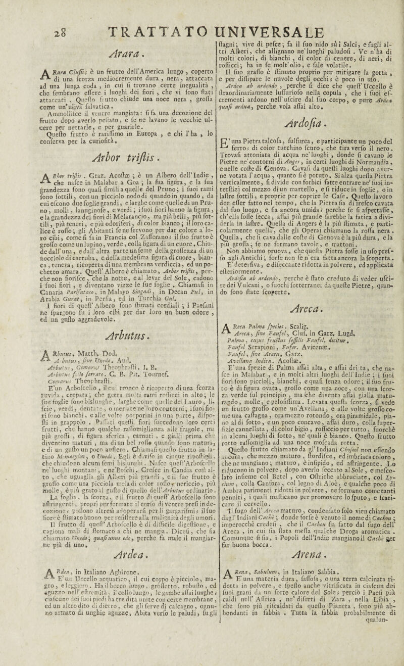 Arara . A Rarrt Clufiì; è un frutto dell’Àmerica lungo , coperto di una fcorza mediocremente dura , nera, attaccata ad una lunga coda , in cui fi trovano certe inegualità , che fembrano edere i luoghi dei fiori , che vi fono dati attaccati . Quello frutto chiude una noce nera , grodà come un*uliva falvatica» Ammollifce j1 ventre mangiata: fifa una decozione del frutto dopo averlo peiiato, e fe ne lavano le vecchie ul¬ cere per nettarle, e per guarirle. Quello frutto è rariffimo in Europa , e chi l’ha , lo conferva per la curiofità, Arbor trijìis . A P.hcr trtflis . Graz. Acoftm ; è un Albero dell’Indie , * *■ che nafce in Malabar a Goa la fua figura, e la iua grandezza fono quafi fimili a quelle del Pruno i i fuoi rami fono fottili, con un picciolo nodo di quando in quando , da cui efcono due foglie grandi, e larghe come quelle di un Pru¬ no , molli, lanuginofe, e verdi; i fuoi fiori hanno la figura, e la grandezza dei fiori di Melarancio, ma più beili, più fot¬ tili, più teneri, e più odoriferi, di color bianco; il loro ca¬ lice è rodo; gli Abitanti iene fervono per dar colore a’lo¬ ro cibi, come fi fa in Francia col Zafferano; ilfuo frutto è grofifo come un lupino, verde, colla figura di un cuore, Chiu¬ de dall’una, e dall’altra parte un feme della grodezza di un nocciolo di carruba, e della medefima figura di cuore , bian¬ ca , teneva, ricoperta di una membrana verdiccia, ed un pò- thetto amara. Quell’ Albero è chiamato, Arbor trìfiìs, per¬ che non fiorifce , chela notte, e a! levar del Sole, cadono à fuoi fiori , e diventano vizze le fue foglie . Chiamali in Canaria Parifataco, in Malayo Sìngadi, in Decan Pul, in Arabia Gurat, in Perfia, ed in Turchia Gul. I fiori di quell’Albero fono filmati cordiali ; i Paefani ne fpargono fu i loro cibi per dar loro un buon odore , ed un gudo aggradevole. Arbatus. A È.butus. Mattk Dod» £*' A butta, five Uncdo. Aud. Ar butta, Cornarti.! Theophradi. I. B. Arbatus folio ferrato. C. B. Pit. Tournef. Comaria Theophrafti. E’un Arbofcelio , i!cu: tronco è ricopeito di una fcorza ruvida, crepata; che getta molti rami rodìcci in alto; le fue fòglie fono bislunghe, larghecome qu< Ile del Lauro , li. foie, verdi, dentate , o merla te ne’ ioro contorni ; i fuoi fio¬ ri fono bianchi, e alle volte porporini in una parte, difpo- fli in grappolo , Pacati quedi fiori fuccedono loro certi frutti, che hanno qualche rartomiglianza ade fragole, ma più grolfi , di figura sferica , carnuti , e gialli prima che diventino maturi , ma di un bel rode quando fono maturi-, e di un gudo un poco afflerò. Chiamafi quello frutto in la¬ tino M'm&cylen, o Unedo. Egli è divifo in cinque riportigli, che chiudono alcuni femi bislunghi. Nafce quell’Arbofcelio ne’luoghi montani, ene’Bofchi. Crefce in Candia cosi al¬ to , che uguaglia gli Alberi più grandi , e il fuo frutto è grclfo come una picciola meladi color rodo-* nericcio, più molle, è piu grato a! gudo di quello del l'Arbutus ordinario. La foglia, la fcorza, eil frutto di qued’ Arbofcelio fono adringenti, propri per fermare il cerio di ventre prefi in de¬ cozione; pollone altresì adoperarli perii gargarifmi; ilfuo fiore è dimatobuono per refidere alla malignità degli umori. Il frutto di qued* Arbofcelio è di difficile digedione, e cagiona mali di domaco a chi ne mangia. Diceli, che fia chiamato Un e do ; quafi urna edo, perche fa male il mangiar¬ ne più dì uno. Aule a , Rdea, in Italiano Àghirone. E’un Uccello acquatico, il cui corpo è picciolo, ma¬ gro, eleggiero. Ha il becco lungo, grortètto, robudo , ed aguzzo nell’edremità, i! collo lungo, le gambe affai lunghe ; cialcuno dei fuoi piedi ha tre dita unite con certe membrane , ed un altro dito didietro, che gli ferve di calcagno, ognu¬ no armato di unghie aguzze» Abita vedo le paludi, fogli dagni; vive di pefee ; fa il fuo nido sui Salci, e fogli al¬ tri Alberi, che allignano ne’luoghi paludofi . Ve n’ha di molti colori, di bianchi , di color di cenere, di neri, di rodìcci; ha in fe molt’olio, e fale volatile. Il fuo grado è rtimato proprio per mitigare la gotta , e per diffipare le nuvole degli occhi; è poco in ufo. Ardea ab ardendo , perche fi dice che qued’ Uccello è draordinariamente lurturiofo nella copula , che i fuoi ef- crementi ardono neli’ufcire dal fuo corpo, o purè Ardea quafi ardua, perche vola adai alto. C7'una Pietra talcofa, folfurea, eparticipante un poco del ferro; di color turchino feuro, che tiraverfo il nero. Trovafi attoniata di acqua ne’luoghi , donde fi cavano le Pietre ne’contorni di Angesy incerti luoghi di Normandia, e nelle code di Genova. Cavafi da quedi luoghi dopo aver¬ ne votata l’acqua, quanto fi è potuto. Si alza quella Pietra verticalmente, fi divide con forbici fatte entrare ne’fuoi in- terdizj col mezzo di un martello, e fi riduce in foglie, oin ladre fottili, e proprie per coprire le Gafe. Quello lavoro dee erter fatto nel tempo, chela Pietra fia di frefeo cavata dal foo luogo, e fia ancora umida; perche fe fi afpettade, ch’ella forte fecca , adai più grande farebbe la fatica a divi¬ derla in ladre. Quella di Angers è la più dimata, e parti¬ colarmente quella, che gli Operai chiamano la roda nera . Quella, che fi cava dalle code di Genova è la più dura , eia più grodà; fe ne formano tavole, e mattoni. Non abbiamo pruova , che queda Pietra forte inufopref- fo agli Antichi; forfè non fen’era fatta ancora lafcoperta. E'deterfiva, e difeccante ridotta in polvere , ed applicata ederiormente. Ardcfia ab ardendo, perche è dato creduto di veder ufei- re dei Vulcani, o fuochi fotterranei da quede Pietre, quan¬ do fono date feoperte. Areca • A Reca Palme, fpecìes. Scalig. Areca, five Faufel y Ciuf, in Garz. Lugd, Palma, cujia fruclus fejfilis Faufel. dicitur. Paufel Serapioni, Pnfer. Avicenae. Faufel, five Areca. Garz. Avellana Indica. Acodae. E’una fpezie di Palma affai alta, e affai dri ta, che na~ fee in Malabar , e in molti altri luoghi dell’Indie ; i fooi fiorifono piccioli, bianchi, e quafi lenza odore; il fuo frit¬ to è di figura ovata, grofi’o come una noce, con una fcor¬ za verde fui principio , ma 'che diventa adai gialla matu¬ rando, molle, e pelofirtìma. Levata queda fcorza, fi vede un frutto groffo come un’Avellana, e alle volte grodoco¬ me una caftagna, ora mezzo rotondo, ora piramidale, pia¬ no aldi fotto, e un poco concavo, affai duro, colla fuper- fizie cannellata , di color bigio , rodìccio per tutto, fuorché in alcuni luoghi di fotto, ne’quali è bianco. Quello frutto rotto radbmigiia ad una noce mofeada rotta. Querto frutto chiamato da gl’indiani Cbofool non elfendo ancora, che mezzo maturo, dordifee, ed .imbriaca coloro , che ne mangiano ; maturo, èinfipido, ed adringente. Lo riducono in polvere, dopo averlo feccato al Sole, c mefeo- lato infieme col Betel , con Odriche abbruciate, col Ly- cium, colla Cantora, col legno di Aloè, e qualche poco di Ambra parimenti ridotti in polvere , ne formano come tanti perniiti, i quali marticano per promovere lofputo, e fcari- ’care il cervello. Il fugo dell’ Anca maturo , condenfato folo vien chiamato dagl’ Indiani Cache ; dondeforfeè venutoli nome di Cachou ; imperocché credei! , che il Cachou fia fatto dal fugo delL Areca , in cui fia data meda qualche Droga aromatica . Comunque fida, i Popoli deli’Indie mangianoil Cache &er far buona bocca. Arena. Rena, Sabulum5 in Italiano Sabbia. E’una materia dura, fi db fa , o una terra calcinata ri¬ dotta in polvere , e fpefio anche vitrificata in ciafcun dei fuoi grani da un forte calore del Sole; perciò i Paefi più caldi nell’ Affrica , ne’ diferti di Zara , nella Libia , che fono più rifcaldati da quello Pianeta , fono più ab¬ bondanti in fabbia . Tutta la fabbia probabilmente di qual un-