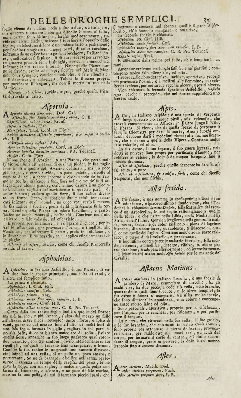 I “ ** fo«He efcono da ciafcun nodo a due adue, oatre a tre, o i quattro a quattro , non già difpofte intorno al furto, ma a parte: fono bislunghe, larghe mediocremente , ru¬ vide con alcuni fiutili ‘ nalcono i fuoi fiori al. opporto delle foglie ; ciafcheduno’di loro e un imbuto fatto a padiglione, per l’ordinario tagliato in cinque parti, di color turchino, fortenuto da un calice fatto a guila di bicchiere, Partito il fio¬ re, quello calice fi fa piano, lì dilata, e ferve per ravvolge¬ re quattro piccioli lemi bislunghi > nericci , ammucchiati infieme; la fua radice è Cottile : Nafce quella Pianta lun¬ go le firade, prefio alle fiepi; fiorifce nel Mefe di Mag¬ gio, o di Giugno ; contiene mole’olio , e fale elìenziale E’deterfiva , e vulneraria per purificare il fangue ; ma Medicina « Afperugo, ab afpero, ruvido, afpro, perche quella Pian¬ ta è ruvida al tatto. , quell’è il pane d\As- e nutritivo. Taluni la fumano propria non fi mette in ufo nella fi mettono a cuocere nel forno fodillo, eh*è buono a mangiare, La feconda fpezie è chiamata Afphoddus SS. Ciuf. Hift, Afphodelus caule fìmpltoi. C;5ef. Afphodelus m-tjor , flore albo, non, ramofus. I. I>. Afphodelus albas non ramofus. C, B. Pie. Tournel, Haflula regìa. Traf. E’differente dalia prima pel furto, eh’e fempliceL ..za rami. . Amenduecrefcono ne’luoghi faflofi, e ne’giardini ; con¬ tengono molto fale elìenziale , ed olio. Leìororadicifonodecerfive, incifive, aperiti ve , proprie per provocare l’orina, e i mcftrui alle Femmine, per refi- fiere al veleno, per nettare le vecchie ulcere, e per rìfol vere. Vien chiamata la feconda fpezie di Asfodillo , Haflula regia, perche fi pretende, che nel fiorire rapprefenti uno Afperula. A Spenda odorata flore albo , Dcd, Gai. Afperula , Jìve Rnbec'a m nana, odora , G< B» Caprifolìum, i>el St ilarla . Bri’n fi Hepatica Stellata. Tab. Matrìfylva. Trag. Cord, in Diofc. Rubini accendens Af per ala quibufdnm, fi ve hepatica Stella¬ ri!. I. B. Afpergula odora nojìrat. Adv, Aparine Sylvefris quaderni, Cord, in Diofc. Aparine lofi folta hwni'ìor montana , Pit, Tournef» Alyffos . Gefn. Hort. 17 una fpe/ ie d’A parine, o una Pianta, che getta mol¬ ti*! ic o’i furti all’altezza di quali uri piede; le fue foglie foni fimiii a quello dell’ Aparine ordinaria ; ma un poco più }-ahe , e meno ruvide, un poco pelcfe , difpofie al r»tun ro di fei, o ''ette intorno a ciafcun nodo de'furti co¬ me ..i S.dla cleono [ fuoi fiori nelle cime de’furti at- taccap ad alcuni gambi; cìafcheduno diloro è un piccio¬ lo bicchiere tagliato ordinariamente in quattro parti, di color bianco; caduto quello fiore, il fuo calice diven¬ ta un frutto fecco, e contiene due piccioli femi attac¬ cati inGeme, quafi rotondi, un poco voti verfoil mezzo; la fua radice lottile, piena di fili; llriiciante fulla fer¬ ia. Rende quella Pianta un odore foa vidimo , e grato . Nafce ne luoghi montani , ne’hofchi . Contiene mole’olio efalcato, e iaie volatile, ed elìenziale. E-’propria per fortificare, e rallegrare il cuore ; per le¬ var le ortruzicuiper provocare l’orina, e i meftrui alle femmine , per affrettare il parto , prefa in infufione , o in decozione. E’ vulneraria, le fi applica efteriormentefili¬ le piaghe. A [perula ab aJperoy ruvido, com« chi diceffe Pianterella rsvid* al tatto. Afphodelus. Afpis. ASpis , in Italiano Afpido : è una fpezie di Serpente lungo quattro , o cinque piedi , affai velenoso , che trovafi comunemente in Affrica, in Egitto lungo il Nilo» in Ifpagna. Si tiene, che di quella fpezie di Serpente fi fervi fife Cleopatra per darfi la morte, Ama i luoghi om¬ bro fi : debhono darfi i medefimi rimedj alla fua morficatu- ra, che lì danno a quella della Vipera *- Contiene molto fale volatile, ed olio, ... La fua carne, il fuo fegato, il fuo cuore feccati, e ri¬ dotti in polvere fono proprj per purificare ilfangue, per re filiere al veleno ; la dofe è da mezzo fcropolo fino a mezza dramma. , . ,n r Afpis ab afpiciendo, perche quelto ferpenteha la Villa al- faj acuta, o pure „ ■Afpis ab & privativo, Ó* , Jtbilp 5 COIQC chi QlCCml Serpente, che non fifehia, Afa feetida. A Sfa feetida» è una gomma in graffi pef zi giallicci di uir odor forte, efpiacevoliffìmo : donde viene, che iTe- defehi la chiamano Stercus Diaboli < Ella featurifee dal tron¬ co d’un Arboscello, le cui foglie rafl’omigliano a quelle della Ruta, e che nafee nella Libia, nella Media, nella Siria, e nell* Indie. Gonvien fcegliere quella gomma in mal¬ fa, netta, fecca, e di color gialliccio , piena di lagrime bianche, di un odor forte, puzzolente, e fpiacevole, qua¬ fi come quello dell’aglio. Contiene molt’olio in parte efal- tato, e pieno di fai volatile, e penetrante. E’buonifiìma contra tutte le malattie ifteriche; Ella inci¬ de, attenua, ammollifce, deterge, rifolve, fa ufeire per trafpirazione ; fi adopera efteriormente, ed intervriormente, ì Manilcalchi ufano molt'Affa foettda per le malattie de Cavalli, ' A Sphodelus, in Italiano Asfodillo; è una Pianta, di cui due fono le fpezie principali , una tolta di rami , e l’altra col femplice furto. La prima è chiamata Afphodelus. I. Ciuf Hiff. Afphodelus ramofus. Lob. Afphodelus pritntts . Ang. Afphodelus major flore albo, ramofus, I. B. Afphodelus major, Ciuf. Hiff. Afphodelus albus ramofus mas. C. B. Pit. Tournef. Getta dalla fua radice foglie limili a quelle del Porro ; ma più lunghe, e più ffretee , s’alza dal mezzo un furto *IÌ’ altezza di tre piedi, rotondo; unito, forte, e folto di rami, guernico dal mezzo fino all’alto di molti fiori di una fola foglia formata in giglio , tagliata in fei parti fi¬ no alla bafe, di color bianco mefcoìato di rodo . Paffato quella fiore, apparifee in fuo luogo un frutto quafi roton¬ do, carnuto, con tre cantoni, divifo interiormente in tre riponigli , ne’quali fi trovano femi triangolari, e bruni . Confiffe la fua radice in ungrandiflìmo numero dinavon- cini fofpefi ad una tefta 8 di un gufto un poco amaro, e penetrante . Se ne fa bagnare, ebollire nell’acqua perle- trarne l’agrezza in tempo della careftia del pane ; fe ne cava la polpa con un vaglio; fi mefcola quella polpa con farina di frumento, o d’orzo, e un poco di fale marino, e fe ne fa una palla, di cui fi formano piccioli pani 3 che Aflacus Marìnus. A Stacus Marìnus > in Italiano Locuffa , e una fpezie di gambero di Mare, tempeftato di macchie , ha gli occhi vivi; ha due picciole code alla tefta, otto branche, quattro delie quali fono forcute , e le altre femplici; la fua carne è buona & mangiare , Ve n ha molte fpezie, che fono diferenti in grandezza, e in colore *• contengo¬ no tutte molto fale; ed olio. Sono pettorali , aperitivo , proprie per la tifichezza 9 per l’afima, per li cancheri, per riftorare , e per purifi¬ care il fangue. n .. r ^. La pietra, che ritrovafi nella fua tefta, il iuo guido, e le fue branche , che chiamanti in latino Chela Cancri , fono proprie per attenuare la pietra defereni, provoca¬ re l’orina, per raddolcire gli umori acri , ed acidi del corpo, per fermare il corfo di ventre , e’1 nullo abbon¬ dante di fangue , prefe in polvere ; la dofe è da mezzo fcropolo fino a mezza dramma. Ajler . A Ster Atticus. Matth. Dod. Afler Atticus purpurea!. Fuch. Afler Attuti! purpureo fiore a I, B, | After