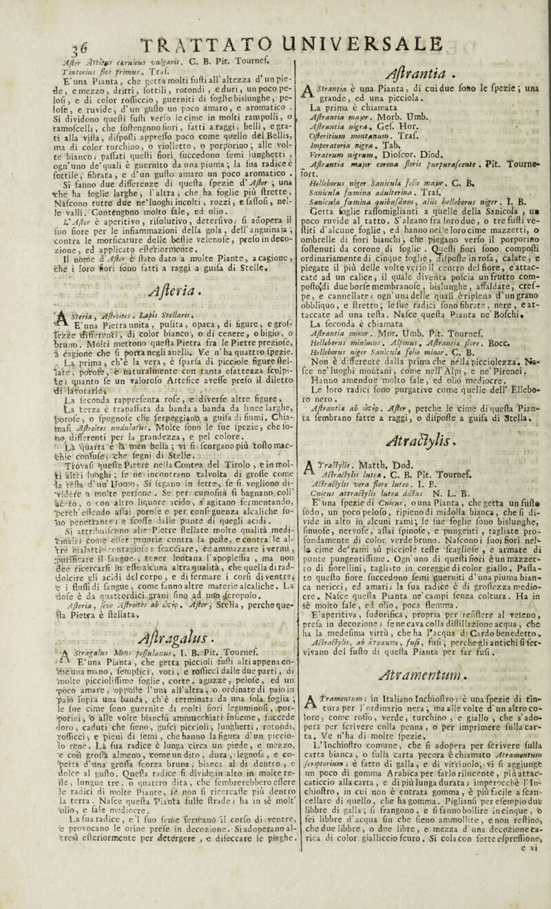 After Àttitys c&ru/eus vtilgaris. C. B. Pit. l ournef. Tintorius fini frtWus. Traf. E’una Pianta, che getta molti furti all altezza d un pie¬ de, e mezzo , dritti, lottili, rotondi , e duri, un poco pe- lofi, e di color rortìccio , guerniti di foglie bislunghe, pe- lofe, e ruvide, d’un gUrtó un poco amaro, e aromatico . Si dividono quelli furti verfo le cime in molti rampolli, o ramofcelli, che fòrtengono hori, fatti a raggi, belli, e gra¬ ti alla villa, difporti appretto poco come quello del Bellis, ma di color turchino, o yiolletto, o porporino ; alle vol¬ te bianco; partati quelli fiori, fuccedono femi lunghetti , ogn’uno de’quali è guernito da una piuma; la fua radiceè fiottile, fibrata, e d’un gurto amaro un poco aromatico . Si fanno due differenze di quella fpezie d'After ; una «che ha foglie larghe, l’altra; che ha foglie più Grette k Nàfcono tutte due ne’luoghiincolti, rozzi, efartofi, nel¬ le valli. Contengono molto fiale, ed olio. L’After è aperitivo, rifolutivo, deterfivo.- fi adopera il fino fiore per le infiammazioni della gola, dell’anguinaia ; contra le morlicature delle bèrtie velenofe, prefo indeco- zione, ed applicato efleViormente. Il nome d'After è fiato dato a molte Piante, a cagione, che i loro fiori fono latti a raggi a guifa di Stelle, Afteria. Sberla, Aftroites. Lapis Stellane „ E’una Pietra unita, pulita, opaca, di figure , e grof- feZZe differenti, di Color bianco, o di cenere, o bigio, 0 bruno. Molti mettono querta Pietra fra le Pietre preziofe, h cagione che <ì porta negli anelli. Ve n’ ha quattro Ipezie. , La prima, ch’è la vera, è fparla di picciole figure fid¬ iate i pofofe, e naturalmente con tanta efattezza fcolpi- te; quanto fe un valorofo Artefice avclfe prefo il diletto di lavorarle* La feconda rapprefenta rofe, e diverfe altre figure . La terza è trapalata da banda a banda da linee larghe, fiiorofe; 0 fpugnole che ferpeggianO a guila di fiumi. Chia- tnafi Aftroites undulatus. Molte fono le fue ipezie, che lo-. ho differenti per la grandezza, e pel colore LA 'quarta e fe tnen bella ; vi fi feorganopiù torto mac¬ chie confu fe ; che fegni di Stelle. Trovali quelle Pietre nella Contea del Tirolo , e in mol¬ ti altri lunghi ; fe ne incontrano talvolta di grolle come L Vèrta f un Uomo, Si legano in lette1, fe fi vogliono di- 'videfe a molte pedone . Se per cunoficà fi bagnano coll’ feèeto, 0 con altro liquore acid»©-, s’agitano fermentando, ■perdi’ emendo aliai porole e per confi guenza alcaliche fo¬ nò penetrante'; e feoffe dalle punte di quegli acidi. Si attribnilcono alle Pietre Udiate molte qualità medi¬ cinali; come éflèr- pròprie contra la pelle, econtra le al¬ tre malattia ccntagiofe ; ficacciare, ed ammazzare i vermi, •purificare il fangue-, tener lontana l’apoplelfia , ma non dee ricercarli in erte alcuna altra qualità , che quella di rad¬ dolcire gli acidi dd corpo, e di fermare i cori! di ventre, i flulfidi fangue, come fanno altre materie alcaliche. La ■dofe è da quattordici grani fino ad tufo Tcropolo. Afteria, five Aftroites ab clgùp , After, Stella, perche que¬ lla Pietra è ftelfeta, Ajlragalus. -A Stragalus 'Mo'hs pefjulanus. I. B. Pit. Tournef. * ; E’una Pianta, che getta piccioli furti alti appena co¬ orte una mano, femplici, voti, e rofiicci dalle due parti., di molte piccioliffime foglie, corte, aguzze, pelofe, ed un qiòco amare, opp'ofle l’una all’altra, o ordinate di paio in paiò Topra una banda, ch’è terminata da una fola foglia ; le lue cime fono guernite di molti fiori leguminofi , por¬ porini’, 'o alle volte bianchi ammucchiati inlìeme, fuccòde doro, caduti che fieno, gufei piccioli, lunghetti, rotondi, rofiicci, e pieni di lenii, che hanno la figura d’un piccio¬ lo rene. Là fua radice è lunga circa un piede, e mezzo, e così groife almeno, come un dito , dura, legnofa , e co¬ perta d’Una grolla feorza bruna , bianca al di dentro , e dolce al gurto. Querta radice fi dividerti alto in molte te¬ de, lungue tre, o quattro dita, che fembrerebberoedere le radici di molte Piante, fè non li ricercarte più dentro la terra. Nafce quella Pianta fui le llrade; ha in sè molt’ olio, e fale mediocre. La fua radice, e 1 fuo ferne fermano il corfo di ventre, e provocano le orine prede in decozione. Si adoperano al¬ tresì elleriormente per detergere , e difeccare le piaghe. Aftrantia . A Stranita è una Pianta, di cui due fono le fpezie*, una grande, ed una picciola. La prima è chiamata Aftrantia major. Morb. Ifmb. Aftrantia nigra, Gef. Hor. Ofteritium montanum. Traf. Imperatoria nigra . Tab. Veratrum nìgrum % Diofcor. Diod. Aftrantia major corona fiorii purpurafeente , PiL ToUttlS* fort. Helleborus niger SanìcuU folio major. C, B» Sanicela fetmina adulterina . Tra f. Sani cala famina qttìbufd-am, aliis helleborus niger. I. B. Getta foglie raflomiglianti a quelle della Sanicola , un poco ruvide al tatto. S’alzano Ira loro due, o tre furti ve¬ diti d’alcune foglie, ed hanno nel'e lorocime mazzetti, o ombrelle di fiori bianchi, che piegano verfo il porporino follenuti da corone di foglie . Quelli fiori fono comporti ordinariamente di ciriqpe foglie, difpofte in rofa, calate , e piegate il più delle volte v^rfo il centro del fiore, e attac¬ cato ad un calice, il quale diventa poicia un frutto com- pollojdi due borfe membra nofe , bislunghe, affaldate, cref- pe, e cannellate; ogn’ una delle quali è ripiena d’un grano obbliquo, e llretto; le fue radici fono fibrate, nere, ©at¬ taccate ad una tella. Nafce quella Pianta ne’Bofchi* La feconda è chiamata Aftrantia minor. Mor. Umb. Pit. Tournef. Helleborus minimìis, Alptnus. Aftrantia fiore. BoCC. Helleborus niger SanicuU folio minor. C. B. Non è differente dalla prima che nella picciolezza. Na¬ fce ne’luoghi montani, come nell’Alpi, e ne’ Pirenei. Hanno amendue molto fale, ed olio mediocre. Le loro radici fono purgative come quelle dell’ Ellebo¬ ro nero. Aftrantia ab àgrp. After, perche le cime di quella Pian¬ ta fembrano fatte a raggi, o difporte a guifa di Stella, AtraBylis. tra&yìit. Matti). E)od. Atira&ylis lutea. C. B. Pit. Tournef. ABraByhs vera flore luteo. I. B. Cnieus attraBylìs lutea diBus N. L. B. E’una fpezie di Cnieus, o una Pianta, che getta un fufi® fodo, un pocopelofo, ripieno di midolla bianca, che fi di¬ vide in alto in alcuni rami; le fue foglie fono bislunghe, finuofe, nervofe, aliai fpinofe, e pungenti , tagliate pro¬ fondamente di color verde bruno. Nafconoi fuoi fiori nel¬ la cime de* rami sù picciole tefle fcagliofe , e armate di punte pungentirtime. Ogn’uno di quelli fiori è un mazzet¬ to di fiorellini, tagliato in coreggie di color giallo. Patta - to quello fiore fuccedono femi guerniti d’una piuma bian¬ ca nericci, ed amari; la fua radice è di grolìezza medio¬ cre, Nafce quella Pianta ne’campi fenza coltura. Ha in sè molto fale, ed olio, poca flemma. E’aperitiva, fudorifrea, propria per refirtere al veleno, prefa in decozione; fe ne cava colla dirtillazione acqua , che ha la medefitna virtù, che ha l’acqua di Cardo benedetto. ABraBylis, ab xTpuxvn , fufi, fufi; perche gli antichi fi fer¬ vi va no del furto di quella Pianta per far fufi. Atramenìum. A tramemum ; in Italiano Inchiollro ; è una fpezie di tin- tura per l’ordinario nera; ma alle volte d’un altro co¬ lore , come rollo, verde, turchino , e giallo , che s’ado¬ peri per fcrivere colla penna, o per imprimere filila car¬ ta, Ve n’ha di molte fpezie. L’Inchiollro comune , che fi adopera per fcrivere fulla carta bianca, o filila carta pecora è chiamato Atramentum feuptorium ; è fatto di galla, e di vitriuolo; vi fi aggiungi un poco di gomma Arabica per farlo rilucente, più attac¬ caticcio alla carta, e di più lunga durata ; imperocché l’In- chiollro, in cui non è entrata gomma, è più facile a Can¬ cellare di quello, che ha gomma. Piglianfi per efempiodue libbre di galla; fi frangono, e fi fannohollire incinque, ò fei libbre d’acqua fin che fieno ammollite, e non reftino, che due libbre, 0 due libre, e mezza duna decozioneca¬ rica di color gialliccio feuro. Si colacon forteefprertìone, e vi