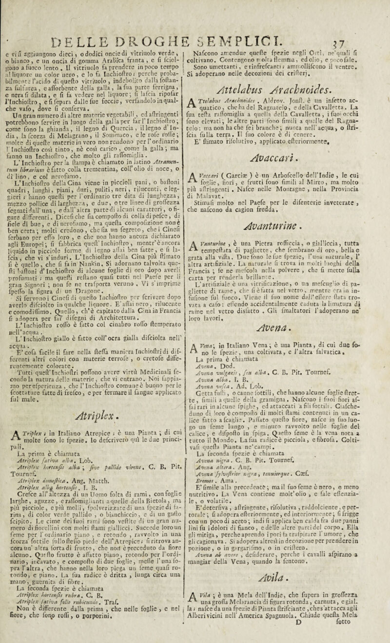 e vili aggiungono dieci) ododici onciedi vitriuolo verde, o bianco , e un oncia di gomma Arabica franta , e fi {dol¬ gono a fuoco lento . li vitriuolo fa prendere in poco tempo a! liquore un color nero, e lo fa Inchiofiro; perche proba¬ bilmente l’acido di quello vitriuolo, indebolito dalla foftan- za fui fu rea , eafforbente della galla, la fua parte ferrigna, c nera fi dilata, e fi fa vedere nel liquore; fi lafcia ripolar rinchioftro , efifep ira dalle fue feccie, verfandolo in qual¬ che vafo, dove fi conferva. U n gran numero di altre materie vegetabili, ed afiringenti potrebbono fervire in luogo della gal la per lari Inchiofiro; come fono la ghianda, il legno di Quercia, il legno d In¬ dia, la fcorza di Melagrano, il Sommaco, eie roie rolle; molte di quelle materie in vero non rendono peri ordinario 1 Inchiofiro cosi tinto, nè così carico , come la galla; ma fanno un Inchiofiro, che molto gli ralfomiglia. L‘ Inchiofiro perla (lampa è chiamato in latino Atramen- tum lìbrarìum è fatto colla trementina, coll’olio di noce, o di lino, e col nerofumo. L* Inchiofiro della Cina viene in piccioli pani, o bafioni quadri, lunghi, piani, duri, puliti, neri, rilucenti, e leg¬ gieri ; hanno quelli per l’ordinario tre dita di lunghezza, mezzo pollice di larghezza, e due, otre lineedi grolfezza fegnati dall* una, edall’alcra parte di alcuni caratteri, o fi¬ gure differenti. Dicefi che fia comporto di colla di pefce , di itele di bue, e di nerofumo, ma quella compofizione none ben certa; molti credono, che fia un fegreto, che i Cinefi ferbano per elfo loro , e che uon hanno ancora dichiarato agli Europei; fi fabbrica quell’Inchiofiro , mentr’èancora liquido in picciole forme di legno aliai ben fatte, e fi la¬ fcia, che vi s’induri. L'Inchiofiro della Cina più (limato fi è quello, che fi fa in Nankin. Si adornano talvolta que¬ lli bafioni d’Inchiofiro di alcune foglie di oro dopo averli profumati ; ma quelli reftano quali tutti nel Paefe per li gran Signori ; non fe ne trafporta veruno . Vi s’imprime fpelfo la figura dì un Dragone. Si fervono i Cinefidi quello Inchiofiro per fcrivere dopo averlo difciolto inqualche liquore. E’affainero, rilucente e comodiamo. Quello, eh’è capitato dalla Cinà in Francia fi adopera per far difegni di Architettura. L’Inchiofiro rollo è fatto col cinabro rodo fiemperato nell’acqua . L’Inchiofiro giallo è fitto coll’ocra gialla difciolta nell’ acqua . E’cofa facile il fare nella fiefia maniera Inchioftri di dif¬ ferenti altri colori con materie terrolè , o cretofe diffe¬ rentemente colorate. Tutti quell’Inchiofiri poffono avere virtù Medicinali fe¬ condo la natura delle materie, che vi entrano. Noi lappia¬ mo per efperienza , che l’Inchiofiro comune è buono perle feottature fatte di frefeo, e per fermare il fangue applicato fui male. Il Atrìplex. A Trìplex i in Italiano Atrepice ; è una Pianta ; di cui * ^ molte fono le lpezie. lo deferiverò qui le due princi¬ pali. La prima è chiamata Atrìplex fativa alba, Lob. Atrìplex hortenjìs alba \ Jìve pallide vlrens, C. B. Pit. Tournef. Atrìplex domejlka. Ang. Mattll. Atrìplex albfy hortenjìs. I. B. Crefce all’altezza di un Uomo folta di rami, con foglie larghe, aguzze, e raffomiglianti a quelle della Bietola , ma più picciole, e più molli, fpolverizzate di una fpeziedi fa¬ rina, di color verde pallido , o bianchiccio, e di un gufio feipito. Le cime dei luoi rami fono veftite di un gran nu¬ mero di.fiorellini con molti (lami giallicci. Succede loro un feme per l’ordinario piano , e rotondo , ravvolto in una fcorza fiottile fullo fieno piede delTAtrepice; lì ritrova an¬ cora un’ altra torta di frutto, che noti è preceduto da fiore alcuno. Quello frutto è affatto piano, rotondo per l’ordi¬ nario, incavato, e comporto di due foglie, mefie ì’unafo- pra l'altra, che hanno nella loro piega un lerne quafi ro¬ tondo, e piano. La lua radice è dritta , lunga circa una mano, guernita di fibre. La feconda fpezie è chiamata Atrìplex hortenjìs rubra. C. B. Atrìplex Pativa folio rubiclindo . Traf. Non è differente dalla prima , che nelle foglie , e nel fiore, che foi\o roffi, o porporini. Nafcono amendue quelle fpezie negli Otti, ne’quali fi coltivano. Contengono n otta flemma, ed olio, e p^cofiale* Sono umettanti, e rinfrefcanti » ammollifcono il ventre. Si adoperano nelle decozioni dei crifierj. Aitelabus Arachnoides. A Ttelabns Arachnoides . Aldrov. Jonfi. è Un infetto ac- quatico, che ha del Ragliatelo, e della Cavalletta. La fua teda rafiomiglia a quella della Cavalletta, i fuo> occhi fono elevati; le altre parti lono fimili a quelle del Regna¬ telo: ma non ha che fei branche; nuota nell’acqua, o ffri- feia fu Ila terra. Il fuo colore è di cenere. E’(limato rilolutivo, applicato, efteriorrnente, Av ac cari. A Vaccarì ( Garcise ) è un Arbofceflo dell’ Indie , le cui **■ foglie, fiori, e frutti fono firmili al Mirto, ma molto più afiringenti . Nafce nelle Montagne , nella Provincia di Malavat. Stimali molto nel Paefe per le difenterie inveterate , che nafcono da cagion fredda. A Vantatine , è tempeftata di Av anturi ne. una Pietra rofficcia, o gialliccia, tutta pagliette, che fembrano di oro, bella e grata alla villa. Due fono le fue fpezie, l’una naturale, I’ altra artifiziale. La naturale fi trova in molti luoghi della Francia ; le ne mefcola nella polvere , che fi mette fulla carta per renderla brillante. . L’artifiziale è una vitrificazione, o un mefcug'io di pa¬ gliette di rame, che fi è fatta nel vetro, mentre era in ìn- fullone fui fuoco. Viene il fuo nome dalì’elìere fiata tro¬ vata a cafo : effendo accidentalmente caduta la limatura di rame nel vetro disfatto . Gli {maltatori l’adoperano ne* loro lavori. Avena. AVena, in Italiano Vena; è una Pianta, dì cui due fio» no le fpezie, una coltivata, e l’altra falvatica» La prima è chiamata Avena. Dod. Avena vulgatis, feu alba. C. B. Pit, Tournef, Avena alba. I. B. Avena vefea . Ad, Lob. Getta filili, o canne lottili, che hanno alcune foglie ffret- te, fimili a quelle della gramigna. Nafcono i fiuoi fiori af¬ fai rari in alcune fpìghe, ed attaccati a fili fottili. Giafche- duno di loro è comporto di molti (lami contenuti in un ca¬ lice fatto afeaglie. Paffato quello fiore, nafce in fuo luo¬ go un feme lungo , e minuto ravvolto nelle foglie del calice, e difpofto in fpiga. Quello feme è la vena nota a tutto il Mondo. Lafua radiceè picciola, efibrofa. Colti- vafi quella Pianta ne’campi. La feconda fpezie è chiamata 1 Avena nìgra. C. B. Pit. Tournef. Avena altera. Ang. Avena fylveftrior nìgra , tenuìorque. CxL Eromos. Ama. E’fimile alla precedente; ma il fuo feme è nero, e meno nutritivo. La Vena contiene molt’olio , e fale efienzia- le, o volatile. E’deterfiva, aftringente, rifolutiva , raddolcente, e pet¬ torale; fi adopera efteriormente, ed interiormente; fifrigge con'un poco di aceto; indi fi applica ben calda fra due panni lini fu i dolori di fianco , e delle altre parti del, corpo . Ella gli mitiga, perche aprendo i pori fa trafpirare l’umore, che gli cagionava. Si adopera altresì in decozione per prendere in pozione, o in gargarifmo, o in crifiero. Avena ab avere , defiderare, perche i cavalli afpirano a mangiar della Vena, quando la fentono. Avila. A Vìi a ; è una Mela dell’Indie, che fupera in groffezza una grolla Melarancia di figura rotonda, carnuta, egial. la ; nafce dauna fpezie di Pianta firifeiante ,ches’attacca agli Alberi vicini nell’America Spagnuola. Chiude quella Mela D fiotto