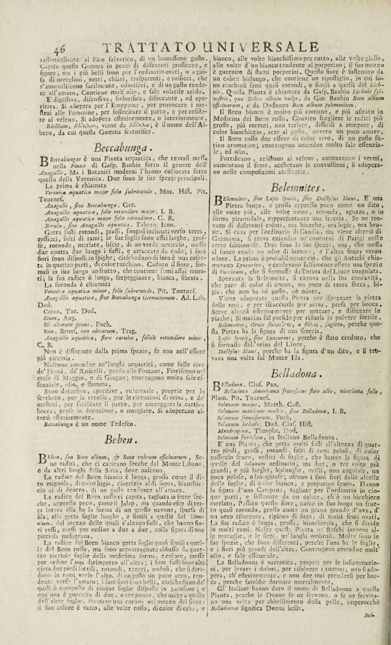 raflomigliante al Fico falvatico, di un buoniffimo guflo. Capita quella Gomma in pezzi di digerenti groflezze, e figure, ma i più belli lono per 1 ordinario ovati, o agui- fa di orecchini, netti, chiari, trafparenti, eroliicci, che s’ammollifcono facilmente, odoriferi, e di ungufto tende¬ te all'amaro. Contiene molt’oiio, e Tale volatile acido. E’digelliva, difcullìva, fudorifica, difeccante , ed ape- ritiva. Si adopera per l’Empyems , per provocare i me- ftrui alle Femmine, per follecitare il parto, e perrefifte- re al veleno. Si adopera elleriormente, o interiormente, Bdell'mm, /tfL'xxio», viene da /?<T/xxoi; è il nome dell’Al¬ bero, da cui quella Gomma lcaturifce. Beccabunga. B Beccabunga! è una Pianta acquatica, che trovafi meffa nella Pinax di Galp. Bauhin fotto il genere dell’ Anagallis. Ma i Botanici moderni l’hanno collocata fctto quello della Veronica. Due fono le fue fpezieprincipali. La prima è chiamata Veronica aquatica major folio fubrotundo . Mor. Hill. Pit. Tournef. Anagalis , five Beccabunga. Gei*. Anagallis aquatica, folio rotundiore major, I. B. Anagallis aquatica major folio rotundiore. C. B. Perula , five Anagallis aquatica. Tabern. Icon. Getta fulli rotondi, graffi, fungo lì inclinati verfo terra, rofficci, folti di rami; le fue foglie fono aliai larghe, grò fi¬ fe, rotonde, merlate, lificie, di un verde nericcio, mette due contra due lungo i fulli, e attaccate da code; i luoi fiori fono difpolli in fpighe; ciafcheduno di loro è una rofet¬ ta in quattro parti, di color turchino. Caduto il fiore, for¬ mali in iuo luogo un frutto, che contiene fcmi affai minu¬ ti; la fua radice è lunga, ferpeggiante, bianca, fibrata. La feconda è chiamata Veronica aquatica minor, folio fubrotundo. Pit. Tournef. Anagallis aquatica, five Beccabunga Germanorum. Ad.Lob, Dod. Cepsca, Tur. Dod. Slum. Ang. Sii alterum genti! . Fuch. Sion. Bruni', non odorar um. Trag. Anagallis aquatica, flore c&ruleo , foliolo rotundiore minor. C. B. Non è differente dalla prima fpezie, fe non nelFelTere più picciola . Nafcono amendue ne’luoghi acquatici, come fulle rive de’ Ffi’mi, de’Rufcelli, predo alle Fontane. Fiorifcono nel rflefe di Maggio, e ai Giugno; contengono molto faleef- fenziale, olio, e flemma. Sono deterfive, aperitivo , vulnerarie , proprie per lo fcorbuto , per la renella, per le ritenzioni di orina, e de’ melimi, per ftdlitare il parto, per correggere la cattiva bocca, prefe in decozione, o mangiate. Si adoperano al¬ tresì elleriormente. Beccabunga è un nome Tedefco. Beben. T? E ben, feu Been album, & Been rubrum offeìnarum . So- no radici, che ci capitano fecche dal Monte Libano, e da altri luoghi delia S ria, dove nafcono. La radice del Been bianco è lunga, grolla come il di¬ to mignolo, di color bigio, cinerizio aldi fopra, bianchic¬ cio al di dentro, di un guflo tendente all’amaro. La radice del Been rodo ci capita, tagliata in fette fec¬ che, appretto poco, come il Jalap, ma quando efee di ter¬ ra intera ella ha la forma di un grotto navone, fparfa di fila; ella getta foglie lunghe , e fimib a quelle dzl Limo¬ ni um , dal mezzo delle quali s’alzano fulli, che hanno fio¬ ri rotti, metti per ordine a due a due, colla figura di una picciola melagrana. La radice del Been bianco getta foglie quafi limili a quel¬ le del Been rotto, ma fono accompagnate abbatto da quat¬ tro picciolo foglie della medefima forma, e col ore, mette per ordine furia dirimpetto all’altra; i fuoi furti fono alti circa due piedi lottili, rotondi, teneri, nodofi, che fi divi¬ dono in rami verfo l'alto, di un guflo un poco acro, ten¬ dente vertt l’amaro; i fuoi fiori fono belli, ciafcheduno de’ quali è comporto di cinque foglie difporte in garofano ; e ogn’una è guarnita di due, otre punte, che unite a quelle dciì’altre foghe, formano una corona ne! mezzo del fiore ; ri fuo colore è vario, alle voice rollo, di color di erba, e bianco, alle volte bianchiffimo per tutto, alle volte giallo, alle volte d’un bianco tendente al porporino; il fuo mezzo è guernito di Itami porporini. Quello fiore è foftenuco da un calice bislungo, che contiene un ripoftiglio, in cui fo¬ no rinchiufi femi quafi rotondi, e limili a quelli del Lìck- nis . Quella Pianta è chiamata da Gafp. Bauhin Lycbnis fyl~ veflris, qua Behen album vulgo, da Gio: Bauhin Been album officinarum, e da Dodoneo Been album polemonium. Il Been bianco è molto più comune, e più ufitato in Medicina del Been rotto. Gonvien ttegliere le radici più grotte, più recenti, non tarlate, difficili a rompere, di color bianchiccio, acre al guflo, ovvero un poco amare. Il Been rotto dee ettere di color vivo, di un guflo rti- tico aromatico; contengono amendue molto fale effenzia- le, ed olio. Fortificano , refiftono al veleno , ammazzano i vermi, aumentano il feme, acchetano le convullìoni ; fi adopera¬ no nelle compofizioni aleffitsrie . * Belemnltes. tJBlemnites, five Lapis lyncis, five Daclylus Idscus, E’ una Pietra lunga, e grotta appretto poco come un dito, alle volte più, alle volte meno, rotonda, aguzza, o in forma piramidale, rapprefentante una freccia. Se ne tro¬ vano di differenti colori, ora bianche, ora bigie, ora bru¬ ne. Si cava per fordinario diCandia, ma viene altresì di Germania, fi trova eziandio ne’contorni di Parigi nelle terre fabbionofe. Due fono le fue fpezi-, una, che meffa al fuoco rende un odor di bituin •, e l’altra fenza verun odore. La prima è probabilmente ciò, che gli Antichi chia¬ mavano Lyncnrìus, e Credevano fattamente ettere una fpezi e di Succinum, che fi formafie dall’orina del Lince coagulata. Spezzata la Belemnice, fi ritrova nella fua concavità, che pare di color di corno, un poco di terra fecca, bi¬ gia, che non ha nè guflo, nè odore. Viene adoperata quella Pietra per ifpezzare la pietra delle reni, e per ifcaccurla per orina, prefa per bocca. Serve altresì efteriormente per nettare, e difeccare le piaghe; Si macina fui porfido per ridurla in polvere fiottile. Belemnites, Grs.ce /3t\iviri\;, a 6é\o; , fagirta, perche que¬ lla Pietra ha la figura di una freccia. Lapis ìyncìs, five Lyncurius, perche è flato creduto? che fi formaffe dall’orina del Lince. Daclylus Idscus, perche ha la figura d'un dito, e fi tro¬ vava una volta fui Monte Ida. Bell a don a . Elia don a . Ciuf. Pan. Belladona Americana frutefeens flore albo , nicotiansc folio » Plum. Pit. Tournef. Solanum majus. Matth. Caft. Solarium manicttm multis, five Belladona, I. B. Solanum fomniferum. Fuch. Solanum lethaìe. Dod. Ciuf. Hirt. Mnndrag ira. Theophr. Dod. Solanum furiefum, in Italiano Belladonna. E’ una Pianta, che getta molti furti all’altezza di quat¬ tro piedi, grotti, rotondi,, folti di rami pelolì, di color rotticelo feuro, vediti di foglie, che hanno la figura di quelle del Solanum ordinario; ma due, o tre volte più grandi, e più larghe, bislunghe, molli, non angolofe, un poco pelofe, olanuginofe; ottono i fuoi fiori dalie afcelle delle foglie, di color bianco, e porporino l'euro. Hanno la figura d’una Campani, tagliate per l’ordinario in cin¬ que parti, e foftenute da un calice, cb’è un bicchiere merlato. Pattato quello fiore, natte in fuo luogo un frut¬ to quafi rotondo, grotto come un grano grande d’uva, d’ un nero rilucente, ripieno di fugo, di molti femi ovati. La fua radice è lunga, grotta, bianchiccia, che fi divide in molti rami. Natte quella Pianta ne’Bofchi intorno al¬ le muraglie, e le fiepi, ne’luoghi ombrofi. Molte fono le fue fpezfie, che lono differenti, perche l’una ha le foglie, e i fiori più grandi dell’altra. Contengono amendue rnolt’ olio, e fale ettenziale. La Belladonna è narcotica, propria per le infiammazio¬ ni, per levare i dolori, per ritti vere i tumori; non fi ado¬ pera, eh’ erteriormente, e non dee mai prenderfi per boc¬ ca , perche farebbe dormire mortalmente. Gl’ Italiani hanno dato il nome di Belladonna a quella Pianta, perche le Donne fe ne fervono, o fe ne ferviva- no una volta per abbellimento della pelle, imperocché Belladonna fignifica Donna bella. Bel■