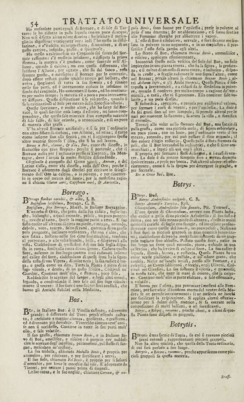 Ho mefcolate parti eguali di Borrace, e di Tale di 'Yzx-\gul& Bovis, fono buone per l’epileffia; prefe in polvere al taro; le ho ridotte in parta liquida con un poco diacquai * pefo d’una dramma; Se neabbrucciano , e fi fanno fentire Non vi fi è fatto alcun odore di orina ; holafciatoil mefcu- j alle Femmine itteriche per abbattere i vapori glioin digeftione ventiquattr’ore; indi l’ho metto indirtil-I 1 ' lazionc, e n’èufcita un’acqua chiara, di un odore, e di un gufto cattivo, infipido, gratto, e fpiacevo’e. Ho metto a calcinai^ in un Crogiuolo fui fuoco del Bor- race raffinato; s’è metto in infufione, ediflipata la prima flemma, la materia s’è gonfiata , come fuccede nell’Al¬ lume , quando fi calcina ; ma con quella differenza, che laddove f Allume, per agitato , che fia dal fuoco , retta fempre gonfio, e rarefatto; il Borrace per lo contrario, dopo eflere reftato gonfio qualche tempo pel bollore, che aveva , fpogliatofi di tutta la fua flemma , s è riunito nelle fue parti, ed è interamente caduco in infufione in fondo del crogiuolo. Ho aumentato il fuoco, ed ho continua¬ to per molto tempo ; la materia s’è a poco a poco interamen¬ te diffipata. Quella diffrazione fifa più pretto, quando fi fa la calcinazione al Sole per mezzo dello Specchio uftorio. Quelle fperienze, e molte altre, che ho fatte fui Bor¬ race, le quali farebbe cofa lunga il riferire, mi fanno com¬ prendere, che quello fale minerale è un comporto naturale di fale falfo, di fale orinolo, o armoniacale , e di un poco di materia affai gratta . V’ha altresì Borrace artifiziale; e fi fa per l’ordinario con nitro fiflato da carboni, con Allume, ed orina ; il tutto cotto infieme fino alla ficcità ; ma vi fi aggiungono fpefiò altre materie fecondo 1’ idea, che fi ha nel lavoro» Borax n /?evi, clamor, (y pV« , fino, come chi diceffe, io fcaturifco con gran ftrepito; perche fi pretende , che il Borrace nafca per f ordinario pretto ai Torrenti, fra Mon¬ tagne, dove l’acqua fa molto ttrepito diffondendo. Chryfocolla è comporto dal Greco yws'o; , Aurum, e del Latino Colla, come chi diceffe, colla dell5 Oro; perche il Borrace è adoperato dagli Orefici per eccitare lo fciogli- mento dell’Oro in calcina, o in polvere, e per rimetter¬ lo in corpo col mezzo del fuoco ; per la medefima ragio¬ ne fi chiama Gluten altri, Capìflrum emù, & Auricolla, L’otto di Bue è rifolutivo, nervale , e fortificante mefco- lato in polvere in un unguento, o in un erapiartro ; fi pre¬ ferirti l’otto della gamba agli altri. Lo fterco di Bue, chiamato Stercus Bovis , ammoliifce , e rifolve, applicato erteriormente. Incontrali lpeffb nella veffica del fiele del Bue, un fiele impietrito in una pianta tenera, che ha la figura , la grofsez- za, e il colore di un rotto di uovo cotto, e indurito , difpo» rta in erotte, o fcaglie radunate le une fopral’altre, come nel Bezoar ; perciò alcuni la chiamano Bezoar Bovis ; al¬ tri Acheron lapis, e gli Arabi Karachi. Quella Pietra è fot- toporta a invermenirli, e a ridurli da fe medefima in polve¬ re, quando fi conferva per molto tempo a cagione de’ver - miceili, o tarli, che vi fi generano. Ella contiene fale vo¬ latile , e un poco di olio. E’fudorifica, apericiva, e propria per refittere al veleno, per fermare i corfi di ventre, e per Pepi lertìa. La dofeè da fei grani fino ad uno fcropolo; Si prende altresì per le nari per muovere loftarnuto; fa acuta la villa, e fortifica il cervello. Trovafi alle volte nello rtomaco del Bue, unafpeziedi palla grotta, come una picciola mela , di figura orbicolare, un poco piana , con un buco, per l’ordinario verfo il fuo mezzo, rotondo, per cui può pattare il dito mignolo; il fuo colore è bigio rofficcio. Quella palla è Hata formata da peli, che il Bue leccandofiha inghiottiti, e che fi fono am¬ mucchiati , e legati gli uni cogli altri. E’propria per fermarei flutti di fangue, e i corfi di ven¬ tre. La dofe è da mezzo fcropolo fino a mezza dramma {'polverizzata, e prefa per bocca. Può altresì adoper'rfi erte¬ riormente, come fi fa la fpugna per detergere le piaghe, c per fèccarle. Bos a Greco Ben, Bue, Botrys. Borrago. OOrrago florìbus c&ruleis, albis, I, B. Buglojjfum latìfolìum, Borrago, C. B. Buglcjfum, Jìve Borrago, Matth. in Italiano Borraggine. E’un erba di Orto, che getta dalla fua radice, foglie lar¬ ghe, bislunghe, o quafi rotonde, pelofe , un poco pungen¬ ti , ruvide al tatto, fparfe la maggior parte a terra. Il fuo fufto crefce all’ altezza di circa un piede, e mezzo, rotondo, debole, voto, tenero, folto di rami, guernito di un grotto pelo pungente, inclinato verfo terra , che non s’alza, che con fatica. Sortiene nelle fue cime fiori turchini, tendenti al porporino, o alle volte bianchi, belli, e dilettevoli alla villa, Ciaffheduno di quertifiori èdi una fola fogliadifpo- fla in ruota, fimile alla ruota di uno fprone. Caduto quello fiore, nafeono in fuo luogo quattro temi radunati infieme nel calice del fiore , ciaffheduno di quelli femi ha la figura della tefta di una Vipera , di color nero; la fua radice è lun¬ ga, e grotta come un dito. Tuttala Pianta è piena di un fugo vifeofo, e denfo, di un gullo feipito . Coltivafi ne’ Giardini. Contiene molt’olio, e flemma, poco fole. Raddolciffe le acrezze del fangue, e degli altri umori, legando, o condenfando il loro fale col fuo fugoviffofo: muove il ventre: il fuo fiore è uno dei tre fiori cordiali, che hanno gli Antichi riabiliti nella Medicina. Bos. T50j, in Italiano Bue: è il Vitello caflrato, e divenuto •*“* grande: è differente dal Toro: perch’effóndo caftra- to, è crefciuto a maggior altezza, groffezza, e gratt'ezza, ed è divenuto più domabile. Vi verebbe almeno vent’anni, le non fi uccideffe, Contiene in tutte le fue parti molt’ olio, e fale volatile. Il fuo graffo, chiamato Sevum Bovis, e in Italiano Se¬ vo di Bue, amolliffe, e rifolve ; è proprio per raddol¬ cire le acrezze degl’ inteftini, pel tenefmo, pel flutto di fan¬ gue, meffolato ne’criflerj. La fua midolla, chiamata Medulla Bovis, è propria per ammolire, per rifolvere, e per fortificare i nervi. Il fuo fiele, chiamato Bel Bovis, è proprio per lifufurri d’orecchie, per levarle macchie dal vifo. E’adoperato da Tintori, per nettare i panni prima di tingerli. Le fue corna, e le fue unghie, chiamate Coma*! & un- Otrys. D*d. Botrys Ambrofioìàcs vulgaùs. C. B. Botrys Artemifia Tareica. Eytt. Chenopodium, Ambrofioides folio firmato. Pit. Tournef. E’una fpezie di Chenopodium, ovvero una Pianta bafsa, che crefce a guifa di un picciolo Arboffeiio; il fuo futto è dritto, con un folo mezzo piede di altezza , divifo in molti ramicelli carichi di foglie con frangio, ed intagliate profon¬ damente come quelle del Senecio, un poco pelofe . Nafeono i fiioi fiori in piccioli grappoli, in gran quantità lungo i ra¬ mi ; ciaffheduno di loro ha molti ftami foftenuti da un grap¬ polo tagliato fino abbatto. Pattato quello fiore, nafee in fuo luogo un fame quafi rotondo, piano, echiufo in una caffettina, che ha fervito di calice al fiore. La fua radice è legnofa, fibrofa, bianca, e rofficcia. Quella Pianta ha un color verde gialliccio, o pallido, e un odore grato, che confola. Nafee ne’luoghì umidi, pretto alle Fontane, ei ruffelli; ne’Campifabbionofi ,efecchi, negli Uliveti. Col¬ tivafi nei Giardini. La fua foflanza èviffofa, e gommofa; in modo tale, che unge le mani di coloro, chela colgo¬ no. Contiene molt’olio in parte efaltato, e faleeffenziaie, o volatile. E'buona per Pattina, per provocarci meflrui alle Fem¬ mine; perfareufeir il bambino morto dal ventre della Ma¬ dre; fe ne prende interiormente; fe ne mefcola ne luocbi per facilitare la refpirazione. Si applica altresì efterior- mente per li dolori della matrice . Si fa entrare nella compofizione di molti balfami, o olj fortificanti. Botrys, a Rerpu?, racetnas, perche i fiori, e i femi di que¬ lla Pianta fono difetti in grappoli. Botrytis. Dorerò cuna fpezie di Tuzia, fu cui fi trovano piccioli grani rotondi , rapprefentanti piccioli grappoli. Non ha altra qualità, che quella della Tuzia ordinaria, di cui farà parlato a fuo luogo. Botrytis, a Rorpv?, racemus, perche appariffono come pic¬ cioli grappoli fu quefta materia. Braffi-