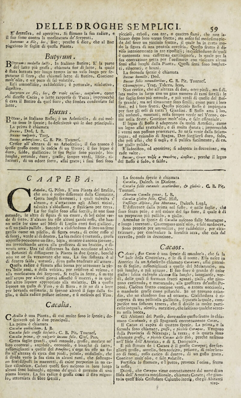 E’ deterfiva, ed aperitìva. Si (limano la fua radice, e il fuo Teme contra la morSicatura de’Serpenti. Butomus a fine, bos, Bue; perche fi dice, che al Bue piacciono le foglie di quella Pianta. Butyrum. 'GXJtyrum; medulla lactì.s. In Italiano Butiro; E’ la parte del latte più graffa, chiamata fior di latte, la quale è Hata battuta per lungo tempo in un vafo lungo per fe¬ ltrarne il fiero, che chiamali latte di Butiro. Contiene molt’olio, e un poco di fai volatile. Egli ammoililce, raddolcire; è pettorale, rifolutivo , digellivo. Butyrum ex fiSg, bos, & rvpòg cafeus, coaguhim, come chi diceffe Cacio, o latte rapprefo di Vacca; imperocché fi cava il Butiro da quel fiore , che fembra condenfato fui latte. Buxus. T>C7a;«j, in Italiano Bollo; è un Arboscello, di cui mol- te fono le fpezie; Iodefcriverò qui le due principali. La prima è chiamata Buxus. Dod. I. B. Buxus vulgarìs. Trag. Buxus arbore/:ens. C. B. Pit. Tournef. Crefce all’ altezza di un Arbofcella ; il fino tronco è lpeffo groffo come la cofcis. di un Uomo ; il fuo legno è duro, faldo, gialliccio; le fue foglie fono picciole, bis¬ lunghe, rotonde, dure, graffe. Sempre verdi, lifcie, ri¬ lucenti, di un odore forte, affai grato; i fuoi fiori fono piccioli, erbofi, con tre, o quattro {lami, che non la- fciano dopo loro verun frutto ; ma nafce fui medefimo pie¬ de del fiore un picciolo frutto, i). quale ha in certo mo¬ do la figura di una pentola rovefcia. Quello frutto è di- vilo interiormente in tre riportigli; inciafcheduno de’quali è contenuta una cattettinacartilaginotta, la quale per la fua contrazione getta per l’ordinario con violenza alcuni Semi affai lunghi dalla Pianta. Quelli Semi fono lunghet¬ ti, rilucenti, e bruni. La feconda fpezie è chiamata Buxus humìlìs. Dod. Buxus foliìs rctundioribus. C. B. Pit. Tournef. Cbnmsipyxos. Trag. Tabern. Icon. Non crefce, che all’altezza di due, otre piedi, ma fi di. lata molto in largo con un gran numero di rami lottili; le fue foglie fono più rotonde, e più verdi di quelle del Bott- fo grande; ma nel rimanente fono Simili, come pure i loro fiori, ed i loro frutti. Quello picciolo Botto è impiegato per fare gli orli di tutti i Giardini. Il Botto ama i Ilio. ghi ombrofi, montani; retta Sempre verde nel Verno, co¬ me nella State. Conciane molt’olio, e Sale ett'enziale. Il legno di Botto è adoperato da molti Artefici, come un legno affai trattabile, e di molta durata ; imperocché, i vermi non poffono penetrarvi. Se ne fa venir dalla Scianv* pagna, ed eziandio di Spagna. Dee fceglierfi duro, Sodo, che pefi affai, che fi tagli, e fi pulifea facilmente, di co. lor giallo palido. E’Sudorifico, ed aperitivo; fi adopera in decozione, ma rade volte. Buxus, Gr&ce nv/og a tri»àenfitas, perche il legno del Bollo è Sodo, e faldo. C a A V E B A CAapeba. G. Pifon. E’una Pianta del Brafile, che non è molto differente dalla Clematite. Getta lunghi fermenti, i quali talvolta s’ alzano, e s’attaccano agli Alberi vicini, talvolta s’abbattano, e rtrifeiano per terra. Le fue foglie fono affai Sottili, le une fono rotonde, le altre di figura di un cuore, di bel color ver¬ de di Sotto. S’alzano fra effe alcuni gambi rotti, che han¬ no nelle lor cime nel Mefe di Luglio certi fiori giallicci, o di un giallo pallido . Succede a ciafcheduno di loro un Seme grotto come un pifello, di figura ovata, di color rotto al di fuori, verde al di dentro. La fua radice è tortuofa, grotta appretto poco come un dito, bigia, mentre è ancora giovane , ma invecchiando arriva alla groffezza di un braccio, e di¬ venta nera. Una tal differenza ha data occafione ad alcu¬ ni Botanici di dìrtinguere la Pianta in due fpezie, benché non ve ne fia veramente che una. La fua foftanza è al di dentro falda, untuofa, diun gurto tendente all’amaro . Quella radice è (limata affai buona per attenuare la pie-' tra delle reni, e della vefcica, per refiftere al veleno, e alla morficatura dei Serpenti. Si taglia in fette, fi mt-tte nell’acqua per alcuni giorni affinchè fi maceri, o in qual¬ che altro liquore appropriato alla malattia. Dà a quello liquore un gurto di yino, o di Birra, e Se ne dà a bere per bevanda ordinaria. Si Spremè altresì il fugo dalla fo¬ glia, e dalla radice peliate infieme, e fi mefcola nel Vino. C*'de duci. Acalìa è una Pianta, di cui molte fono le fpezie ; de- ^ Scriverò qui le due principali. La prima è chiamata Cacalia quibufdam. I, B. Cacalìa folis crajjts hirfutìs. C. B. Pit. Tournef. Cacalia prima, vulgarìs incano folio. Ciuf. Pan. Getta foglie grandi, quafi rotonde, grolle, merlate ne’ loro contorni, angolofe, cotonofe, e bianche di l’otto, raffòmiglianti a quelle del Pet*fìtes\ s’erge fra effe un fu¬ rto all’altezza di circa due piedi, pelofo, midollofo, che fi divide verfo La fua cima in alcuni rami, che foftengo- no fioridifporti in mazzetti, di color porporino in un ca¬ lice cilindrico. Caduti quelli fiori nafeono in loro luogo alcuni Semi bislunghi, ognuno de’quali è guernito di una piuma bianca. La fua radice è grotta cotte il dito migno¬ lo, attorniata di fibre fetcili. La feconda fpezie è chiamata Cacalia. Dalech. in Diofcor. Cacalia foliìs cutaneis acutioribus, & glabri* , G» B« Pit. Tournef. Alterum Cacali& genus. I. B. Cacalìa glabro folio. Ciuf. Hill. Tujfllago Alpina, five Montana. Dalech. Lugd. E’differente dalla prima nel furto, e nelle foglie, ché fono fenza pelo, e nel colore del fivo fiore, il quale è dì un porporino più pallido, o giallo. Amendue le fpezie di Cacalìa nafeono filile Montagne , e lungo i torrenti. Contengono molt’olio, e Sale mediocre. Sono proprie per ammollire, per raddolcire, per cica¬ trizzare, per condenlare la fierofità aera, che cala dal cervello, prefe in decozione. Cacaos. (T** Acaos, /ve Cacao è una fpezie di mandorla, che fa la batte della Cioccolata, e le dà il nome. Ella nattee in America da un Arbofcello chiamato Cacavate, aliai guerni¬ to di foglie, raffòmiglianti a quelle del Melarancio, ma più lunghe, e più aguzze. Il fuo fiore è grande di colar giallo: lafcia cadendo alcun» fila lunghe, lanuginofe, ver¬ di, delle quali fi formano frutti aguzzi, gialli, che giun¬ gono crefcendo, e maturando, alla groffezza de’nortriPo¬ poni. Ciafcun frutto contiene venti, o trenta nocciuole, o mandorle grotte come piftacchi. Se ne trovano ezian¬ dio, che ne chiudono fino ad ottanta. Ciattcheduna è ri¬ coperta di una pelliccila gialliccia, Separata la quale, com.- parifee una foftanza tenera, che fi divide in molte parti¬ celleineguali, oleotte, nutritive,chelafcianoqualcheacrez- za nella bocca. Gli Abitanti del Paefe, dove nafce quello frutto Io chia¬ mano Cacahualt, e gli Spagnuoli corrottamente Cacao. Il Cacao ci capita di quattro fpezie. La prima., e la feconda fono chiamate, groffo, e picciolo Carogne. Vengono dalla Provincia di Nicaraga; la terza, e Ja quarta fono chiamate groffo, e picciolo Cacaos delle ifole, perche nafeono nell’lfole dell’America, e di S. Domenico. Il più (limato de i Cacaos è il grotto Caraque\ dee fce¬ glierfi grotto, novello,'ben nodrito, pelante, di color bru¬ no di fuori, rotto carico di dentro, di un gallo grato. Contiene molt’olio, e Sale volatile. Fortifica lo llomaco, e’1 petto, provoca l’orina, ferma la toffe. / Dicefi, che Caraque viene corrottamente dal nomedi un Ifola dell’America meridionale, chiamataCarate; che giun¬ to ift quell’Ifola Criftoforo Colombo intefg, che gli Abitanti vive-