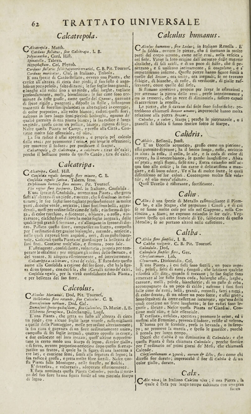 Calcatreppa. Calenitis humanus. Ale at repoi a . Matth. Carduus ftellatus , five Calcitrapa . I. B« Tofyacantba. Cord. Hift. Spinai eli a . Tabern. Hìppopbiflum. Col. Pbytob. Carduus flel'atus fohìspapaveriserratici, C. B. Pit.Tournef. Carduus muricatus. Ciuf in Italiano, Tribolo. E'una Spezie di Cardo {Iellato, ovvero una Pianta , che crefce all’altezza di circa due piedi; il fuofurto è ango¬ loso un poco pelofo, folto di rami ; le fue foglie fono grandi, e lunghe alle volte fino a un piede, affai larghe , tagliate profondamente, molli, bianchiccie; le fue cime fono ter¬ minate da tefte grotte, come quelle del Cyanus, guernite di Spine rigide , pungenti , dìfpofte in Stelle , {ottengono mazzetti di fiorellini Spalancati in alto tagliati incoreggie, di color porporino, alle volte bianco; caduti quelli fiori, nafeono in loro luogo Semi piccioli bislunghi, ognuno de’ quali è guernito duina piuma bianca; la Sua radice è lunga un piede, grotta come un pollice, bianca, ripiena di fugo . Nafce quella Pianta ne’Campi, e pretto alla Città. Con¬ tiene molto fale eflenziale, ed olio. La fua radice è aliai aperitiva , e propria pel calcolo delle reni; per promovere Torini, per levar le ottruzioni; per muovere il Sudore; per purificare il Sangue. Calcatrepola , tfip Calcitrapa , a calcitrare ; tirar de’calci; perche il befliame punto da quello Cardo , tira de’calci. Calcatripa. Alcatripa, Cord. Hitt. Confolida regalie bortenfìs flore minore. C. B. Confolida regalie fativa. Tabern. Icon. Delphintum hortenfe fiore minore. Pit. Tournef. Flos regius fere purpureo. Dod. in Italiano, Confolida. E’ una Spezie di Confolida, ovvero una Pianta , chegetta furti all’altezza di un piede, e mezzo, che fi dividono in mol¬ ti rami ; le fue toglie fono tagliate profondamente in molte parti, di color verde, nericcio ; i fuoi fiori fono belli, aggra¬ devole metti per ordine Sulle cime de’ futti ; e in forma di Spi¬ ga , di color turchino, odi cenere, o bianco, o rotto, ©in¬ carnato; ciafcheduno d i loro ha molte foglie ineguali, delle j quali le più grandi fi formano , es’ allungano in Sprone di die¬ tro. Pattato quefto fiore, comparifce un frutto, comporto per l’ordinario di tre guaine bislunghe, rotonde, nericcie , nelle quali ritrovarti femi angolofi, neri, di un gufto Spiace¬ vole. Coltivarti quefta Pianta ne’giardini per la bellezza de’ Suoi fiori. Contiene molt’olio, e flemma, poco fale. E’aftringente, confolidante, vulneraria , propria per tem¬ perare le oftalmie ; per mitigare gli ardori dello ftomaco , e del ventre. Si adoperaefteriorrnente , ed interiormente. Calcatrippa a calcitrare , tirar de’calci. E’flato dato quefto nome alla Confolida a cagione del Suo fiore, che ha la figu¬ ra diun Sprone, concuififa, che iCavalii tirinode’calci. Confolida regai is, per la virtù confolidante della Pianta, e per bellezza del fuo fiore. C alceolu s. Aìceolus Marianus, Dod. Pit. Tournef. Helleborine flore rotando , five Calceolus. C. B. Damafontum nothum, Dod, Gal. Damafonit Jpecies quibufdam , five Calceolus, D. MariaC . I, R. Fllebortne ferruginea, Dalechampii. Lugd. E una Pianta , che getta un furto all' altezza di circa un piede, con alcune foglie large venofe, ratto migliami aquelle della Piantaggine, mette per ordine alternamente; la fua cima è guernita diun fiore ordinariamente unico, comporto di Sei foglie ineguali, quattro oppofte in croce, e due collocate nel loro mezzo; queft’ultime rapprefen- tano in certo modo una Scarpa di legno, di color giallo, e di ferro, ovvero porporino nericcio; dopo quefto fioreap- parifee un frutto, il quale ha la figura di una lanterna a tre lati, e contiene femi, Simili alla Segatura di legno; la iua radice è grotta, e getta molte fibre Sottili. Nafce que¬ lla Pianta Sulle Montagne, nelle iorefte, ne’Bofchi. E’deterfiva, e vulneraria, adoperata efteriorrnente. E (lata nominata quefta Pianta Calceolus, percha il mez¬ zo del fuo fiore ha una figura Simile ad una picciola Scarpa di legno . r^Alculus humanus, five Ludus\ in Italiano Renella . E’ ^ la Sabbia, ovvero le pietre, che fi formano in moke parti del corpo umano, come nelle reni, nella vefcica , nel fiele. Viene la loro origine dall'incontro delle materie alcaliche, di Sali acidi, e diun poco di Solfo, che fi pe¬ netrano , e fi unifeono intimamente , fi coagulano , e s’ impietrirono infieme. Quelle pietre hanno figure fimili a quelle del Beaoar, ora unite, ora ineguali; Se ne trovano di bigie, di bianche, di rotte, di verdiccie, di gialle zaf¬ feranate, come quelle del fiele. Si ftimano aperitivo , proprie per levar le ottruzioni , per attenuar la pietra delle reni , prefe interiormence , ma io temerei, che in vece di diminuirla, foflero capaci diaccrefcere la renella. Le pietre, che fi cavano dal fiele Sono Sudorifiche; po- trebbono chiamarfi Bez.oar umano ; imperocché hanno molta relazione alla pietra Bez,oar. Calculus) a cakeo , Scarpa ; perche le pietruzzole , o i granelli di Sabbia fi Sanno Sentire Sotto le Scarpe. Calidris. Alt àrieBellonii. Jonft. E’un Uccello acquatico, grotto come un piccione, affai guernito di penne ; ha il becco lungo, rotto, nericcio in alto; la teda, il collo, le ale, e la coda di color di cenere, ha il ventre bianco, le gambe lunghittìme . Abita ne’prati, negli Sfagni, Sulle rive ; Entra eziandio nell’ac¬ qua fino alle cofcie ; la Sua carne è delicatiftima a man¬ giare , e di buon odore. Ve n’ha di molte Sorte, le quali differiscono ne’lor colori . Contengono molto Sale vola¬ tile, ed olio mezz’ efaltato. Queft’Uccello è riftorante, fortificante, Calia. f^Alin ; è una Spezie di Metallo rafiomigliante il Piom- bo, e allo Stagno, che preparano i Ginefi , e di cui fe ne fanno molte corte per ufo nel Giappone, nella Co¬ cincina , a Siam; ne coprono eziandio le lor carte. Veg- giamo Spetto qui certe Scatole di Tè, fabbricate di quefto Metallo; fe ne portano altresì nelle caffetiere. Caltha. Alt ha flore fimplici, I. B. Caltha vulgaris. c. B. Pit. Tournef. Calendula. Dod. Calendula fimplict flore . Ger. Chryfantemum. Lob. Clymcnum. Diofcoridis. Col. E’una Pianta , i cui fufti fono Sottili , un poco ango¬ lofi, pelofi, folti di rami, fungofi , che lalciano qualche vifeofità alle dita, quando fi toccano ; le fue foglie fono attaccate al lor fufto Senza coda, bislunghe affai, larghe, carnute, molli, pelofe, bianchiccie, di un gufto di erba, accompagnato da un poco di caldo ; nafeono i fuoi fiori Sulle cime de’rami, belli, grandi, rotondi, fatti a raggi, di color dorato, di un odore un poco forte, e affai grato. Sonofeguitati da certecaffettine incurvate, ogn’unadelle quali contiene un Seme lunghetto; le fue radici fono le- gnofe , fibrate . Nafce quella Pianta ne’Giardiai. Con¬ tiene molt’oiio, e fale eflenziale. E’cardiaca, cefalica, aperitiva; promove le orine, ed i meftrui alle Femmine, provoca il ludore, relitte al veleno. E’ buona per le Scrofole, prefa in bevanda, o in firop- po ; ne promove la marcia , e Spettò le guarifee, purché fi prenda per lungo tempo. Diceiì che Caltha è un diminutivo di Calendula; e che quefta Pianta è fiata chiamata Calendula , perche fiorifee per l’ordinario ne’ primi giorni de’Mefi, che chiamanfi Calende. Chryfanthemum a ^pucre?, aurum & av9o?, flos ; come chi dicefle fior dorato; imperocché il fior di Caltha è di un color giallo, dorato. C al x. Alx viva ; in Italiano Calcina viva ; è una Pietra , la quale è fiata per lungo tempo calcinata con una gran fuoco