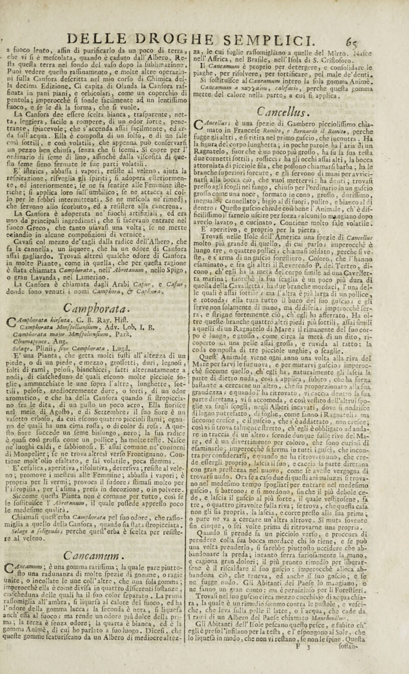 a fuoco lento, affin di purificarlo da un poco di terra, che vi fi è melcolata, quando è caduto dall’Albero, Re¬ tti quella terra nel fondo del vafo dopo la fublimazione. Puoi vedere quello raffinamento, e molte altre operazio¬ ni Lulla Canfora defcritta nel mio corfo di Chimica del¬ la decima Edizione. Ci capita di Olanda la Canfora raf¬ finata in pani piani, e orbicolari, come un coperchio di pentola; imperocché fi fonde facilmente ad un lentiffimo fuoco, e fe le dà la forma, che fi vuole. La Canfora dee edere fcelta bianca , trafparente, net¬ ta, leggiera, facile a rompere, di un odor forte, pene¬ trante, fpiacevole; che s’accenda aliai facilmente, ed ar¬ da full’acqua. Ella è comporta di un folfo, e di un fale così fiottili, e così volatili, che appenna può confervarfi un pezzo ben chiufa, fenza che fi fcemi. Si copre per 1’ ordinario di feme di lino, affinchè dalla vifcofità di que- fio feme fieno fermate le fue parti volatili. E’ itterica, abbatta i vapori, rettile al veleno, ajuta la refpirazione, rifveglia gli fpiriti ; fi adopera etteriormen- te, ed interiormente; fe ne fa fentire alle Femmine itte¬ riche; fi applica loro full’umbilico ; fe ne attacca al col¬ lo per le febbri intermittenti. Se ne mefcola ne’rimedj, che fervono allo fcorbuto, ed a refiftere alla cancrena. La Cantora è adoperata ne’ fuochi artifiziali , ed era uno de’principali ingredienti, che fi facevano entrare nel fuoco Greco, che canto ufavafi una volta; fe ne mette eziandio in alcune compofizioni di vernice. Cavali col mezzo dentagli dalla radice dell’Albero, che fa la cannella, un liquore, che ha un odore di Canfora affai gagliardo. Trovali altresì qualche odore di Canfora in molte Piante, come in quella, che per quefta ragione è ftata chiamata Camphorata, nell'Abrotanum, nello Spigo , o gran Lavanda, nel Lamerino. La Canfora è chiamata dagli Arabi Capar, e Cafur, donde fono venuti i nomi Campbora, & Caphjcra « Camphorata. Amphorata hirfuta. C. B. Ray. Hitt. Camphorata Monfpellienfium. Adv. Lob, I, B, Camphorata major Mtmfpelìenfium, Park. C barn Ape ttce. Ang. Scingo. Plinii, fi ve Camphorata . Lugd. E’ una Pianta, che getta molti furti all’altezza di un piede, o di un piede, e mezzo, groffetti, duri, legnofi , folti di rami, pelofi, bianchicci, fatti alternatamente a nodi, di ciafcheduno de’quali eficono molte picciole to¬ glie, ammucchiate le une fopra l’altre, lunghette, fot- tili, pelofe, mediocremente dure, o tòrci, di un odor aromatico, e che ha della Canfora quando fi ftropiccia- no fra le dita, di un gullo un poco acro. Ella fiorifce nel mele diAgofto, e di Settembre» il fuo fiore è un vafetto erbofo , da cui eficono quattro piccioli Itami ; ognu¬ no de’quali ha una cima rotta, o di color di rofa . A que¬ llo fiore fuccede un feme bislungo, nero ; la fua radice è quafi così grotta come un pollice, ha molte tette. Nafce ne’luoghi caldi, e fabbionofi. E' aliai comune ne’contorni diMonpelier; fe ne trova altresì verfo Frontignano. Con¬ tiene molt’olio efaltato, e fai volatile, poca flemma. E’ cefalica, aperitiva, rifolutiva, deterfiva ; relitte al vele¬ no ; promove i meftrui alle Femmine; abbatta i vapori; è propria per li vermi; provoca il iudore» rtimafi molto per i'idropifia, per l’afima, prela in decozione, oinpolvere. Siccome quella Pianta non è comune per tutto, cosi fe le fortituifce 1’ Abrotanum, il quale poffede appretto poco le medefime qualità. Chiamali quell erba Camphorata pel fuo odore, cheraffo- miglia a quello della Canfora , quando fia data ttropicciata . Stingo a feligendo> perche quell’erba è fcelta per rettile- re al veleno. Cancamum. Ancamum ; è una gomma ra ritti ma ; la quale pare piuttc- fto una radunanza di molte fpezie di gomme, oragie unite, o incollate le une coll’altre, che una fola gomma; imperocché ella ècomedivifa in quattro differenti foltanze , cialcheduna delle quali ha il fuo color feparato . La prima raffomiglia all’ambra, fi liquefa al calore del fuoco, ed ha l’odore della gomma lacca; la feconda è nera , fi liquefa anch’erta al fuoco; ma rende un odore più dolce della pri¬ ma; la terza è fenza odore; La quarca è bianca, ed è la gomma Anime, di cui ho parlato a fuoluogo. Dicefi, che quelle gomme lcaturifcano da un Albero di mediocrealtez- HE SEMPLICI. é$ za, le cui foglie rattomigliano a quelle del Mirto. Nafce nell’Affrica, nel Braille, nell’Ifola di S. Criftoforo. Il Cancamum è proprio per detergere, e confolidare le piaghe, per rifolvere, per fortificare, pel male de’denti. Si fortituifce al Cancamum intero la fola gomma Animè. Cancamum a ■y.uyya.ivoi, calefacio , perche quella gomma mette del calore nella parte, a cui fi applica. Cancellus. /^Ancellus; è una fpezie di Gambero piccioliffimo chia¬ mato in Francefe Romito, o Bernardo il Romito, perche fugge gli altri, e fi ritira nel primo gufcio , che incontra . Ha la figura del corpo lunghetta ; in poche parole ha l’aria di un Ragnatelo, fuorché è un poco più grotto, ha fu la fua tetta due cornetti fiottili, rofficci; ha gli occhi affai alti, la bocca attorniata di picciole fila, che portono chiamarli barba ; baie branche fuperiori forcute, e gli fervono di mani per avvici¬ narli alla bocca ciò, che vuol mettervi: ha denti ; trovafi pretto agli fcogli nel fango , chiufo per l’ordinario in un gufcio grotto come una noce, formato in cono, grotto, duriflìmo, ineguale^' cannellato , bigio al di fuori, pulito, e bianco al di dentro; Quello gufcio chiude così bene l’Animale, ch’èdif- fìciliffimoi! farnelo ufcire per forza ; alcuni Io mangiano dopo averlo lavato, e cucinato. Contiene molto fiale volatile. E’aperitivo, e proprio per la pietra. Trovali nelle Ifole dell’America una fpezie di Cancellus molto piu grande di quello, di cui parlo; imperocché è lungo tre, o quattro pollici ; chiamafi ibidato, perche fi ve. He, e s’arma di un gufcio foreftiero. Colora, che V hanno e faminato, e fra gli altri il Reverendo P. del Tertro, di¬ cono, ch’egli ha la metà del corpo fimile ad una Cavallet¬ ta marina; fuorché la fua fcaglia è un poco più dura di quella della Cavalletta; ha due branche mordaci, luna del¬ le quali è affai^ fiottile ; ma l’altra è più larga di un pollice, e rotonda; ella tura tutto il buco del fuo gufcio; e gli ferve non {blamente di mano, ma di difetta »- imperocché fer¬ ra, e flrigne fortemente ciò, ch’egli ha afferrato. Ha ol¬ tre quelle branche quattro altri piedi più fiottili, affai filmili a quelli di un Ragnatelo di Mare; il rimanente del fuo cor¬ po è lungo, egrortò, come circa la metà di un dito, ri¬ coperto eli una pelle affai grotta, e ruvida al tatto: la coda comporta di tre picciole unghie, o fcaglie. Queft Animale viene ogni anno una volta alla riva del Mare per farvi le fue uova, e per mutarvi gufcio ; imperoc¬ ché ficcome quello, ch’egli ha, naturalmente gli lafcia la parte di dietro nuda, così s applica , fubito , che ha forza baftante a cercarne un’altro, che fia proporzionato atta fua grandezza ; e quando 1’ ha ritrovato , vi caccia dentro la fua parte diretana ; vi lì accomoda, e così vellico dell’altrui fpo- glie va lugli fcogli, negli Alberi incavati, dove fi nodrilce di legno putrefatto, di foglie, come fanno i Ragnateli ; ma ficcome crefce , c il gufcio , ches’èaddattato, noncrefce; così vili trova talmente ftretto, ch’egli è obbligato ad anda¬ re in traccia di un altro; feendedunque falle rive de! Ma¬ rc, ed e un divertimento per coloro, che fono curiali di efaminarlo ; imperocché fi ferma in tutti i gufici, che incon¬ tra per confiderarli, eauando ne ha ritrovato uno, che cre¬ de ettergli proprio, lafcia il fuo, e caccia la parte diretana con gran preftezza nel nuovo, come fe averte vergogna di trovarli nudo. Orafe a calo due di quelli ani maluzzi fi trova¬ no nel medelimo tempo fpogliatiper entrare nel medefimo gufcio, li battono; e fi mordono, finche il più debole ce¬ de, e lafcia il gufcio al più forte, il quale vertitofene, fa tre, o quattro giravolte fulla riva ; fe trova, che querta cala non gli fia propria, la lafcia, e corre pretto alia fua prima; o pure ne va a cercare un’altra altrove. Si muta fovente fin cinque, o fei volte prima di ritrovarne una propria. Quando lì prende fa un picciolo verfo, e proccura di prendere colla fua bocca mordace chi lo tiene, e fe può una volta prenderlo, fi farebbe piuttotto uccidere che ab¬ bandonare la preda; intanto ferra furiofaments la mano, e cagiona gran -dolori ; il più pronto rimedio per liberar- fene è il riscaldare il fuo gufcio : imperocché allora ab¬ bandona ciò, che teneva, ed anche il luo gnfeio; e fe ne fugge nudo. Gii Abitanti dei Paefe lo mangiano, e ne fanno un gran conto: ma èperniziofò per li Forellieri. Trovafi nel luo guscio circa mezzo cucchiaio di acqua chia¬ ra , la quale è un rimedio fommo contra lepurtole , e vefei- che, che leva falla pelle il latte, o l’acqua, che cade da i rami di un Albero del Paefe chiamato Mancherà!ter, Gli Abitanti dell’Loie pefeano quello pefee , e fubito eh’ eglie prefo rinfilano per la tetta , e I efpongono al Sole, che Io liquefa in modo, che non vi reftano, fe non le fpine . Quella