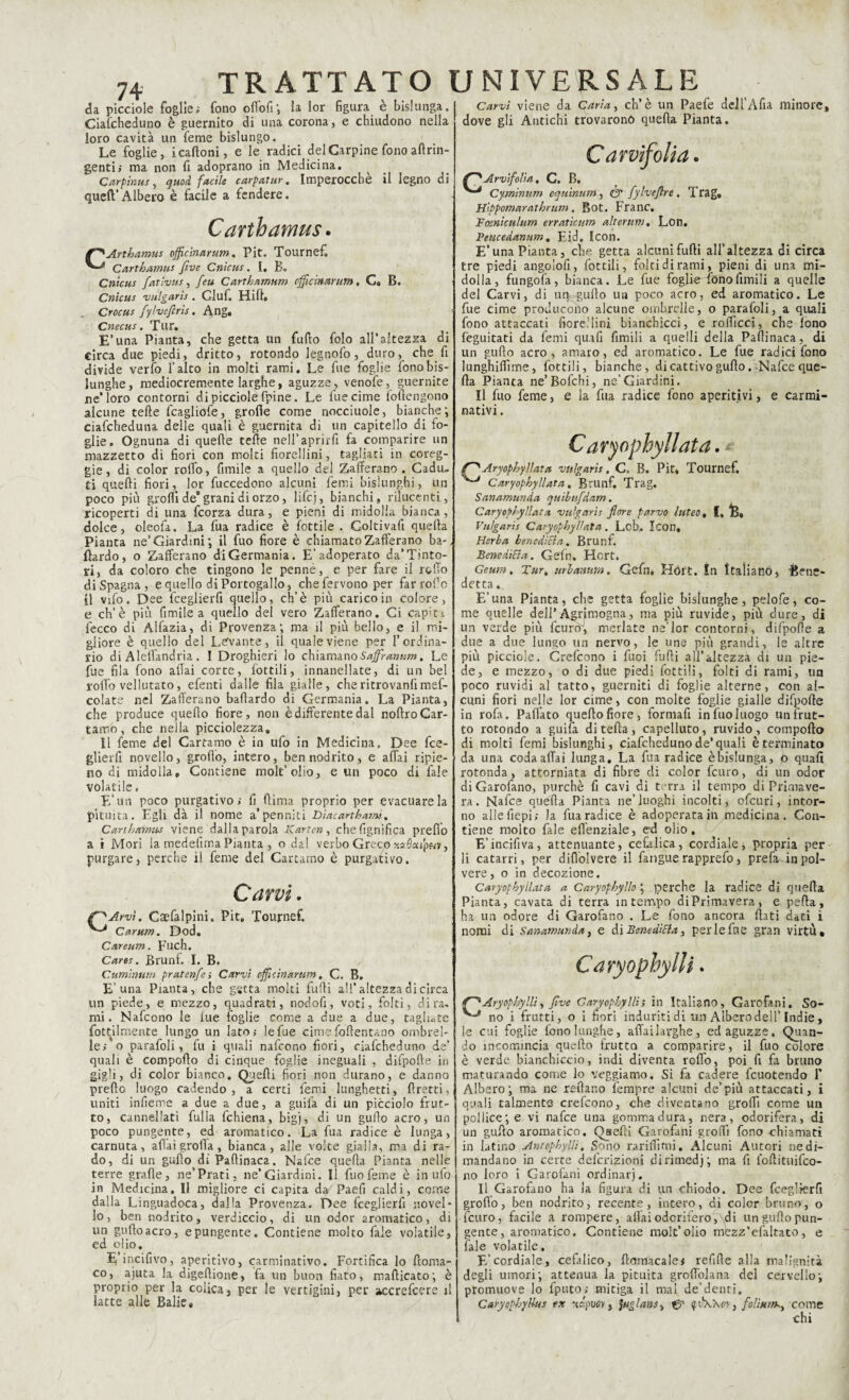 <3a picciole foglie; fono olfofi; la lor figura è bislunga. Carvi viene da Caria, eh’è un Paefe dell'Alia minore, Ciafcheduno è guernito di una corona, e chiudono nella dove gli Antichi trovarono quella Pianta. loro cavità un Teme bislungo. Le foglie, i cartoni, e le radici del Carpine fono artrin- genti; ma non fi adoprano in Medicina. Carpinus, quei facile carpami-. Imperocché il legno di quert’Albero è facile a fendere. Carthamus. Arthamus officinarum. Pit. Tournefi Carthamus five Cnìcus. I, B. Cnicus fativus, feu Carthamum officinarum, C. B. Cntcus vulgaris . Ciuf. Hill» Crocus fylveferis. Ang, Cnecus. Tur. E’una Pianta, che getta un furto folo all’altezza di circa due piedi, dritto, rotondo legnofo , duro, che fi divide verfo l’alto in molti rami. Le fue foglie fono bis¬ lunghe, mediocremente larghe, aguzze, venofe, guernite ne’loro contorni di picciole fpine. Le fue cime ioftengono alcune tefte fcagliofe, grolle come nocciuole, bianche; ciafcheduna delle quali è guernita di un capitello di fo¬ glie. Ognuna di quelle terte nell’aprirli fa comparire un mazzetto di fiori con molti fiorellini, tagliati in coreg- gie, di color rollo, fimile a quello del Zafferano. Cadu¬ ti quefti fiori, lor fuccedono alcuni femi bislunghi, un poco più grorti de’grani di orzo, lifej, bianchi, rilucenti, ricoperti di una feorza dura, e pieni di midolla bianca, dolce, oleola. La fua radice è lottile . Coltivali quella Pianta ne! Giardini; il fuo fiore è chiamato Zafferano ba-, rtardo, o Zafferano di Germania. E’adoperato da’Tinto¬ ri, da coloro che tingono le pennè, e per fare il rollo di Spagna, e quello di Portogallo, chefervono per far rollo il vifo. Dee fceglierfi quello, ch’è più carico in colore, e ch’è più fimile a quello del vero Zafferano. Ci capiti fecco di Alfazia, di Provenza; ma il più bello, e il mi¬ gliore è quello del Levante, il quale viene per l’ordina¬ rio di Aleffandria . I Droghieri lo chiamanoSaffiranum, Le fue fila fono affai corte, fiottili, innanellate, di un bel roffo vellutato, efenti dalle fila gialle, cheritrovanlimef- colate nel Zafferano bartardo di Germania. La Pianta, che produce quello fiore, non è differente dal noftro Car¬ tamo, che neila picciolezza. Il feme del Cartamo è in ufo in Medicina. Dee fce¬ glierfi novello, grolio, intero, ben nodrito , e affai ripie¬ no di midolla. Contiene molt’olio, e un poco di fale volatile. E’un poco purgativo; fi (lima proprio per evacuare la pituita. Egli dà il nome a’penniti Diacarthami, Carthamus viene dalla parola Karten, chefignifica preflo a i Mori la medefima Pianta , oda! verbo Greco xaSaipwy, purgare, perche il feme del Cartamo è purgativo. Carvi. f^Arvì, Caefalpini. Pit. Toujrnef. ^ Carum. Dod. Caretim. Fuch. Caros. Brunf. I. B. Cuminum pratenfe > Carvi officinarum. C. B. E’una Pianta, che ggtta molti furti all’altezza di circa un piede, e mezzo, quadrati, nodofi, voti, folti, dira, mi. Nafcono le lue foglie come a due a due, tagliate fot^ilmente lungo un lato; le fue cime foftentano ombrel¬ le;* o parafoli, fu i quali nafcono fiori, ciafcheduno de’ quali è comporto di cinque foglie ineguali , difpofte in gigli, di color bianco. Quelli fiori non durano, e danno prede luogo cadendo, a certi femi lunghetti, fretti, uniti infieme a due a due, a guifa di un picciolo frut¬ to, cannellati fulia fchiena, bigi, di un gufo acro, un poco pungente, ed aromatico. La fua radice è lunga, carnuta, affai grolla, bianca, alle volte gialla, ma di ra¬ do, di un gufìo diPaftinaca. Nafce quella Pianta nelle terre grafìe, ne’Prati, ne’Giardini. Il fuo feme è in ufo in Medicina, Il migliore ci capita da Paefi caldi, come dalla Linguadoca, dalla Provenza. Dee fceglierfi novel¬ lo, ben nodrito, verdiccio, di un odor aromatico, di un gufto acro, e pungente. Contiene molto fale volatile, ed olio. E( incifivo, aperitivo, carminativo. Fortifica lo filoma¬ co, ajuta la digeflione, fa un buon fiato, mafticato; è proprio per la colica, per le vertigini, per accrefcere il latte alle Balie» Arvlfolia, C. B. Cyminum equinum, & fylveflre. Trag, Hìppomarathrum. Bot. Frane. Ttxniculum erraticnm alterniti, Lon. Beucedanum. Eid. Icon. E’una Pianta, che getta alcunifufli all’altezza di circa tre piedi angolofi, fiottili, folti di rami, pieni di una mi¬ dolla, fungofa, bianca. Le fue foglie fono filmili a quelle del Carvi, di uq=gufio un poco acro, ed aromatico. Le fue cime producono alcune ombrelle, o parafoli, a quali fono attaccati fiorellini bianchicci, e rofficci, che fono feguitati da femi quafi filmili a quelli della Pafìinaca, di un gurto acro, amaro, ed aromatico. Le fue radici fono lunghiffime, fiottili, bianche, di cattivo gurto. Nafce que¬ lla Pianta ne’Bofchi, ne’Giardini. Il fuo feme, e la fua radice fono aperitivi, e carmi¬ nativi . Caryophyllata. Aryophyllata vulgaris, C. B. Pit, Tournef. ^ Caryophyllata, Brunf. Trag. Sanamunda quìbufdam. Caryophyllata vulgaris flore parvo luteo, I, fe, Vulgaris Caryophyllata. Lcb. Icon, Herba benedici a. Brunf. Benedilla. Gefn. Hcrt. Geum, Tur, urbanutn. Gefn. Hort. In Italiano, 'Bene¬ detta . E’una Pianta, che getta foglie bislunghe, pelofe, co¬ me quelle dell’Agrimogna, ma più ruvide, più dure, di un verde più feuro, merlate ne’lor contorni, difporte a due a due lungo un nervo, le une più grandi, le altre più picciole. Crefcono i fuoi furti all’altezza di un pie¬ de, e mezzo, o di due piedi fiottili, folti di rami, un poco ruvidi al tatto, guerniti di foglie alterne, con al¬ cuni fiori nelle lor cime, con molte foglie gialle djfpofte in rofa, Pattato quello fiore, formafi in fuo luogo un frut¬ to rotondo a guifa di terta, capelluto, ruvido, comporto di molti femi bislunghi, ciafcheduno de’quali è terminato da una coda affai lunga. La fua radice è bislunga, 0 quali rotonda, attorniata di fibre di color feuro, di un odor di Garofano, purché fi cavi di terra il tempo di Primave¬ ra. Nafce quella Pianta ne’luoghi incolti, ofeuri, intor¬ no allefiepi; la fua radice è adoperata in medicina. Con¬ tiene molto fale eflenziale, ed olio. E’incifiva, attenuante, cefàlica, cordiale, propria per li catarri, per difìolvere il fanguerapprefo, prefainpol¬ vere, o in decozione. Caryophyllata a Caryophyllo ; perche la radice di quella Pianta, cavata di terra in tempo di Primavera, e pefta, ha un odore di Garofano . Le fono ancora fiati dati i nomi di Sanamunda, e di Benedilla, per le fue gran virtù. Caryophylli. Aryophyllì) flve Garyophylli; in Italiano, Garofani. So- no i frutti, o i fiori induriti di un Albero dell’Indie, le cui foglie fono lunghe, affailarghe, ed aguzze. Quan¬ do incomincia quello (rutto a comparire, il fuo colore è verde bianchiccio, indi diventa roffo, poi fi fa bruno maturando come lo veggiamo. Si fa cadere fcuotendo 1’ Albero; ma ne rollano Tempre alcuni de’più attaccati, i quali talmente crefcono, che diventano grofiì come un pollice; e vi nafce una gomma dura, nera, odorifera, di un gufto aromatico. Oserti Garofani groffi fono chiamati in latino Antophylli, Sono Tariffimi. Alcuni Autori ne di¬ mandano in certe delcrizioni dirimedj; ma fi foffituifeo- no loro i Garofani ordinar). Il Garofano ha la figura di un chiodo. Dee fceglierfi grolio, ben nodrito, recente, intero, di color bruno, o feuro, facile a rompere, affai odorifero, di un gurto pun¬ gente, aromatico. Contiene molt’olio mbzz’efaltato, e ìàle volatile, E’cordiale, cefalico, ftomacale; refirte alla malignità degli umori; attenua la pituita groffoiana del cervello; promuove lo fputo; mitiga il mal de’denti. CaryophyUus ex wpw , faglans> tir $uVacy, foliumcome chi