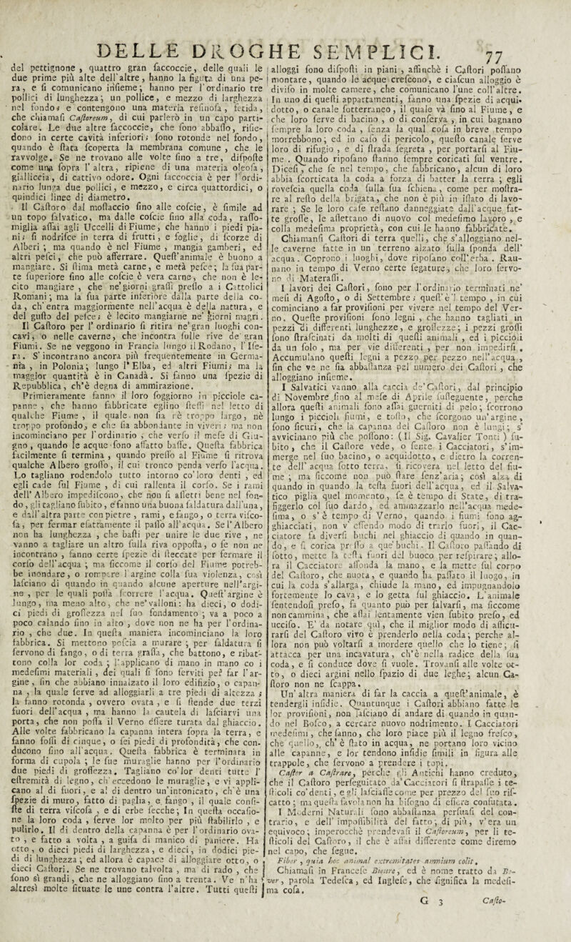 del pettignone , quattro gran faccoccie, delle quali le due prime più alte dell' altre, hanno la figura di una pe¬ ra, e fi comunicano infieme ; hanno per l’ordinario tre pollici di lunghezza; un pollice, e mezzo di larghezza nel fondo# e contengono una materia refinofa , fetida, che chiamafi Cajloreum, di cui parlerò in un capo parti¬ colare. Le due altre faccoccie, che fono abbailo, rifie- dono in certe cavità inferiori; fono rotonde nel fondo, quando è fiata fcoperta la membrana comune , che le ravvolge. Se ne trovano alle volte fino a tre, difpofte come ung fopra l’altra, ripiene di una materia oleofa , gialliccia , di cattivo odore. Ogni faccoccia è per l’ordi¬ nario lunga due pollici, e mezzo, e circa quattordici, o quindici linee di diametro. Il Caftoro dal moftaccio fino alle cofcie, è fimile ad un topo falvatico, ma dalle cofcie fino alla coda, rafib- miglia affai agli Uccelli di Fiume, che hanno i piedi pia¬ ni; fi nodrifce in terra di frutti, e foglie, di fcorze di Alberi ; ma quando è nel Fiume , mangia gamberi, ed altri pefci, che può afferrare. Queft’animale è buono a mangiare. Si fiima metà carne, e metà pefce; la fu a par¬ te fuperiore fino alle cofcie è vera carne, che non è le¬ cito mangiare , che ne’giorni graffi prefìo a i Cattolici Romani’, ma la fua parte inferióre dalla parte della co¬ da, ch’entra maggiormente nell’acqua è della natura, e del gufto del pefce ; è lecito mangiarne ne’ giorni magri. Il Caftoro per l’ordinario fi ritira ne’gran luoghi con¬ cavi, o nelle caverne, che incontra falle rive de'gran Fiumi. Se ne veggono in Francia lungo il Rodano, fife- ri. S’incontrano ancora più frequentemente in Germa¬ nia , in Polonia; lungo PElba, ed altri Fiumi; ma la maggior quantità è in Canadà. Si fanno una fpezie di Repubblica, ch’è degna di ammirazione. Primieramente fanno il loro foggiorno in picciole ca¬ panne , che hanno fabbricate eglino fteffi ne! letto di qualche Fiume, il quale, non fia rè troppo largo, nè troppo profondo, e che fia abbondante in viveri; ma non incominciano per l’ordinario ,' che verfo i! mefe di Giu¬ gno , quando le acque-fono affatto bade, (duella fabbrica facilmente fi termina , quando predò al Fiume fi ritrova qualche Albero groffo, il cui tronco penda verfo l’acqua. Lo tagliano rodendolo tutto intorno co’loro denti , ed egli cade fui Fiume , di cui rallenta il corfo. Se i rami dell’ Albero impedifcono, che non fi alletti bene nel fon¬ do , gli tagliano Libito, e fanno uria buona faldatura dalfuna, e dall’altra parte con pietre , rami, e fango, o terra vifco- fa, per fermar efattamente il palfo all’acqua. Se l’Albero non ha lunghezza , che baffi per unire le due rive , ne vanno a tagliare un altro fulla riva oppofta, o fe non ne incontrano , fanno certe fpezie di fteccate per fermare il corfo dell’acqua ; ma ficcome il corfo del Fiume potreb¬ be inondare, o rompere 1 argine colla fua violenza, così lafciano di quando in quando alcune aperture nell’argi¬ ne , per le quali polla {correre l’acqua. Queff argine è lungo, ma meno alto, che ne’valloni: ha dieci, o dodi¬ ci piedi di groffezza nel fuo fondamento ; va a poco a poco calando fino in alto , dove non ne ha per l’ordina¬ rio , che due. In quella maniera incominciano la loro fabbrica. Si mettono pefeia a murare ; per faldatura fi fervono di fango, odi terra grafìa, che battono, e ribat¬ tono coila Jor coda ; l’applicano di mano in mano co i medefimi materiali , dei quali fi fono ferviti per far l’ar¬ gine, fin che abbiano innalzato il loro edifizio, o capan¬ na , la quale ferve ad alloggiarli a tre piedi di altezza ; la fanno rotonda , ovvero ovata , e fi ftende due terzi fuori dell’acqua , ma hanno la cautela di lafciarvi una porta, che non poff’a il Verno èffiere turata dal ghiaccio. Alle volte fabbricano la capanna intera fopra la terra, e fanno foftì di cinque, o fei piedi di profondità, che con¬ ducono fino all’acqua. Quella fabbrica è terminata in forma di cupola ; le fue muraglie hanno per l’ordinario due piedi di groffezza. Tagliano co’lor denti tutte 1’ eftremità di legno, eh’eccedono ie muraglie, e vi appli¬ cano al di fuori, e al di dentro un’intonicato, ch’è una fpezie di muro, fatto di paglia, e. fango , il quale confi- fte di terra vifeofa , e di erbe fecche; In quella occafio- ne la loro coda , ferve lor molto per più ftabilirlo , e pulirlo. Il di dentro della capanna è per l’ordinario ova¬ to , e fatto a volta , a guifa di manico di paniere. Ha otto, o dieci piedi di larghezza, e dieci, in dodici pie¬ di dj lunghezza; ed allora è capace di alloggiare otto, o , dieci Caftori. Se ne trovano talvolta , ma di rado , che ] fono sì grandicelle ne alloggiano fino a trenta. Ve n’ha * altresì molte fituate le une contra falere. Tutti quefti ] 77 [ alloggi fono difpofti in piani , affinchè i Caftori pollano I montare, quando le acque crefcono, e ciafcun alloggio è divifo in molte camere, che comunicano fune colfaltre. In uno di quefti appartamenti, fanno una fpezie di acqui» : dotto, o canale fotterraneo, il quale và fino al Fiume, e . che loro ferve di bacino , o di conferva , in cui bagnano fempre la loro coda , lenza la qual cofa in breve tempo morrebbono; ed in cafo di pericolo, quefto canale ferve loro di rifugio , e di ftrada legreta , per portarli al Fiu¬ me . Quando ripofano ftanno fempre coricati fui ventre. Dicefi, che fe nel tempo, che fabbricano, alcun di loro abbia fcorticata la coda a forza di batter la terra ; egli rovefeia quella coda fulla fua febiena, come per moftra- re al refto della brigata, che non è più in iftato di lavo¬ rare ; Se le loro cafe reftano danneggiate dall’acque Fit¬ te grofle, le allettano di nuovo col medefimo lavoro , e colla medefima proprietà, con cui le hanno fabbricate. Chiamanfi Caftori di terra quelli, che s’alloggiano nel¬ le caverne fatte in un terreno alzato dulia fponda dell’ acqua. Coprono i luoghi, dove ripofano coll’erba . Rau- nano in tempo di Verno certe legature, che loro fervo¬ no di Materafii. I lavori dei Caftori, fono per l’ordinario terminati ne’ meli di Agofto, o di Settembre; quell’ è ’1 tempo , in cui cominciano a far provifioni per vivere nel tempo del Ver¬ no. Quefte provifioni fono legni , che hanno tagliati in pezzi di differenti lunghezze, e groflezze; i pezzi groffì fono ftrafeinati da molti di quefti animali , ed i piccioli da un folo , ma per vie differenti , per non impedirfi . Accumulano quefti legni a pezzo per pezzo nell’acqua , fin che ve ne fia abbastanza pel numero dei Caftori , che alloggiano infieme. I Salvatici vanno alla caccia de’Cìiftori, dal principio di Novembre .fino al mefe di Aprile fufieguente, perche allora quefti animali fono affai gucrniti di pelo; feorrono lungo i piccioli fiumi, e tofto, che feorgono un’argine, fono ficuri, che la capanna del Caftoro non è lungi; s’ avvicinano più che pofiono: (Il Sig. Cavalier Tonti ) Li¬ bito , che il Cafìore vede, o fente i Cacciatori, s’im¬ merge nel fuo bacino, o acquidotto, c dietro la corren¬ te dell’ acqua fotto terra, fi ricovera nel letto del fiu¬ me ; ma ficcome non può ftare fenz’aria; così alza di quando in quando la tefta fuori dell’acqua, ed il Saba¬ tico piglia quel momento, fe è tempo di State, di tra¬ figgerlo col fuo dardo , ed ammazzarlo nell’acqua mede- fima, o s’è tempo di Verno, quando i fiumi fono ag¬ ghiacciati, non v’ effendo modo di trarlo fuori, il Cac¬ ciatore fa diverfi buchi nel ghiaccio di quando in quan¬ do, e ft corica preffo a que’ buchi. Il Caftoro paftàndo di fotto, inette la tefta fuori del buoco per refpirare; allo¬ ra il Cacciatore all'onda la mano, e la mette fui corpo del Caftoro, che nuota, e quando ha paffato il luogo, in cui la coda s’allarga, chiude la mano, ed impugnandolo fortemente lo cava, e lo getta fui ghiaccio. L’animale fentendofi prefo, fa quanto può per falvarfi, ma ficcome non cammina, che affai lentamente vien fubito prefo, ed uccifo. E’ da notare qui, che il miglior modo di afficti- rarfi del Caftoro vivo è prenderlo nella coda ; perche al¬ lora non può voltarfi a mordere quello che lo tiene; li attacca per una incavatura, ch’è nella radice della fua coda, e fi conduce dove fi vuole. Trovunfi alle volte ot¬ to, o dieci argini nello fpazio di due leghe; alcun Ca¬ ftoro non ne fcappa. Un’altra maniera di far la caccia a queft’animale, è tendergli infidie. Quantunque i Caftori abbiano fatte le lor provifioni, non lafciano di andare di quando in quan¬ do nel Bofco, a cercare nuovo nodiimento. I Cacciatori medefimi, che fanno, che loro piace più il legno frefeo, che quello,( ch’è fiato in acqua, ne portano loro vicino alle capanne, e lor tendono infidie limili in figura alle trappole, che fervono a prendere i topi. Caflpr a Cabrare, perche gli Antichi hanno creduto, che il Caftoro perfeguitato da’ Cacciatori fi ftrapafie i te- fticoli co’denti, egli Iafciaflecome per prezzo del fuo rif- catto ; ma quella favola non ha bifogno di e fiere confutata. I Moderni Naturali tono abbalianza perfuafi del con¬ trario, e dell’ impoflìbilità del fatto; di più, v’era un equivoco; imperocché prendevafi il Caftoreum, per li te- fticoii del Caftoro, il che è affai differente come diremo nel capo, che fegue. Fiber , qu ia hoc animai extretnìtates amnìum colti. Chiamafi in Francefc Bieureì ed è nome tratto da B:~ ver, parola Tedefca, ed Inglefe, che Lignifica la medefi¬ ma cofa. G a Ca(lo~ G 3