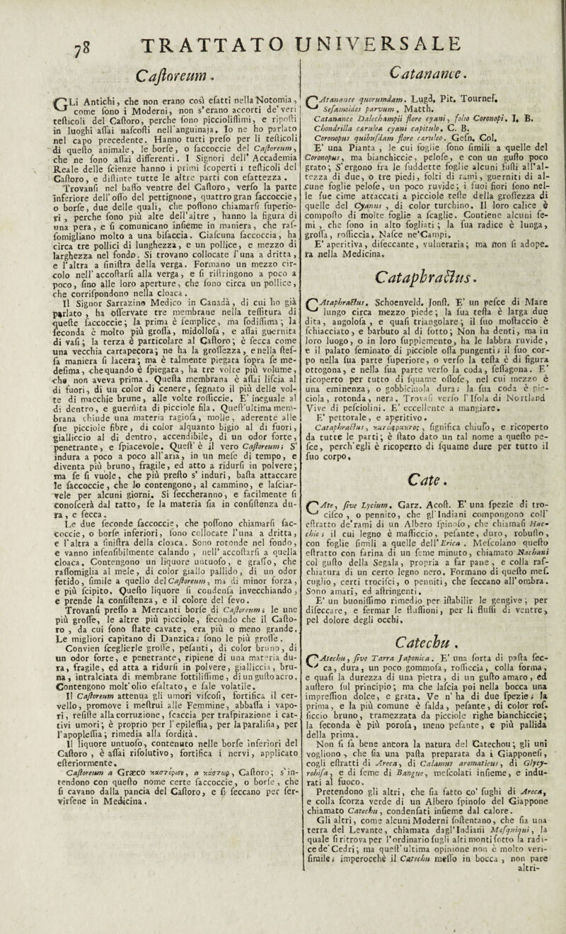 7S Caftoreum. Cstanarne. GLi Antichi, che non erano cosi efatri nella Notomia, come fono i Moderni, non s*erano accorti de’veri tedicoli del Cadoro, perche fono picciolifiìmi, e ripodi in luoghi affai nafcodi nell’anguinaia. Io ne ho parlato nel capo precedente. Hanno tutti prefo per li tedicoli di quedo animale, le borfe, o faccoccie del Caftoreum, che ne fono affai differenti. I Signori dell’ Accademia Reale delle fcienze hanno i primi {coperti i tedicoli del Cadoro, e dipinte tutte le altre parti con efactezza . Trovanfi nel bado ventre del Cadoro, verfo la parte inferiore dell’offo del pettignone, quattro gran faccoccie, o borfe, due delle quali, che poflono chiamarfi fuperio- yi , perche fono più alte dell’altre , hanno la figura di una pera, e fi comunicano infieme in maniera, che raf- fomigliano molto a una bifaccia. Ciafcuna faccoccia, ha circa tre pollici di lunghezza, e un pollice, e mezzo di larghezza nel fondo. Si trovano collocate l'una a dritta, e l’altra a finidra delia verga. Formano un mezzo cir¬ colo nell’ accodard alla verga, e fi rilìringono a poco a poco, fino alle loro aperture, che fono circa un pollice, che corrifpondono nella cloaca. Il Signor Sarrazin® Medico in Canada, di cui Lo già1 parlato , ha offervate tre membrane nella teffitura di quelle faccoccie; la prima è femplice, ma fodiffima ; la feconda è molto più grolla, midollofa, e aliai guarnita di vali4 la terza è particolare al Cafloro; è fecca come una vecchia cartapecora; ne ha la grofl'ezza, e nella def- fa maniera fi lacera; ma è talmente piegata fopra fe me- defitta , chequando è fpiegata, ha tre voice più volume, cha non aveva prima . Quella membrana è aliai lifcia al di fuori, di un color di cenere, fognato il più delle vol¬ te di macchie brune, alle volte rodiccie. E’ ineguale al di dentro, e guernita di picciole fila, Quell’ultima mem¬ brana chiude una materia ragiofa, molle, aderente alle fue picciole fibre, di color alquanto bigio al di fuori, -gialliccio al di dentro, accendibile, di un odor forte, penetrante, e fpiacevole. Quell’ è il vero Caftoreum-, S’ indura a poco a poco all’aria, in un mefe di tempo, e diventa più bruno, fragile, ed atto a ridurfi in polvere; ma fe fi vuole, che più prefto s’ induri, bada attaccare le faccoccie, che lo contengono, al cammino, e lafciar- vele per alcuni giorni. Si feccheranno, e facilmente fi conofcerà dal tatto, fe la materia fia in confidenza du¬ ra , e fecca „ Le due feconde faccoccie, che poffono chiamarfi fac¬ coccie, o borfe inferiori, fono collocate l’una a dritta, e l’altra a finidra della cloaca. Sono rotonde nel fondo, e vanno infenfibilmente calando , nell’ accodarli a quella cloaca. Contengono un liquore uncuofo, e grado, che rafiomiglia al mele, di color giallo pallido, di un odor fetido, fimile a quello del Caftoreum, ma di minor forza, e più fcipito. Quedo liquore fi condenfa invecchiando, e prende la confidenza, e il colore de! fevo. Trovanfi predo a Mercanti borfe di Caftoreum » le une più grode, le altre più picciole, fecondo che il Cado- ro , da cui fono date cavate, era più o meno grande. Le migliori capitano di Danzica; fono le più grode . Convien fceglierle grolle, pelanti, di color bruno, di un odor forte, e penetrante, ripiene di una materia du¬ ra, fragile, ed atta a ridurfi in polvere, gialliccia, bru¬ na, intralciata di membrane fottilidìme, di un gufo acro. Contengono molt’olio efaìtato, e fale volatile. Il Caftoreum attenua gli umori vifcofi, fortifica il cer¬ vello, promove i medrui alle Femmine, abballa i vapo¬ ri, refide alla corruzione, (caccia per trafpirazione i cat¬ tivi umori; è proprio per l’epiledìa, per laparalifia, per l’apoplcdia; rimedia alla fordità. Il liquore untuofo, contenuto nelle borfe inferiori del Cadoro , e adai rifolutivo, fortifica i nervi, applicato ederiormente. Caftoreum a Graeco •xacrrópiov, a v.zo-7u>p, Cadoro; s’in¬ tendono con quedo nome certe faccoccie, o borfe , che fi cavano dalla pancia del Cadoro, e fi feccano per fer¬ vicene in Medicina, At antrace quorumdam. Lugd, Pit, Tournef. ^ Sefamoides parvum „ Matth. Catanance I) ale eh ampli flore cyanì, folto Coronopi, T, B. Cbondrilla c&rulea cyani capitulo. C. B. Coronopus cjuibufdam flore ceruleo. Gefn, Col, B’ una Pianta , le cui foglie fono limili a quelle del Coronopus, ma bianchiccie, pelofe, e con un gudo poco grato; S’ergono fra le fuddette foglie alcuni fudi all’al¬ tezza di due, o tre piedi, folti di rami, guerniti di al¬ cune foglie pelofe, un poco ruvide; i fuoi fiori fono nel¬ le fue cime attaccati a picciole tede della groflezza di quelle del Cyrinus , di color turchino. Il loro calice è compodo di molte foglie a fcaglie. Contiene alcuni fe- mi , che fono in alto fogliati ; la fua radice è lunga, groda, .rodicela, Nafce ne’Campi, E’aperitiva, difeccante, vulneraria; ma iton fi adope¬ ra nella Medicina, Catapbracìus. AtaphraBus. Schoenveld, Jond. E’ un pefee di Mare ^ lungo circa mezzo piede ; la fua teda è larga due dita, angolofa , e quad triangolare; il filo modaccio è fchiacciato, e barbuto al di (òtto; Non ha denti, ma in loro luogo, o in loro fuppiemento, ha le labbra ruvide, e il palato feminato di picciole oda pungenti» il fuo cor¬ po nella fua parte fuperiore, o verfo la teda è di figura ottogona, e nella fua parte verfo la coda, feflagona. E’ ricoperto per tutto di fquame oflbfe, nel cui mezzo è una eminenza, o gobbiciuola dura; la fua coda è pic- ciola , rotonda, nera. Trovali verfo l’Ifola di Nortland Vive di pefciolini. E'eccellente a mangiare. E’ pettorale, e aperitivo. CataphraBus, y.urà<ipxx7o;, fignifica chiufo, e ricoperto da tutte le parti; è dato dato un tal nome a quedo pe¬ fee, perch’egli è ricoperto di fquame dure per tutto il fuo corpo. Cale. |f^Ate, five Lycìum. Garz. Acod. E’una fpezie di tro- ^ cifco , opennito, che gl'Indiani compongono colf edratto de’rami di un Albero fpinofo, che chiamali Hac- chie ; il cui legno è madìccio, pelante, duro, robudo, con foglie fimili a quelle del l'Erica . Mefcolano quedo edratto con farina di un feme minuto, chiamato Nachani col gudo della Segala , propria a far pane , e colla raf- chiatura di un certo legno nero. Formano di quedo mef. cuglio, certi trocifci, o perniiti, che feccano all’ombra. Sono amari, ed adringenti. E’ un buonilfimo rimedio per ìdabìlir le gengive ; per difeccare, e fermar le fluflìoni, per li Audi di ventre, pel dolore degli occhi, Catechu, fl'Atecbuyfìve Tarra Japonica. E’ una forta di pada fec- ca, dura, un poco gommofa, rodìccia, colla forma, e quad la durezza di una pietra, di un gudo amaro, ed audero fui principio; ma che lafcia poi nella bocca una imprefiìon dolce, e grata. Ve n’ha di due fpezie» la prima, e la più comune è falda, pefante, di color rof. liccio bruno, tramezzata da picciole righe bianchiccie; la feconda è più porofa, meno pefante, e più pallida della prima. Non fi fa bene ancora la natura del Catechou; gli uni vogliono, che fia una pada preparata da i Giappone!!, cogli edratti di Areca, di Calamai aromaticus, di Glycy- rohifa, e di feme di Bangue, mefcolati infieme, e indu¬ rati al fuoco. Pretendono gli altri, che fia fatto co’ fughi di Arecay e colla feorza verde di un Albero {pinolo del Giappone chiamato Catechu, condenfati infieme dal calore. Gli altri, come alcuni Moderni fodentano, che fia una terra del Levante, chiamata dagl’indiani Mifquftui, la quale fi ritrova per l’ordinario fugli alti monti fotto la radi¬ ce de’Cedri; ma quell’ultima opinione non è molto veri- firaile» imperocché il Catechu niello in bocca , non pare i altri-