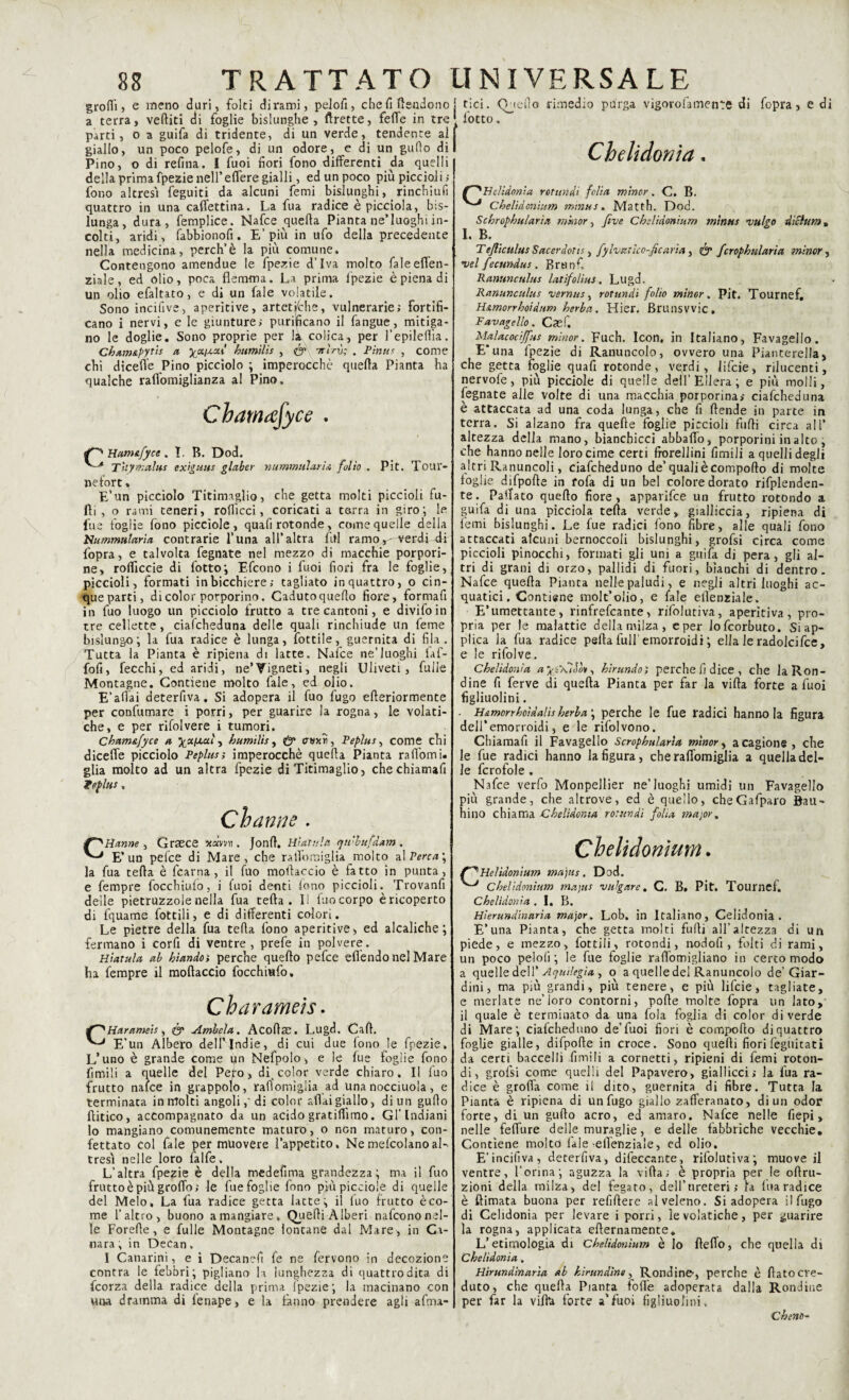 grofiì > e meno duri, folti dirami, pelofi, che fi fendono a terra, vediti di foglie bislunghe, ftrette, feflTe in tre parti, o a guifa di tridente, di un verde, tendente al giallo, un poco pelofe, di un odore, e di un gufo di Pino, o di refina. I fuoi fiori fono differenti da quelli della primafpezie nell’efferegialli, ed un poco più piccioli; fono altresì feguiti da alcuni femi bislunghi, rinchiufi quattro in una caifettina. La fua radice è picciola, bis¬ lunga, dura, femplice. Nafce quella Pianta ne’luoghi in¬ colti, aridi, fabbionofi. E’più in ufo della precedente nella medicina, perch’è la più comune. Contengono amendue le fpezie d’Iva molto faleeflen- ziale, ed olio, poca flemma. La prima lpezie è piena di un olio efaltato , e di un fale volatile. Sono incifive, aperitive, artetfche, vulnerarie; fortifi¬ cano i nervi, e le giunture; purificano il fangue, mitiga¬ no le doglie. Sono proprie per la colica, per l’epilefiìa. CbuwApytis a yxi-i-Zi bumilis , <& -nln); . Fìnta , come chi dicelle Pino picciolo ; imperocché quella Pianta ha qualche ralìomiglianza al Pino. Chamdfyce . C Ham&fyce. I. R. Dod. A Thymalus ex'tguus glaber nummularia folio . Pit. Tour- nefort. E’un picciolo Titimaglio, che getta molti piccioli fa¬ lli , o rami teneri, rofiìcci, coricati a terra in giro-, le fue foglie fono picciole, quali rotonde, come quelle della bhmmularia contrarie l’una all’altra fai ramoverdi fai fopra, e talvolta fegnate nel mezzo di macchie porpori¬ ne, rolTiccie di fatto*, Efcono i fuoi fiori fra le foglie, piccioli, formati in bicchiere; tagliato ir. quattro, o cin¬ que parti, di color porporino. Caduto quello fiore, formafi in fuo luogo un picciolo frutto a tre cantoni, e divifoin tre cellette, ciafcheduna delle quali rinchiude un fame bislungo; la fua radice è lunga, fattile, guernita di fila. Tutta la Pianta è ripiena di latte. Nafce ne’luoghi laf- fofi, fecchi, ed aridi, ne’Vigneti, negli Uliveti, falle Montagne. Contiene molto fale, ed olio. E’aliai deterfiva. Si adopera il fuo fugo efteriormente per confumare i porri, per guarire la rogna, le volati¬ che, e per rifai vere i tumori. Cham&fyce a Xxfj.at , bumilis, & crwxn, Pepita, come chi dicelfe picciolo Pepita ; imperocché quella Pianta ra lì orni, glia molto ad un altra fpezie di Titimaglio, chechiatnafi fedita , Cha mie . } tici. Quello rimedio purga vigorofamente di fopra, e di • fatto. Chelidonia. 1Heltdonìa rotimeli felia minor. C. B. 1 Cbelìdonìum mmus. Matth. Dod. Schrophularia minor, five Cbelidonium mtntts vulgo dicium» I. B. Tejlicttlus Sacerdoti!, fylvaùco-fic aria, & fcrophularia minor, vel fecundus. Rrtinf. Ramine ulta latifolita. Lugd. Rctnunculus vernus, rotundi folio minor. Pit, Tournef. H&morrhoidttm berba. Hier. Brunsvvic» Favagello. Casf. Malacocijfia minor. Fuch. Icon, in Italiano, Favagello. Euna fpezie di Ranuncolo, ovvero una Pianterella, che getta foglie quafi rotonde, verdi, lifeie, rilucenti, nervofe, più picciole di quelle deH’Ellera; e più molli, fegnate alle volte di una macchia porporina; ciafcheduna e attaccata ad una coda lunga, che fi Rende in parte in terra. Si alzano fra quelle foglie piccioli furti circa all’ altezza della mano, bianchicci abballo, porporini in alto, che hanno nelle loro cime certi fiorellini Umili a quelli degli altri Ranuncoli, ciafcheduno de’quali è comporto di molte faglie difpofte in fofa di un bel colore dorato rifplenden- te. Paflato quello fiore, appavifee un frutto rotondo a guifa di una picciola tefta verde, gialliccia, ripiena di lemi bislunghi. Le fue radici fono fibre, alle quali fono attaccati alcuni bernoccoli bislunghi, grofsi circa come piccioli pinocchi, formati gli uni a guifa di pera, gli al¬ tri di grani di orzo, pallidi di fuori, bianchi di dentro. Nafce quella Pianta nelle paludi, e negli altri luoghi ac¬ quatici, Contiene molt’olio, e fale ellenziale. E’umettante, rinfrescante, rifalutiva, aperitiva, pro¬ pria per le malattie della milza, cper lofeorbuto. Si ap¬ plica la fua radice pefta full'emorroidi ; ella le radolcifce, e le rifai ve. Chelidonia ayt\7Ji?v, birundo; perche fi dice , che la Ron¬ dine fi ferve di quella Pianta per far la villa forte a fuoi figliuolini. . H&morrboìdaUs berba \ perche le fue radici hanno la figura dell’emorroidi, e le rifaivono. Chiamali il Favagello Scropbularìa minor, a cagione, che le fue radici hanno la figura, cheraflbmiglia a quella del¬ le fcrofole . Nafce verfo Monpellier ne’luoghi umidi un Favagello più grande, che altrove, ed è quello, cheGafparo Bau» hino chiama Chelidonia rotundi folta major» Hanno , Graece «avvìi. Jonft, Hìatrtla qwbufdam . E’un pelce di Mare, che ralToraiglia molto al Perca', la fua tefta è fcarna , il fuo mortacelo è fatto in punta, e fempre focchiulo, i fuoi denti fono piccioli. Trovatali delle pietruzzoienella fua tefta. lì faocorpo èricoperto di fquame fattili, e di differenti colori. Le pietre della fua tefta fono aperitive, ed alcaliche ; fermano i corfi di ventre , prefe in polvere. Hiarula ab bianda perche quello pefee efiendo nel Mare ha fempre il mortacelo focchmfo. Charameis. Harameis, & Ambela. Acortae. Lugd. Cali. E’un Albero dell'Indie, di cui due fono le fpezie. L’uno è grande come pn Nefpolo, e le fae foglie fono fimili a quelle del Pero, di< color verde chiaro. Il luo frutto nafce in grappolo, raffoinigìia ad una nocciuola , e terminata in molti angoli,'di color aliai giallo, di un gufto ftitico, accompagnato da un acido gratiflìmo. Gl’Indiani lo mangiano comunemente maturo, o non maturo, con¬ fettato col fale per muovere l’appetito. Nemelcolanoal-, tresì nelle loro falfe. L’altra fpezie è della medefima grandezza; ma il fuo frutto è più groffo; le fue foglie fono più picciole di quelle del Melo, La fua radice getta latte; il luo frutto è co¬ me l’altro, buono a mangiare. Quelli Àlberi nafeono nel¬ le Forerte , e falle Montagne lontane dal Mare , in Ca- nara, in Decan , I Canarini, e i Decancfi fa ne fervono in decozione contra le febbri; pigliano la lunghezza di quattro dita di faorza della radice della prima ipezie; la macinano con vma dramma di lenape, e la fanno prendere agli afma- Chelidonium. Helìdonìum majits. Dod. Cbelìdonium majus vitìgare. C. B, Pit. Tournef. Chelidonia . I. B. Hierundtnaria major. Lob. in Italiano, Celidonia. E’una Pianta, che getta molti furti all’altezza di un piede, e mezzo, fattili, rotondi, nodofi , folti di rami, un poco peloli ; le fue foglie raftomigliano in certo modo a quelle dell’ Aqmlegia, o a quelle del Ranuncolo de’Giar¬ dini, ma più grandi, più tenere, e più lifeie, tagliate, e merlate ne’loro contorni, porte molte fopra un lato, il quale è terminato da una fola foglia di color di verde di Mare; ciafcheduno de’fuoi fiori è comporto di quattro foglie gialle, difpofte in croce. Sono quelli fiori fegtiitati da certi baccelli fimili a cornetti, ripieni di femi roton¬ di, grofsi come quelli del Papavero, giallicci; la fua ra¬ dice è grolla come il dito, guernita di fibre. Tutta la Pianta è ripiena di un fugo giallo zafferanato, di un odor forte, di Un gufto acro, ed amaro. Nafce nelle rtepi, nelle feffure delle muraglie, e delle fabbriche vecchie. Contiene molto la le -ellenziale, ed olio. E'incifiva, deterfiva, difeccante, rifalutiva; muove il ventre, l’orina; aguzza la villa; è propria per le oftru- zioni della milza, del fegato, dell’ureteri; la l'uà radice è Rimata buona per refiftere al veleno. Si adopera il fugo di Celidonia per levare i porri, le volatiche, per guarire la rogna, applicata efternamente. L’etimologia di Cbelidonium è Io fteflo, che quella di Chelidonia. Hìrundinarìa ab kìrur.dìne, Rondine-, perche è flato cre¬ duto, che quella Pianta forte adoperata dalla Rondine per far la virtù forte a’fuoi figliuolini. Cheno-