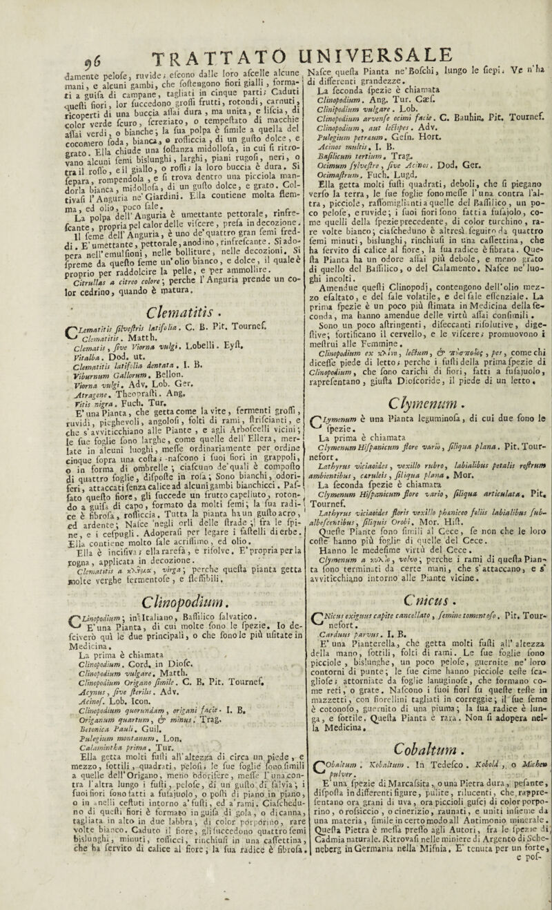 e)(> blamente pelofe, ruvide; efcono dalle loro_ afcelle alcune mani, e alcuni gambi, che follengono fiori gialli , tonna¬ ti a guifa di campane, tagliati in cinque parti; Caduti duetti fiori, lor foccedono groffì frutti, rotondi, carnuti, ricoperti di una buccia aliai dura , ma unita, e iiicia, di color verde fcuro, fcreziato, o temprato di macchie affai verdi, o bianche; la fua polpa e fonile al quella del rnromero Inda, bianca., © rollicela , di un gufto dolce, e t0 Ella chiude una lolhnza midollofa, in cui fi ritro¬ vano alcuni femi bislunghi, larghi, piani rugofi, neri, o tra il rollo, e il giallo, o rolli; la loro buccia è dura. Si fepara, rompendola , e fi trova dentro una pioemia man¬ dorla bianca, midollofa, di un gufto dolce, e grato. Col¬ tivi l’Anguria ne Giardini. Ella contiene molta flem¬ ma, ed olio, poco fale. . f La polpa dell’Anguria e umettante pettorale, rinfre- fcante, propria pel calor delle vifeere, prefa in decozione. 11 feme dell’Anguria, è uno de quattro gran femi fred¬ di E’umettante, pettorale,anodino,nntrelcante. riado¬ pera nell’emulsioni, nelle bolliture, nelle decozioni, S\ fpreme da quello feme un’olio bianco, e dolce, il quale e proprio per raddolcire la pelle, e per ammollire. Citrullas a citreo colore ; perche 1 Anguria prende un co¬ lor cedrino, quando è tpatura. Clematitìs . CLematitìs filvefiris latifolia. C. B. Pit. Tourncfi Clematitìs. Matth. - Clematis , five Vìorna valgi, Lobelli. Eylt. Vitalba. Dod. Ut. Clematitìs latifolia dentata , I. B. Viburnnm Gallorum. Bellon. Viorna valgi. Adv, Lob. Gei. Atragene. Theoprafti. Ang. ritis nigra. Fuch. Tur. . , ^ E’ una Pianta, che getta come la vrte , termenti groftì, ruvidi, pieghevoli, angolofi, folti di rami, ftrifoianti, e che s’avviticchiano alle Piante , e agli Arbofcelli vicini; le fue foglie fono larghe, come quelle dell’Eliera, mer¬ late in alcuni luoghi, meffe ordinariamente per ordine cinque fopra una colta; -nafeono i fuoi fiori in grappoli, o in forma di ombrelle ; ciafcuno de’quali è comporto di quattro foglie, difpofte in roia ; Sono bianchi ^odori¬ feri, attaccati fenza calice ad alcuni gambi bianchicci. Paf- fato quello fiore, gli fuccede un fruttocapeiìuto, roton- ■ do a guifa di capo, formato da molti femi; la lua radi-; ce è fibrofa, rofticcia. Tutta la pianta ha un gufto acro, ed ardente; Nafce 'negli orli delle ftrade ;! fra le fpi- ne e i cefpugli. Adoperali per legare i faftelli di erbe. Ella contiene molto fale acri filmo, ed olio. Ella è incifiva; ella rarefa, e rifolvc. E’propria per la rogna, applicata in decozione. Clematitìs a , virga\ perche quella pianta getta molte verghe lermentofe, e fleffibili. Nafce quella Pianta ne'Bofchi, lungo le fiepi* Ve n ha di differenti grandezze. La feconda fpezie è chiamata Clinopodìum. Ang. Tur. Caef. Clìnìpodìnm vulgare. Lob. Chnopodium arvenfe ocimi faik. C. Bauhin. Pit, Tournef. Clinopodìum , a ut leBtpes . Adv. Tulegium petr&um. Gefll. Hort. Acìnos multis, I. B. Bafilicum tertium, Trag. Ocimum fylvefire , five Acìnos. Dod. Ger, Ocimaflrum, Fuch. Lugd, Ella getta molti furti quadrati, deboli, che fi piegano verfo la terra, le fue foglie fono meffe i’una contra l’al¬ tra, picciole, rafl’omiglianti a quelle del Baffilico, un po¬ co pelofe, e ruvide; i fuoi fiori fono fatti a fufajolo, co¬ me quelli della fpezie precedente, di color turchino, ra¬ re volte bianco; ciafcheduno è altresì feguito Ha, quattro temi minuti, bislunghi, rinchiufi in una caffettina, che ha fervito di calice al fiore, la fua radice è fibrata. Que¬ lla Pianta ha un odore aliai più debole, e meno grato di quello del Baffilico, o del Calamento. Nafce ne’luo¬ ghi incolti. Amendue quelli Clinopodj, contengono dell’olio mez¬ zo efaltato, e del fale volatile, e del fale elfenziale. La prima fpezie è un poco più flimata in Medicina della fe¬ conda, ma hanno amendue delle virtù affai confinili . Sono un poco aftringenti, difeccanti rifolutive, dige- ftive; fortificano il cervello, e le vifeere; promuovono i melimi alle Femmine. Clinopodìum ex «>/v»i, leclum, <& '/r'-aiioocs , pes , come chi diceffe piede di letto; perche i furti della prima fpezie di Clinopodìum, che fono carichi di fiori, fatti a fufajuolo, raprelentano, giulla Diofcoride, il piede di un letto. Clymenum. ffi'Lymenum è una Pianta leguminofa, di cui due fono le ^ fpezie. La prima è chiamata ^ _ i Clymenum Hifipanicum fiore vario, filìqua plana. Pit. Tour- nefort. Latbyrus vìcìaoides, vexillo rubro, labìalibus petalìs refirum ambienxibus, c&ruleis , filìqtta plana , Mor. La feconda fpezie è chiamata. Clymenum Hìfpanìcum fiore vario, filìqua artica lata, Pit, Tournef. Latbyrus vìcìaoides florìs vexillo ph&niceo felìis labialìbns fuh- albefeentibus, filiquis Or obi. Mor. Hill. Quelle Piante fono limili al Ccce, fe non che le loro corte hanno più foglie di quelle del Cece. Hanno le medefime virtù del Cece. Clymenum a xu\lo} volvo\ perche i rami di quella Pian¬ ta fono terminati da certe mani, che s’attaccano, e & avviticchiano intorno alle Piante vicine. Clinopodìum. Linopodìiim ; in-Italiano, Baftiiico falvatico. E’una Pianta, di cui moke fono le fpezie. Io de¬ federò qui le due principali, o che fonole più ulìtatein Medicina, La prima è chiamata , Clinopodìum. Cord, in Diofc. Clinopodìum vulgare, Matth. Clinopodìum Origano filmile. C. B. Pit. Tournef. Acynus, five fterilis. Adv. Acino/. Lob. Icon. Clinopodìum quorundam , orìgani facie • I. B» Orìganum quartum, fy mìnus. Trag. Betonica Bauli. Guil, Bulegium montanum, Lon. Calarn'mtka prima. Tur. Ella getta molti folli all’altezza di circa un. piede, e mezzo, lottili, quadrati, pelofi; le fue foglie fono limili a quelle dell’Origano, meno odorifere, meffe runacon- tra l’altra lungo i furti, pelofe, di un gufto di falvia; i fuoi fiori fono latti a fufajuolo, o porti di piano in piano, o in anelli ceduti intorno a’furti, ed a’rami. Ciafchedu¬ no di quelli fiori è formato in guifa di gola, o di canna, tagliata in alt» in due labbra, di color porporino, rare volte bianco. Caduto il fiore, gliluccedono quattro femi bislunghi, minuti, rofficci, rinchiufi in una caffettina, che ha fervito di calice al fiore; la fua radice è fibrofa. Cnicus. Nicus exìgtius capite cancellato , fiemine tomentofo. Pit, Tour- nefort. Carduus parvus. I. B. E’una Pianterella, che getta moki furti all’altezza della mano, lottili, folti di rami. Le fue foglie fono picciole, bislunghe, un poco pelofe, guernite ne’loro contorni di punte; le lue cime hanno picciole tede fca- gliofe; attorniate da foglie lanuginofe, che formano co¬ me reti,' o grate. Nafeono i fuoi fiori fu quelle tede in mazzetti, con fiorellini tagliati in correggie; il fue feme è cotonofo, guernito di una piuma; la lua radice è lun¬ ga, e fottile. Quella Pianta è rara. Non fi adopera nel¬ la Medicina, Cobaitimi. ff^Obaìium . Kobaltum . In Tedefoo . Kobold , o Miche» pulver. E’una fpezie di Marcafsita, o una Pietra dura, pefante, difpoda in differenti figure, pulite, rilucenti, che.rappre- fentano ora grani di uva, ora piccioli gufo) di color porpo¬ rino, orofsiccio, ocinerizio, raunati, e uniti infieme da una materia, limile in certo modo all Antimonio minerale. Quella Pietra è meda predo agli Autori, fra le fpezie di( Cadmia naturale. Ritrovafi nelle miniere di Argento di Scbe- neberg in Germania nella Mifnia, E’ tenuta per un forte, e pof-