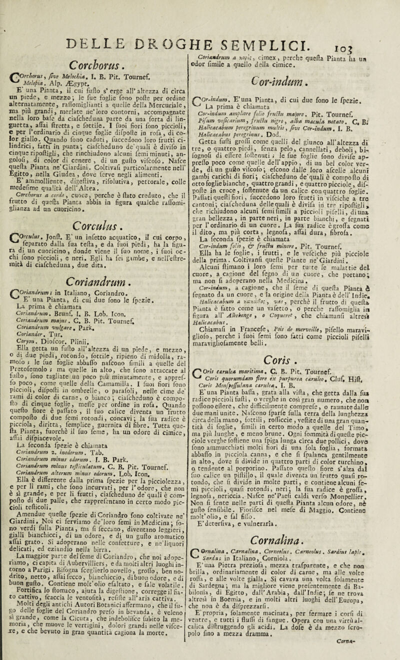 DELLE DE OG Corcborus. ^Orchorus, five Melochìa. I, B. Pit. Tournef. Melopia. AIp. ,/Egypt. E una Pianta, il cui furto s’erge all’altezza di circa un piede, e mezzo•, le fue foglie fono porte per ordine alternatamente, raflomiglianti a quelle delia Mercuriale , ina più grandi, merlate ne’loro contorni, accompagnate nella loro bafe da ciafcheduna parte da una Torta di lin¬ guetta, affai ftretta, e fottile. I fuoi fiori fono piccioli, e per l’ordinario di cinque foglie difpolte in rofa, di co¬ lor giallo. Quando fono caduti, fuccedono loro frutti ci¬ lindrici, fatti in punta; ciafcheduno de’quali è divifo in cinque riportigli, che rinchiudono alcuni Temi minuti, an¬ golo lì , di color di cenere, di un gufto vifcofo. Nafce querta Pianta ne’Giardini. Coltivafi particolarmente nell’ Egitto, nella Giudea, dove ferve negli alimenti. E’ammolliente, digeftiva, rifolutiva, pettorale, colle medefime qualità dellAltea. Corcborus a corde, cuore, perche è flato creduto, che il frutto di quefta Pianta abbia in figura qualche ratt'omi- glianza ad un cuoricino, Corculus. ^Orculus, Jonrt. E’ un infetto acquatico, il cui corpo, feparato dalla fua tefta, e da fuoi piedi, ha la figu¬ ra di^ un cuoricino, donde viene il fuo nome, i fuoi oc¬ chi fono piccioli, e neri. Egli ha fei gambe, e neH’eftre- mità di ciafcheduna, due dita, Corìandrum. Oriandrum; in Italiano, Coriandro. E’ una Pianta, di cui due fono le fpezie. La prima è chiamata Corìandrum. Brunf. I. B. Lob. Icon. Corìandrum majus. C. B. Pit. Tournefi Corìandrum bulgare , Park, Corìander. Tur, Coryon. Diofcor. Plinii. Ella getta un furto all’altezza di un piede, e mezzo, o di. due piedi, rotondo, fottile, ripieno di midolla, ra¬ soio i le fue foglie abbafib nafcono limili a quelle del Pretofemolo ; ma quelle in alto, che fono attaccate al furto, fono tagliate un poco più minutamente, e appref- io poco, come quelle della Camamiila. I fuoi fiori fono piccioii, difporti in ombrelle, o parafali, nelle cime de’ rami di color di carne, o bianco ; ciafcheduno è compo¬ rto di cinque foglie, meffe per ordine in rofa. Quando quefto fiore è pattato , il fuo calice diventa un frutto comporto di due femi rotondi, concavi; la fua radice è picciola, diritta, femplice, guernita di fibre. Tutta qua¬ tta Pianta, fuorché il fuo Teme, ha un odore di cimice, affai difpiacevole. La feconda fpezie è chiamata Corìandrum z. inodorum. Tab. Corìandrum tninus odorum. I. B. Park. Corìandrum tninus tefiìculatum, C. B. Pit. Tournef. Corìandrum alterum tninus odorum. Lob. Icon. Ella è differente dalla prima fpezie per la picciolezza, e per li rami, che fono incurvati, per l’odore, che non è sì grande, e per li frutti, ciafcheduno de’quali è com¬ porto di due palle, che rapprefentano in certo modo pic¬ cioli tefticoli. Amendue quelle fpezie di Coriandro fono coltivate ne’ Giardini . Noi ci ferviamo de’loro femi in Medicina; fo¬ no verdi lulla Pianta, ma fi feccano, diventano leggieri, gialli bianchicci, di un odore, e di un gufto aromatico affai grato. Si adoperano nelle confetture, e ne’lìquori delicati, ed eziandio nella birra. La maggior parte delfeme di Coriandro, che noi adope¬ riamo, ci capita di Aubervilliers, e da molti altri luoghi in¬ torno a Parigi. Bifogna fceglierlo novello, grolfo, ben no- drito, netto, aliai fecco, bianchiccio, di buon odore, e di buon gufto. Contiene molt’olio efaltato, e fale volatile. Fortifica Io ftomaco, ajuta la digettione, corregge il fia¬ to cattivo, fcaccia le ventofità, relitte all’aria cattiva. Molti degli antichi Autori Botanici affermano, che il Tu¬ fi0 delle foglie del Coriandro prefo in bevanda, è veleno sì grande, come la Cicuta, che indebolire fubito la me¬ moria, che muove le vertigini, dolori grandi nelle vifce- Jre> e c»12 bevuto in gran quantità cagiona la morte. HE SEMPLICI. i0? Corìandrum a uopi;, cimex , perche quella Pianta ha un odor ùmile a quello della cimice. Cor-indum. f^Or-indum. E’una Pianta, di cui due fono le fpezie. ^ La prima è chiamata Cor-indum amphore folio fruchi majore. Pit. Tournef. Pìfum vefìcarium, fructu nìgro, alba macula notato. C. B; Haltcacabum peregrinum multis, fìve Cor-indum, I. B. Halìcacabus peregrinus. Dod. Getta furti groffi come quelli del giunco all’altezza di tre, o quattro piedi, fenza pelo, cannellati, deboli, bi- fogno fi di ettere foftenuti ; le fue foglie fono divife ap¬ pretto poco come quelle dell’appio, di un bel color ver¬ de, di un gufto vifcofo ; efcono dalle loro afcelle alcuni gambi carichi di fiori; ciafcheduno de’quali è comporto di otto foglie bianche, quattro grandi, e quattro picciole, dif- potte in croce, (ottenute da un calice con quattro foglie. Pattaci quelli fiori, fuccedono loro ftutti in vifciche a tre cantoni; ciafcheduna delle quali è divifa in tre riportigli, che richiudono alcuni femifimili a piccioli pifelli, diuna. gran bellezza, in parteneri, in parte bianchi, e fegnati per l’ordinario di un cuore. La fua radice è grotta come il dito, ma più corta, legnofa, affai dura, fibrofa. La feconda fpezie è chiamata Cor-indum folio, & fruftu minore, Pit. Tournef. Ella ha le foglie, i frutti, e le vefciche più picciole della prima. Coltivanfi quelle Piante ne’Giardini. Alcuni (limano i loro femi per turte fe malattie del cuore, a cagione del fegno di un cuore, che portano; ma non fi adoperano nella Medicina. Cor-indum, a cagione, che il feme di querta Pianta è fegnato da un cuore, e la origine della Pianta è dell’Indie. Halicacabnm a zctyjdo:, vas, perchè il frutto di quefta» Pianta è fatto come un vafetco, o perche raflomiglia in figura all’ Alkekenge , o Coqueret, che chiamanfi altresì Halicacabm. Chiamafi in Francefe, Pois de merveìlley pifello maravi- gliofo, perche i fuoi femi fono fatti come piccioli pifelli maravigliofamente belli, Coris . Oris c&mlea marìtìma, C. B. Pit. Tournef. Coris quorumdam flore ex purpurea c&ruleo, Clufi Hjft, Coris Monfpeffulana c&rulea, I. B. E'una Pianta bada, grata alla villa, che getta dalla fua radice piccioli furti, o verghe in così gran numero, che non poffonoeflere, che diffìcilmente comprefe, o raunatedalle due mani unite. Nafcono fparfe fulla terra della lunghezza circa della mano, Tettili, roffìccie , veftite di una gran quan¬ tità di foglie, ùmili in certo modo a quelle del Timo, ma più lunghe, e meno brune. Ogni fommità di quelle pic¬ ciole verghe foftiene una fpiga lunga circa due pollici, dova fono ammucchiati molti fiori di una fola foglia, formata abbatto in picciola canna, e che fi fpalanca gentilmente in alto, dove fi divide in quattro parti di color turchino, q tendente al porporino. Pattato quefto fiore s’alza dai fuo calice un piftillo, il quale diventa un frutto quafi ro¬ tondo, che fi divide in molte parti, e contiene alcuni fe¬ mi piccioli, quafi rotondi, neri; la fua radice è grotta, legnofa, nerideia. Nafce ne’Paefi caldi verfo Monpellier. Non fi fente nelle parti di quefta Pianta alcun odore, nè gufto fenfibile. Fiorifce nel mefe di Maggio, Contiene molt’olio, e fai fitto. E’deterfiva, e vulneraria. Cornalma. Qrnalìna . Carnaiina. Corneolus. Carneolus. Sardiut lapis M ^ Sarda; in Italiano, Corniola, E’una Pietra preziofa, mezza trafparente, e che non brilla, ordinariamente di color di carne, ma alle voice rotta, e alle volte gialla. Si cavava una volta folamence di Sardegna; ma la migliore viene prefentemente di Ba¬ bilonia, di Egitto, dall’Arabia, dall’Indie; fe ne trova altresì in Boemia, e in molti altri luoghi dell’Europa, che non è da difprezzarfi. E’propria, fittamente macinata, per fermare i corfi di ventre, e tutti i flutti di fangue. Opera con mia virtùal- calica diftruggendo gli acidi. La dofe è da mezzo fcro- polo fino a mezza dramma. Cornar