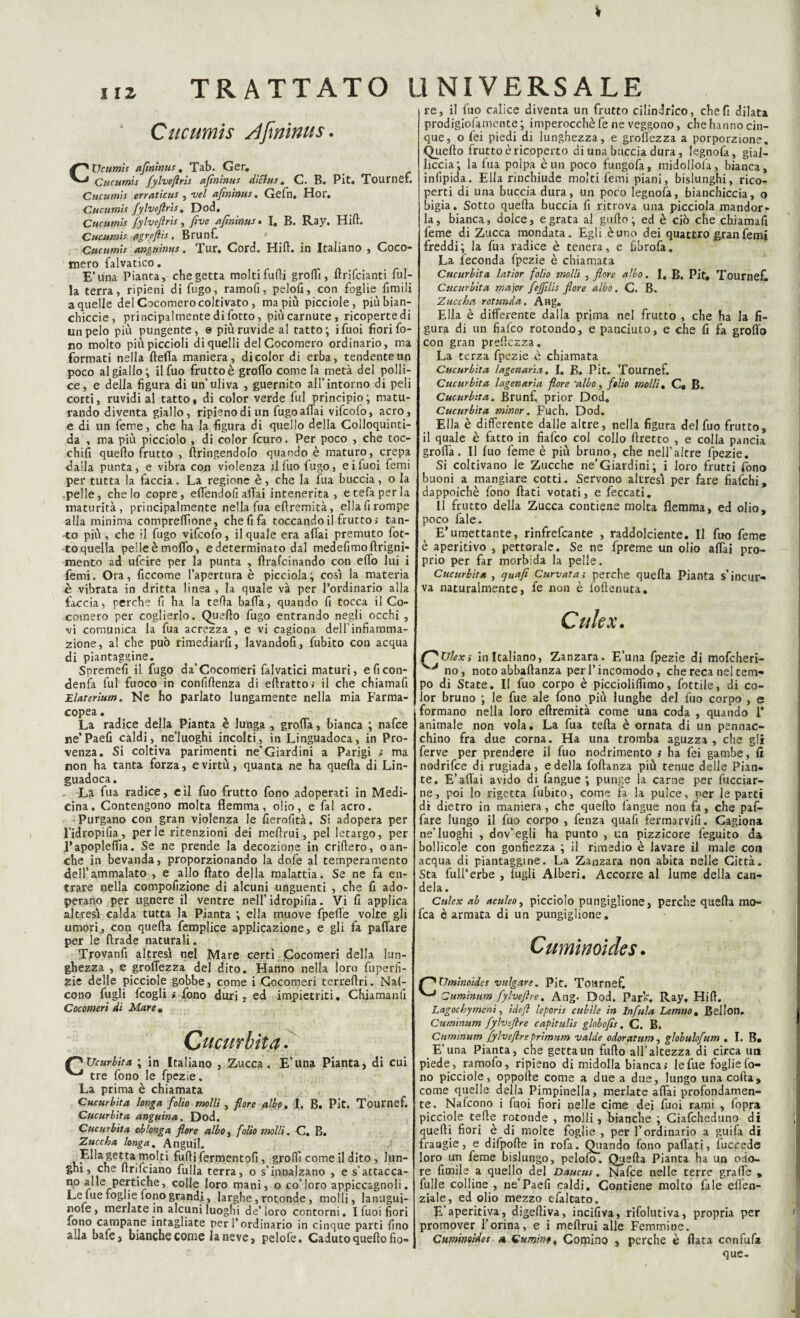 Cucumis Afininus. Vcumis afminus. Tab. Ger. Cucumis fylveftris afminus dìBus. C. B. Pit. Toumef. Cucumis erraticus , vel afminus. Gefn. Hor. Cucumis fylveftris. Dod. Cucumis fylveftris, five afminus. I. B. Ray. Hift. Cucumis agreftis . Brunf. * Cucumis anguinus. Tur. Cord. Hift. in Italiano , Coco¬ mero falvatico. E’una Pianta, che getta molti furti grotti, ftrifcianti ful- la terra, ripieni di fugo, ramofi, pelofi, con foglie Cimili a quelle del Cocomero coltivato, ma più picciole, piùbian- chiccie, principalmente di fotto, più carnute, ricoperte di un pelo più pungente, e più ruvide al tatto; ifuoi fiori fo¬ no molto più piccioli di quelli del Cocomero ordinario, ma formati nella fletta maniera, dicolor di erba, tendente un poco al giallo; ilfuo frutto è grotto come la metà del polli¬ ce, e della figura di un’uliva , guernito all’intorno di peli corti, ruvidi al tatto, di color verde fui principio; matu¬ rando diventa giallo, ripieno di un fugoaflai vifcolo, acro, e di un feme, che ha la figura di quello della Colloquinti- da , ma più picciolo , di color fcuro. Per poco , che toc¬ chili quello frutto , flringendolo quando è maturo, crepa dalla punta, e vibra con violenza il fuo fugo, eiluoi femi per tutta la faccia. La regione è, che la fua buccia, o la pelle, che lo copre, effendofi affai intenerita, etefaperla maturità, principalmente nella fua eftremità, ella fi rompe alla minima compresone, che fi fa toccando il frutto; tan¬ to più , che il fugo vifcofo, il quale era affai premuto fot¬ to quella pelle è motto, e determinato dal medefimo ftrigni- mento ad ufcire per la punta , ftrafcinando con etto lui i femi. Ora, ficcome l’apertura è picciola; cosi la materia è vibrata in dritta linea , la quale và per l’ordinario alla faccia, perche fi ha la tetta batta, quando fi tocca il Co¬ comero per coglierlo. Quello fugo entrando negli occhi , vi comunica la fua acrezza , e vi cagiona dell'infiamma¬ zione, a! che può rimediarfi, lavandoli, fubito con acqua di piantaggine. Spremefi il fugo da’Cocomeri falvatici maturi, eficon- denìa fui fuoco in confiftenza di eftratto; il che chiamafi Elaterium. Ne ho parlato lungamente nella mia Farma¬ copea . La radice della Pianta è lunga , grotta, bianca ; nafce ne’Paefi caldi, ne’luoghi incolti, in Linguadoca, in Pro¬ venza. Si coltiva parimenti ne’Giardini a Parigi ; ma non ha tanta forza, e virtù, quanta ne ha quella di Lin¬ guadoca. La fua radice, e il fuo frutto fono adoperati in Medi¬ cina. Contengono molta flemma, olio, e fai acro. Purgano con gran violenza le fierofità. Si adopera per l’idropifia, perle ritenzioni dei mefìrui, pel letargo, per l’apopleffia. Se ne prende la decozione in criftero, o an¬ che in bevanda, proporzionando la dofe al temperamento dell’ammalato , e allo flato della malattia. Se ne fa en¬ trare nella compofizione di alcuni unguenti , che fi ado¬ perano per ugnere il ventre nell’ idropifia. Vi fi applica altresì calda tutta la Pianta ; ella muove fpette volte gli umori, con quella femplice applicazione, e gli fa pattare per le ftrade naturali. Trovanft altresì nel Mare certi (Cocomeri della lun¬ ghezza , e groffezza del dito. Hanno nella loro fuperfi- zie delle picciole gobbe, come i Cocomeri terreflri. Nal- cono fugli fcogli ; fono duri, ed impietriti* Chiamanfi Cocomeri di Mare • Cucurbita. Q'XJcurlita ; in Italiano , Zucca. E’una Pianta, di cui tre fono le fpezie. La prima è chiamata Cucurbita longa folio molli , flore albo. I. B. Pit. Tournef. Cucurbita anguìna. Dod. Cucurbita cblonga flore albo, folio molli. C. B. Zuccha longa. Anguil. Ella getta molti futtifermentofi, grotti come il dito , lun¬ ghi, che ftrifciano filila terra, o s’innalzano , e s’attacca- n,° a Ile pertiche, colle loro mani, o co’loro appiccagnoli. Le lue foglie fono grandi, larghe, rotonde , molli, lanugui- rofe, merlate in alcuni luoghi de’loro contorni. I fuoi fiori fono campane intagliate per l’ordinario in cinque parti fino alla bafe, bianche come la neve, pelofe. Caduto quello fio¬ re, il fuo calice diventa un frutto cilindrico, che fi dilata prodigiofamente ; imperocché fe ne veggono, che hanno cin¬ que, o lei piedi di lunghezza, e grettezza a porporzione. Quello frutto è ricoperto di una buccia dura, legnofa, gial¬ liccia; la fua polpa è un poco fungofa, midollofa, bianca, infipida. Ella rinchiude molti femi piani, bislunghi, rico¬ perti di una buccia dura, un poco legnolà, bianchiccia, o bigia. Sotto quella buccia fi ritrova una picciola mandor¬ la, bianca, dolce, e grata al guido; ed è ciò che chiamafi feme di Zucca mondata. Egli èuno dei quattro gran femi freddi; la fua radice è tenera, e fibrofa. La feconda fpezie è chiamata Cucurbita, latior folio molli , flore albo. I, B. Pit, Tournef. Cucurbita major fejflis fiore albo. C. B. Zuccha rotunda. Ang. Ella è differente dalla prima nel frutto , che ha la fi¬ gura di un fiafeo rotondo, e panciuto, e che fi fa grotto con gran preflezza. La terza fpezie è chiamata Cucurbita lagenaria. I. B. Pit. Tournef. Cucurbita lagenaria flore 'albo, folio molli . C* B. Cucurbita. Brunf. prior Dod. Cucurbita minor. Fuch. Dod. Elia è differente dalle altre, nella figura del fuo frutto, il quale è fatto in fiafeo col collo llretto , e colla pancia grotta. Il luo feme è più bruno, che nell’altre fpezie. Si coltivano le Zucche ne’Giardini; i loro frutti fono buoni a mangiare cotti. Servono altresì per fare fiafehi, dappoiché fono flati votati, e feccati. Il frutto della Zucca contiene molta flemma, ed olio, poco fale. E’umettante, rinfrefeante , raddolcente. Il fuo feme è aperitivo , pettorale. Se ne fpreme un olio affai pro¬ prio per far morbida la pelle. Cucurbita , quafi Curvata; perche quella Pianta s’incur- va naturalmente, fe non è foftenuta, Culex. f^TJlex; in Italiano, Zanzara. E’una fpezie di mofeheri- J no, noto abbaftanza per l’incomodo, che reca nel tem¬ po di State. Il fuo corpo è piccioliffimo. Lottile, di co¬ lor bruno ; le fue ale fono più lunghe del fuo corpo , e formano nella loro eftremità come una coda , quando T animale non vola. La fua tefta è ornata di un pennac- chino fra due corna. Ha una tromba aguzza , che gli ferve per prendere il fuo nodrimento ; ha fei gambe, lì nodrifee di rugiada, e della foftanza più tenue delle Pian¬ te. E’affai avido di fangue; punge la carne per fiaccar¬ ne, poi lo rigetta fubito, come fa la pulce, per le partì di dietro in maniera, che quello fangue non fa, che paf- fare lungo il fuo corpo , fenza quafi fermarvifi. Cagiona ne’luoghi , dov’egli ha punto , un pizzicore feguito da bollicole con gonfiezza ; il rimedio è lavare il male con acqua di piantaggine. La Zanzara non abita nelle Città. Sta full’erbe , fugli Alberi. Accorre al lume della can¬ dela . Culex ab aculeo, picciolo pungiglione, perche quella mo- fca è armata di un pungiglione. Cumino} de s. Vminoides vulgart. Pit. Tournef :Zumìnum fy lyeftre. Ang. Dod. Part. Ray. Hift. Lagochymcni, ideft leporìs cubile in Infula Lemno, Bellon. Cuminum fylveftre capitulis globofts. C. B. Cummum fylveftreprimum valde odoratum, globulofum . I. B, E’una Pianta, che getta un furto all’altezza di circa un piede, ramofo, ripieno di midolla bianca; le fue foglie fo¬ no picciole, oppolle come a due a due, lungo una corta, come quelle della Pimpinella, merlate affai profondamen¬ te. Nafcono i fuoi fiori nelle cime dei fuoi rami , fopra picciole tefte rotonde , molli, bianche ; Ciafcheduno di quelli fiori è di molte foglie , per l’ordinario a guifa di fraagie, e difpofte in rofa. Quando fono partati, fuccede loro un feme bislungo, pelofo. Quella Pianta ha un odo¬ re fonile a quello del Daucus. Nafce nelle terre graffe , fulle colline , ne’Paefi caldi. Contiene molto fale eflen- ziale, ed olio mezzo efaltato. E’aperitiva, digeftiva, incifiva, rifolutiva, propria per promover l’orina, e i meftrui alle Femmine. Cuminoìdet a Cumino, Cornino , perche è Hata confitta que-