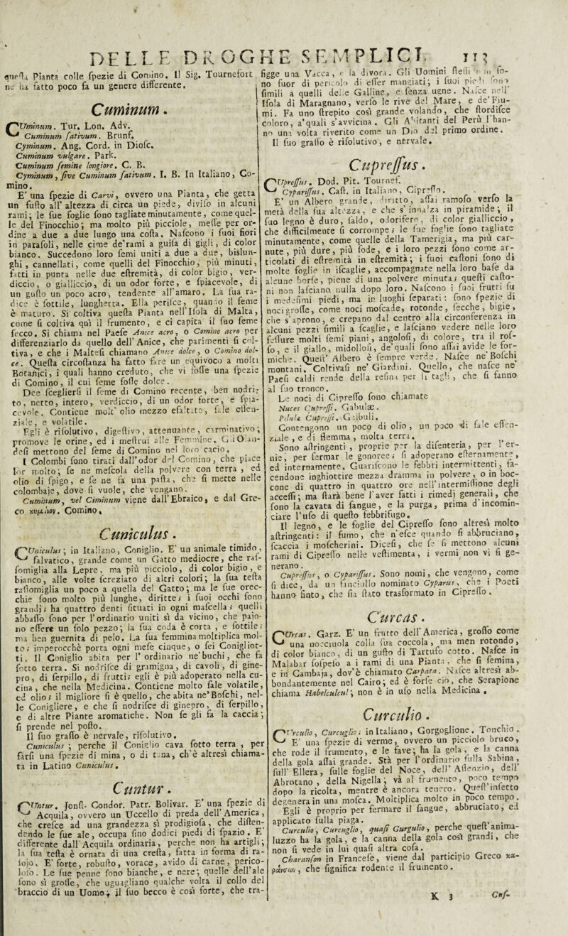 quarta Pianta colle fpezie di Cornino, I! Sig, Tournefort, ne ha fatto poco fa un genere differente. Cumìnum. r^Urrùnum. Tur, Lon. Adv. Cuminum fatìvum. Brunf. Cym'mum. Ang. Cord, in Diofc. Cumìnum vulgare. Park. Cumìnum /emine longiore, C. B. Cyminum ì fìve Cumìnum fatìvum. I, B. In Italiano, Co¬ rnino. E'una fpezie di Carvi, ovvero una Pianta, che getta un fu fio all’altezza di circa un piede, divifo in alcuni rami ; le fue foglie fono tagliate minutamente, come quel¬ le del Finocchio*, ma molto più picciole, metìe per or¬ dine a due a due lungo una coda. Nafcono i Tuoi fiori in parafoli, nelle cime de’rami a guifa di gigli, di color bianco. Succedono loro femi uniti a due a due, bislun¬ ghi, cannellati, come quelli del Finocchio, più minuti, fatti in punta nelle due ertremità, di color bigio, ver¬ diccio, o gialliccio, di un odor forte, e (piacevole, di un gudo un poco acro, tendente all amaro. La iua ra¬ dice è fottile, lunghetta. Elia perilce, quando il feme è maturo. Si coltiva queda Pianta nell 11ola di Malta, come fi coltiva qui il frumento, e ci capita il (uo feme becco, Si chiama nel Paefe Anice acro, o Cornino acro per differenziarlo da quello dell’Anice, che parimenti fi col¬ tiva, e che i Maltefi chiamano Anice dolce, a Cornino dol¬ ce. Queda circodanza ha fatto fare un equivoco a molti Botanici, i quali hanno creduto, che vi foffe una fpezie di Cornino, il cui feme fode dolce. . Dee fceglierfi il feme di Cornino recente , ben nodri; to, netto, in.tero, verdiccio, di un odor forte, e (pia- cevolc. Contiene roolt olio mezzo efa!t^to> i«.Io elica- ziale, e volatile. Egli è rifolutivo, digedivo, attenuante, carminativo; promove le orine, ed i medrui alle Femmine. G.iO.an- ded mettono del feme di Cornino nel loro cacio, L Colombi fono tiraci dall’odor del Cornino, che piace Icr molto; fe ne mefeok della polvere con terra , ed olio di fpigo, e fe ne fa una pada, che fi mette nelle colombaie, dove fi vuole, che vengano. . Cumìnum, vel Cìmìnitm viene dall’Ebraico, e dal Gre¬ co ku/x/vov. Cornino, figge una Vacca, e la divora. Gli Uomini defli V m fo¬ no fuor di pericolo di eder mangiati; i fuoi pioli !on> firmili a quelli del.e Galline, e fenza ugne. N.iice^neil Ifola di Maragnano, vedo le rive de! Mare, e de Fiu- mi. Fa uno drepito cosi grande volando, che dorduce coloro, a’quali s’avvicina. Gli Abitanti del Perù 1 han¬ no uni volta riverito come un Dm del primo ordine. Il fuo graffo è rifolutivo, e nervale. Cupreffus. Cuniculus. 'Uniculus ; in Italiano, Coniglio. E un animale timido , * falvatico, grande come un Gatto mediocre, che raf- fomiglia alla Lepre, ma più picciolo, di color bigio, e bianco, alle volte fcreziato di altri colori; la fua teda rafìomiglia un poco a quella de! Gatto; ma le fue orec¬ chie fono molto più lunghe, diritte; i fuoi occhi fono grandi; ha quattro denti fituati infogni mafcella; quelli abbado fono per l’ordinario uniti si da vicino, che paio¬ no edere un folo pezzo; la fua coda è corta , e lottile; ma ben guernita di pelo. La fua femmina moltiplica mol¬ to; imperocché porta ogni mefe cinque, o fei Conigliet¬ ti. Il Coniglio abita per 1’ ordinario ne buchi, che fa fotto terra. Si nodTifce di gramigna, di cavoli, di gine¬ pro, di ferpilìo, di frutti; egli è più adoperato nella cu¬ cina , che nella Medicina. Contiene molto Tale volatile, ed olio; il migliore fi è quello, che abita ne’Bofchi, nel¬ le Conigliere, e che fi nodrifee di ginepro, di ferpilìo, e di altre Piante aromatiche. Non fe gli fa la caccia; fi prende nel porto. Il fuo grado è nervale, rifolutivo. Cuniculus ; perche il Coniglio cava fotto terra , per fard una fpezie di mina, o di t;;na, eh e altresì chiama¬ ta in Latino Cuniculus, Cuntur. f^TTniur. Jond- Condor. Patr. Bolivar. E una fpezie di Acquila, ovvero un Uccello di preda dell America, che crefce ad una grandezza si prodigiofa,. che dirten- dendo le fue ale, occupa fino dodici piedi di fpazio . E differente dall Acquila ordinaria, perche non ha artigli; la lua teda è ornata di una creda, fatta in torma di ra- iojo. E’ forte, robudo, vorace, avido di carne, perico- lofo. Le fue penne fono bianche, e nere; quelle dell ale fono sì grotfe, che uguagliano qualche volta il collo del braccio di un Uomov il fuo becco è così forte, che tra- CUpreffus. Dod. Pit. Tournef. Cypanjfus. Cad. in Italiano, Gipredo. E’ un Albero granile, diritto, affai ramofo verbo la metà della fua altezza, e che s’inna'za in piramide;, il fuo legno è duro, l'aldo, odorifero, di color gialliccio, che difficilmente fi corrompe ; le lue foghe fono tagliate minutamente, come quelle della Tamerigia, ma piu car¬ nute, più dure, più fode, e i loro pezzi fono come ar¬ ticolati di edremità in eftremità; i fuoi cadom fono dt molte foglie in ifeaglie, accompagnate nella loro baie da alcune berfe, piene di una polvere minuta; quedi carto¬ ni non la (ciano, nulla dopo loro. Nafcono i fuoi frutti iu i medefimi piedi, ma in luoghi feparati : fono fpezie di noci grolle, come noci mofeade, rotonde, becche, bigie, che s’aprono, e crepano da! centro alla circonferenza in alcuni pezzi fimi» a fcaglie, e lafciano vedere nelle loro fetfure molti femi piani, angolofi, di colore, tra il rol- fo, c il giallo, midollofj, de’quali fono aliai avide.le for¬ miche. Quell’ Albero è fempre verde. Nafce ne Bolchi montani. Coltivafi ne Giardini. Quello, che nafce ne Paefi caldi rende della refini per li tagli, che fi fanno al fuo tronco. Le noci di Gipredo fono chiamate Nuces Cttpreffi, Gabuiac . Piluli. Cuprejfi. Galbuli. . Contengono un poco di olio, un poco di Die ellen- ziale , e di flemma, molta terra. Sono adringenti , proprie per la difenteria , per ! er¬ nie, per fermar le gonoree ; li adoperano edernamente, ed internamente. Guarifcono le febbri intermittenti, ta¬ cendone inghiottire mezza dramma in polvere, o in boc¬ cone di quattro in quattro ore nell’ intermitfìone degli accedi; ma darà bene l'aver fatti i rimedi generali, che fono la cavata di fangue, e la purga, prima d’incomin¬ ciare l’ufo di quedo febbrifugo. ... Il legno, e le foglie del Ci predo fono altresì molto adringenti: il fumo, che n efee quando fi abbruciano, fcaccia i mofeherini. Dicefi, che fe fi mettono alcuni rami di Gipredo nelle veftimenta, i vermi non vi fi ge¬ nerano . Cuprejfits, o Cyparì/fus. Sono nomi, che vengono., come fi dice, da un fanciullo nominato Cyparus, che i Poeti hanno finto, che fia dato trasformato in Ciprefio . C'urcas • CXJrcas. Garz. E’ un frutto dell'America, groflo come una noeciuola colla fua coccola, ma men rotondo, di color bianco, di un gudo di Tartufo cotto. Nafce in Malabar fofpeto a i rami di una Pianta, c..e fi (emina, e in Gambaja, dov’è chiamato Carpata. Naice altresì.ab¬ bondantemente nel Cairo; ed e forfè ciò, che Serapione chiama Habelculcul; non e in ufo neha Medicina * Curatilo. CVr cullo, Curcuglìo ; in Italiano, Gorgoglione. Tonchio .. E' una fpezie di verme, ovvero un picciolo bruco, che rode il frumento, e le fave; ha la gola, e la canna della gola adai grande. Stà per l’ordinario fulla Sabina, full’Edera, fulle foglie del Noce, dell’ Altenzio, dell Abrotano , della Nigella ; va a ^ ^ o * * r dopo la ricolta, mentre e ancora tenero. Quell inietto degenera in una mofea. Moltiplica molto in poco tempo . Egli è proprio per fermare il fangue, abbruciato, c.i applicato fulla piaga. n. Curculio , Curcuglìo, quafì Gurgulio , perche quell anima- luzzo ha la gola, e la canna della gola cosi granai, che non fi vede in lui quafi altra cofa. Charanfon in Francefe, viene dal participio Greco **- pàrccoi} che fignifica rodente il frumento.