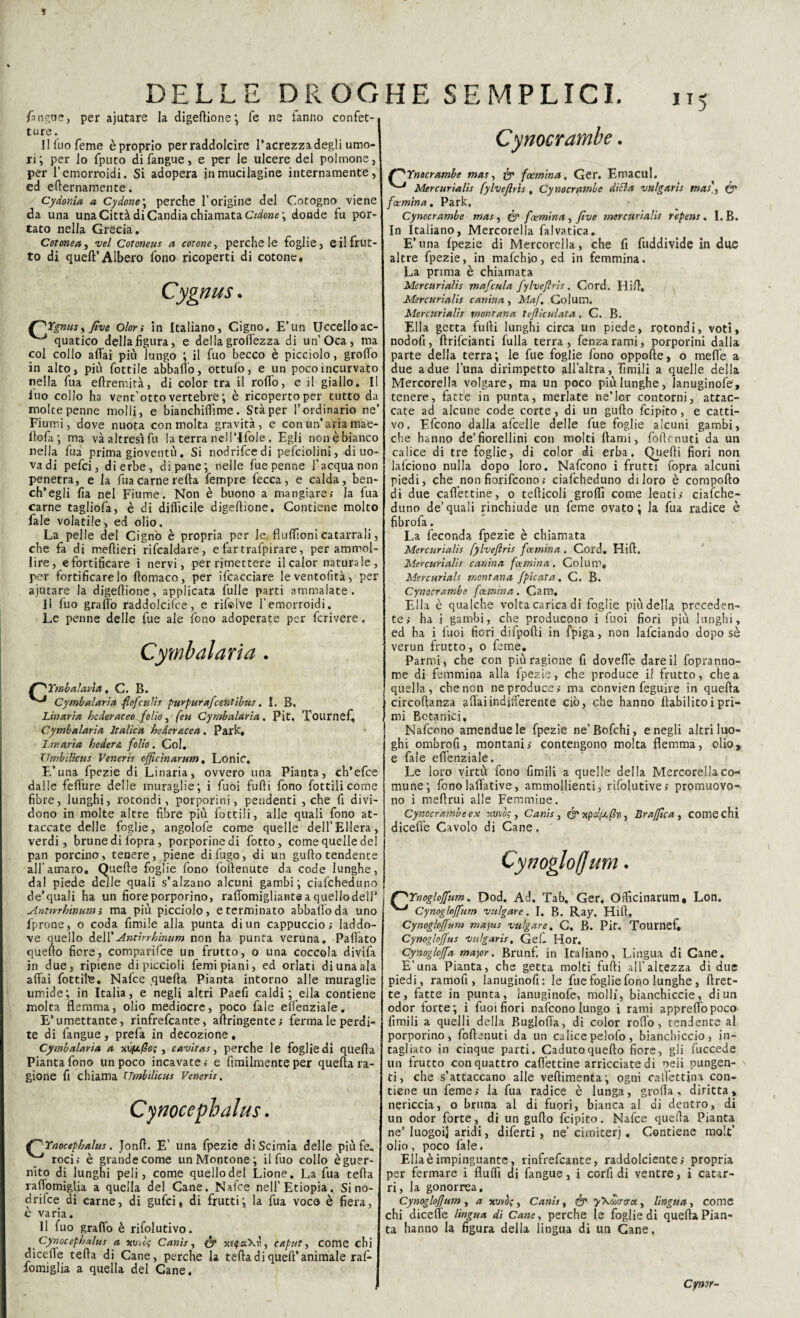 Cynocrambe. fcngne, per ajutare la digellione ; fé ne fanno confet¬ ture. Il Iuo feme èproprìo per raddolcire l’acrezza degli umo¬ ri; per lo fputo di fangue, e per le ulcere del polmone, per l’emorroidi. Si adopera inmucilagine internamente, ed efternamente. Cydonia a Cy dotte \ perche l’origine del Cotogno viene da una una Città di Candia chiamata Ciclone ; donde fu por¬ tato nella Grecia. Cotonea, vel Cotoneus a cotone, perche le foglie, e il frut¬ to di quell’Albero fono ricoperti di cotone. Cygnus f^Ygnus, Jìve olon in Italiano, Cigno, E’un Uccelloac quatico della figura, e della grolfezza di un’Oca, ma col collo affai più lungo ; il fuo becco è picciolo, groffo in alto, più Lottile abbailo, ottufo, e un poco incurvato nella fua eftremità, di color tra il roffo, e il giallo. Il iuo collo ha vent’otto vertebre; è ricoperto per tutto da molte penne molli, e bianchilfime. Sta per l’ordinario ne* Fiumi, dove nuota con molta gravità, e con un* aria mae- ilofa; ma vàaltresìfu la terra nell’Ifole, Egli nonèbianco nella fua prima gioventù. Si nodrifcedi pefciolini, di uo¬ va di pefci, di erbe, di pane; nelle fuepenne l’acqua non penetra, e la fua carne re Ila fempre fecca, e calda, ben¬ ch’egli fia nel Fiume. Non è buono a mangiare; la fua carne tagliofa, è di difficile digellione. Contiene molto fiale volatile, ed olio. La pelle del Cigno è propria per le. fluffioni catarrali, che fia di meftieri rifcaldare, e fartrafpirare, per ammol¬ lire, «fortificare i nervi, per rimettere ilcalor naturale, per fortificatelo ftomaco, per ificacciare leventofità, per ajutare la digellione, applicata fulle parti ammalate. Il fuo graffo raddolcire, e rifsdve l’emorroidi. Le penne delle fue ale fono adoperate per fcrivere. Cymbalaria. fT^Yrnhalana, C. B. ^ Cymbalaria, flofculis purpurafcentibus. I. B. Linxria bcderaceofolìo, feti Cymbalaria. Pit, Tournef, Cymbalaria Italica bederacea. Park. Jan aria hedere. folio. Col. XTmbilicus Veneris officinarum. Lonic. E’una fpezie di Linaria, ovvero una Pianta, ch’efce dalle feflure delle muraglie; i fuoi furti fono fiottili come fibre, lunghi, rotondi, porporini, pendenti , che fi divi¬ dono in molte altre fibre più fiottili, alle quali fono at¬ taccate delle foglie, angolofe come quelle dell’Ellera, verdi, brune di lopra, porporine di fiotto, come quelle del pan porcino, tenere, piene di fugo, di un gufto tendente all’amaro. Quelle foglie fono foftenute da code lunghe, dal piede delle quali s’alzano alcuni gambi; ciafcheduno de’quali ha un fiore porporino, raffomigliante a quellodeil’ Anuvrhinum ; ma più picciolo, e terminato abballo da uno fiprone, o coda limile alla punta di un cappuccio; laddo¬ ve quello de\VAntirrbìnum non ha punta veruna. Fallato quello fiere, comparifce un frutto, o una coccola divifia in due, ripiene di piccioli femi piani, ed orlati di una ala aliai fiottila. Nafce quella Pianta intorno alle muraglie umide; in Italia, e negli altri Paefi caldi ; ella contiene molta flemma, olio mediocre, poco fiale elfenziale. E’umettante, rinfrefeante, artringente; ferma le perdi¬ te di fangue , prefa in decozione . Cymbalaria a xv(jl/2o; , cavitata perche le foglie di quella Pianta fono un poco incavate; e Umilmente per quella ra¬ gione fi chiama XTmbilicus Veneris. /^Ynecrambe mas, fy focmina. Ger. Emacul. ^ Mercuriali fylvefirìs, Cynocrambe diEla vulgaris mas\ & fcemina. Park, Cynocrambe mas, fam'tna , fìve mercurialìs repens. I. B. In Italiano, Mercorella falvatica. E*una Ipezie di Mercorella, che fi fuddivide in due altre fipezie, in mafehio, ed in femmina. La prima è chiamata Mercurialis mafcula fylveftris. Cord. Hill. Mercurialìs canina, Maf. Colum. Mercurialis montana tejlìcuiata. C. B. Ella getta furti lunghi circa un piede, rotondi, voti, nodofi, ftrificianti fulla terra, fenzarami, porporini dalla parte della terra; le fue foglie fono oppofte, o meffe a due a due luna dirimpetto all’altra, Limili a quelle della Mercorella volgare, ma un poco più lunghe, Januginofe, tenere, fatte in punta, merlate ne’Icr contorni, attac¬ cate ad alcune code corte, di un gufto ficipito, e catti¬ vo. Efcono dalla afcelle delle fue foglie alcuni gambi, che hanno de’fiorellini con molti {lami, fòrte liuti da un calice di tre foglie, di color di erba. Quelli fiori non lafciono nulla dopo loro. Naficono i frutti fopra alcuni piedi, che non fiorifeono; ciafcheduno di loro è comporto di due caffettine, o tefticoli groffi come lenti; ciafche¬ duno de’quali rinchiude un feme ovato; la fua radice è fibrofa. La feconda fpezie è chiamata Mercurialìs fylveflris fantina . Cord. Hift. Mercurialis canina fa-mina, Colum, Mercurials montana fpicata, C. B. Cynocrambe fantina. Cam. Ella è qualche volta carica di foglie più della preceden¬ te; ha i gambi, che producono i fuoi fiori più lunghi, ed ha i fuoi fiori difpofti in fpiga, non lafciando dopo sè verun frutto, o feme. Parmi, che con più ragione fi doveffe dare il fopranno- me di femmina alla fpezie, che produce il frutto, chea . quella, che non ne produce; ma convien feguire in quella circoftanza aliai indifferente ciò, che hanno ftabilitoi pri¬ mi Botanici, Nafcono amenduele fpezie ne’Bofchi, e negli altri luo¬ ghi ombrofi, montani; contengono molta flemma, olio, e fale effenziale. Le loro virtù fono limili a quelle della Mercorellaco-< nume; fonolaffative, ammollienti, rifolutive; promuovo¬ no i meftrui alle Femmine. Cynocrambe ex xvvòc , Canis, Brafflca, come chi diceffe Cavolo di Cane. Cynoglo/Jum. Cynocephalus. Ynocepbalus. Jonft. E’ una fpezie diScimia delle piùfe. ^ roci; è grande come un Montone ; il fuo collo èguer- nito di lunghi peli, come quello del Lione. La fua tefta rart'omiglia a quella del Cane. Nafce nell’Etiopia. Si no¬ ci rifee di carne, di gufici, di frutti; la fua voce è fiera, c varia. Il iuo graffo è rifolutivo. Cynocepbalus a itii:cg Canis, & its^aXii, caput, come chi dicerte tefta di Cane, perche la tefta di queft’animale raf- fomiglia a quella del Cane. ryYnogloffum. Dod. Ad. Tab. Ger. Oificinarum, Lon. ^ Cynoglojfum vulgare. I. B. Ray. Hift. Cynogloffum majus vulgare, C. B. Pit. Tournef. Cynogloffus vulgaris \ Gef. Hor. Cynogloffa ma)or. Brunf. in Italiano, Lingua di Cane. E’una Pianta, che getta molti furti all’altezza di due piedi, ramofi , lanuginofi: le fue foglie fono lunghe , ftret- te, fatte in punta, lanuginofe, molli, bianchiccie, di un odor forte; i fuoi fiori nafcono lungo i rami appreffopoco fimi li a quelli della Bugloffa, di color rodo, tendente al porporino, fioftenuti da un calice pelofo, bianchiccio, in¬ cagliato in cinque parti. Caduto quello fiore, gli fiuccede un frutto con quattro caffettine arricciate di peli pungen¬ ti, che s’attaccano alle veftimenta; ogni ralfettina con¬ tiene un feme; la fua radice è lunga, grolla, diritta, nericcia, o bruna al di fuori, bianca al di dentro, di un odor forte, di un gufto ficipito. Nafce quella Pianta ne’ luogoij aridi, diferti , ne’ cimiteri . Contiene raolt* olio , poco fale. Ella è impinguante, rinfrefeante, raddolcente ; propria per fermare i Aulii di fangue, i corfi di ventre, i catar¬ ri, la gonorrea. Cynoglofjum , a unto;, Canis, & y'Kmaa., lìngua , come chi diceffe lingua di Cane, perche le foglie di quella Pian¬ ta hanno la figura della lingua di un Cane. Cynor-