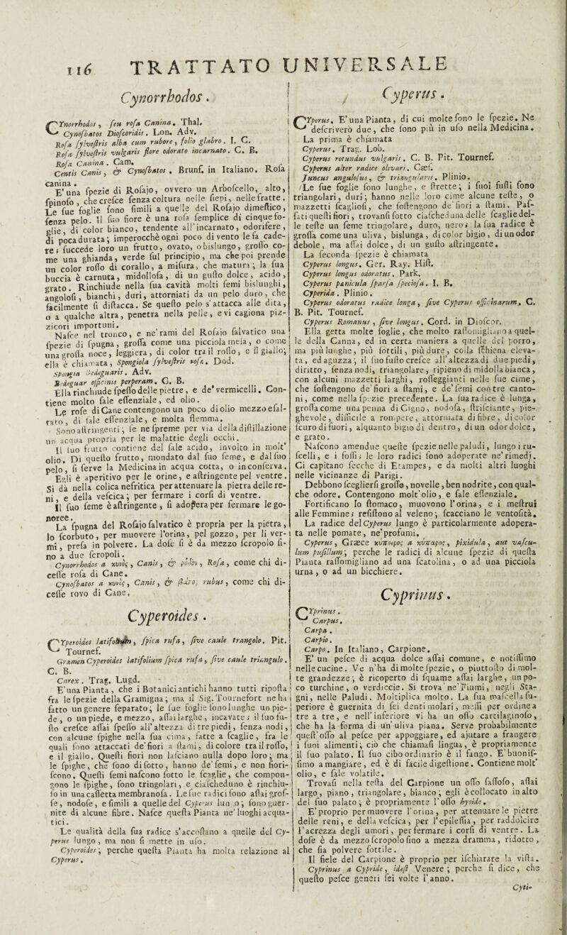 Cynorrhodos. ^pYnorrhodos , feti rofa Canina ThaL Cynofbatos Diofcoridis. Lon. Ad V. ■Refa fylveflris alba curo rubare, folio glabro. I. C. Rofa fylveflris vnlgaris flore odorato incarnato. G. B. Cyperus. Ctperus. E’ una Pianta, di cui molte fono le fpezie. Ne Rofa Canma . Centis Canis , canina Ga m. Cynofbatos . Brunf. in Italiano. Rofa d efori vero due, che iono piu in ufo nella Medicina. La prima è chiamata Cyperus, Trag. Lob. Cyperus rotundus vulgaris, C. B. Pit. Tournef. Cyperus alter radice olivari. Cast. Juncus angulofus, & triangulans. Plinio. 'Le fue foglie fono lunghe, e ftrette; i fitoi fufti fono chècrefce fenza coltura nelle fieni, nelle fratte. j triangolari, duri ; hanno nelle loro cime alcune tede, o Te fue Voglie fono fimili a quelle del Rofajo dimeftico,! mazzetti fcagliofi, che foftengono de fiori a dami. P^f- ne.lo II fuo fiore è una rofa femplice di cinquefo-, fati quedi fiori, trovanfi fotto ciatcheduna delle: fcagiiedel- li color bianco, tendente all’incarnato, odorifere,; le tede un feme tringolare, duro, nero» la tua radice e E’una fpezie di Rofajo, ovvero un Arbofcello alto, 1 fiepi, nelleiratte di poca durata; imperocché ogni poco divento lefa cade¬ re ; fuccede loro un frutto, ovato, obislungo, grollo co¬ me una ghianda, verde fui principio, ma che poi prende un color rofìo di corallo, a mifura, che matura; la tua buccia è carnuta, midollofa, di un gufto dolce , acido , «rato Rinchiude nella fu a cavità molti femi bislunghi, angolo!!, bianchi, duri, attorniati da un pelo duro, che facilmente fi difiacca. Se quefto pelo s attacca alle dita, o a qualche altra, penetra nella pelle, evi cagiona piz¬ zicori importuni. , r, Nafce nel tronco, e ne rami del Rolaio laivatico una fpezie di (pugna, groflfa come una picciola mela, o come una grolla noce, leggiera, di color tra il roto, e il giallo; ella è chiamata, Spongiola fylveflris rofa. Dod. Spoitgia èie degnar ts . Adv. Sdegnar ojflcinis perperam. G. B. Ella rinchiude fpefiodelle pietre, e de vermicelli. Con¬ tiene molto fa le effenziale, ed olio. Le t°fe diCane contengono un poco di olio mezzo elal- rato, di fiale effenziale, e molta flemma. Sonoafiringenti ; fie ne fpreme per via della difiillazione Un'acqua propria per le malattie degli occhi. Il iuo flutto contiene del fiale acido, involto in molt’ olio. Di quello frutto, mondato dal fuo feme, e dal fuo pelo*, fi ferve la Medicina in acqua cotta, o in conferva. Er,H è aperitivo per le orine, e aftringente pel ventre. Si dà nella colica nefritica per attenuare la pietra delle re¬ ni, e della vefcica; per fermare i corfi di ventre. Il fuo feme è aftringente , fi adopera per fermare le go- grofla come una uliva, bislunga, dicolor bigio, diunodor debole, ma aftai dolce, di un gufto aftringente. La feconda lpezie è chiamata Cyperus longus. Ger. Ray. Hift. Cyperus longus odorntus. Park. Cyperus panieula fparja fpeciofa. I. B. Cyperida. Plinio. Cyperus odoratus radice longa, fìve Cyperus offlcinarum, C. B. Pit. Tournef. Cyperus Romanus , fìve longus. Cord, in Diofcor. Ella getta molte foglie, che molto rafiomiguaio a quel¬ le della Canna, ed in certa maniera a quelle del porro, ma più lunghe, più lottili, più dure, colla frhiena eleva¬ ta, ed aguzza; il (ùo fufto crefce all’altezza di due piedi, diritto, fenza nodi, triangolare, ripieno di midolla bianca, con alcuni mazzetti larghi, rofieggianti nelle fue cime, che foftengono de’fiori a (lami, e de’femi con tre canto¬ ni, come nella fpezie precedente. La lua radice è lunga, grofiacome una penna di Cigno, nodofa, flrifciante, pie¬ ghevole, difficile a rompere, attorniata di fibre, di color (curo di fuori, alquanto bigio di dentro, di un odor dolce, e grato. Nafcono amendue quelle fpezie nelle paludi, lungo iru- fcelli, e i folli; le loro radici fono adoperate ne’rimedi. Ci capitano fecche di Etampes, e da molti altri luoghi nelle vicinanze di Parigi. Debbono fceglierfi grolle, novelle, ben nodrite, con qual¬ che odore. Contengono molt’olio, e fale effenziale. Fortificano Io filomaco, muovono l’orina, e i meftrui alle Femmine; refiftonoal veleno; (cacciano le ventofità. n°uT fpugna del Rofajo falvatico è propria per la pietra, La radice del Cyperus lungo è particolarmente adopera- fcorbuto, per muovere l’orina, pel gozzo, per li ver-i ta nelle pomate, ne’profumi. IO , r -- mi ^prefa in polvere. La dofe fi è da mezzo fcropolo fi no a due fero poli. Canis , cp poòov, Rofa , come chi di- Cynorrhodos a xtivog , celle rofa di Cane. , Cynofbatos a xuvt?, Canis, <& faro: rubus, come chi dl- celfe rovo di Cane, Cyperus, Grasce xuw&po; a xvvapoc, pìxidula , a ut vafeu- lum pufìllum\ perche le radici di alcune fpezie di quella Pianta ralfomigliano ad una fcatoiina, o ad una picciola urna, o ad un bicchiere. Cyperoides. Cyprir/us f^Yprmus . Carpus. Carpa , Carpio. Carpo, In Italiano, Carpione. E’ un pefee di acqua dolce aliai comune, e noti (fimo nellecucine. Ve n’ha dimolte lpezie, o piuttofto di mol- f^Yperoides latifoliuin, /pica rufa, fìve caule trangolo. Pit. ^ Tournef. Gramen Cyperoides latifolium fpìca rufa, fìve caule triangulo. C B ‘carex. Trag. Lugd. I te grandezze; è ricoperto di fquame affai larghe, unpo- E’ una Pianta*, che i Botanici antichi hanno tutti riporta ; co turchine, o verdiccie. Si trova ne’Fiumi, negli Sta- fra le lpezie della Gramigna ; ma il Sig. Tournefort ne hai gni, nelle Paludi. Moltiplica molto. La fua mafcella fu¬ etto un genere feparato, le fue foglie fono lunghe un pie- periore è guernita di fei denti molari, nielli per ordine a tre a tre, e nell’inferiore vi ha un olio cartilaginofo, che ha la forma di un uliva piana. Serve probabilmente quell’oftb al pefee per appoggiare, ed ajutare a frangere de, o un piede, e mezzo, aliai larghe, incavate; il Ino lu¬ do crefce aliai fpefio all'altezza di tre piedi, fenza nodi, con alcune fpighe nella fua cima, fatte a fcaglie, fra le quali fono attaccati de’fiori a (lami, di colore tra il rollo, 1 i fuoi alimenti; ciò che chiamafi lingua, è propriamente e il giallo. Quelli fiori non lafciano nulla dopo loro; ma, il fuo palato. Il fuo cibo ordinario è il fango. E buonif- le fpighe, che fono difetto, hanno de’femi, e non fiori- fimo a mangiare, ed e di facile digeftione. Contiene molt feono. Quelli femi nafcono fotto le fraglie, che compon¬ gono le fpighe, fono tringolan, e ciafcheduno è rinchiu- foin una cadetta membranofa . Le fue radici fono aliai grof- olio, e fale volatili . Trovafi nella teda del Carpione un odo faffofo, aliai largo, piano, triangolare, bianco; egli è collocato in alto le, nodofe, e filmili a quelle del Cyperus lun.„o; fonoguer- ; del fuo palato; è propriamente Follo hyoide. nite di alcune fibre. Nafce quella Pianta ne’luoghi acqua¬ tici . Le qualità della fua radice s’accodano a quelle del Cy¬ perus lungo, ma non fi mette in ufo. Cyperoides; perche quefta Pianta ha moka relazione al Cyperus , E’proprio per muovere l’orma, per attenuare !e pietre delle reni, e della vefcica, per l’epiielfia, per raddolcire l’acrezza degli umori, perfermare i corfi di ventre. La dofe è da mezzo fcropolo fino a mezza dramma, ridotto, che fia polvere fiottile. Il fiele del Carpione è proprio per ifchiarare la villa. Cyprinus a Cypridc, idefl Venere; perche fi dice, che quefto pefee generi fei volte l’anno. Cyù-