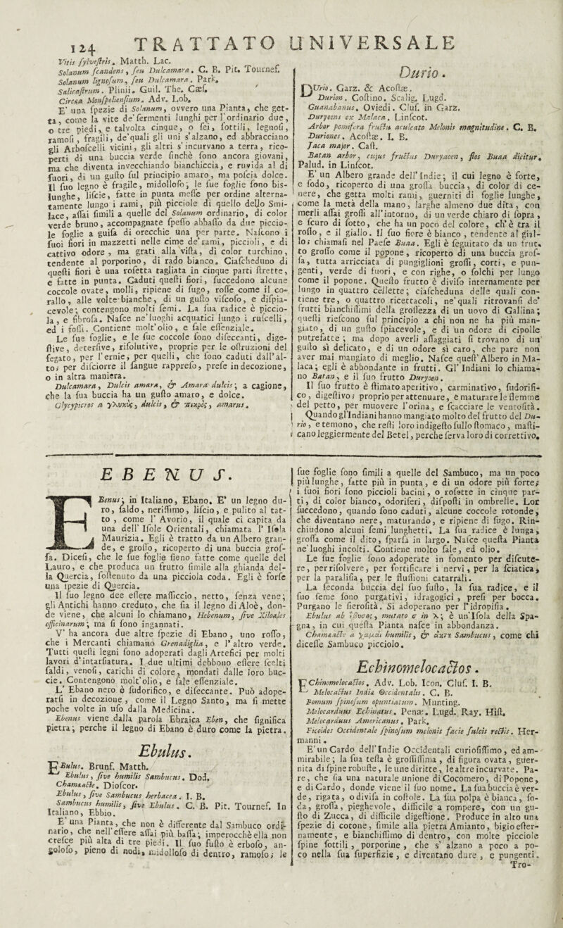 ,H TRATTATO Vttis fylvejlrtsM Matth. Lac. Solarium fcandens , feu Duleamara . O» B» Pit* Touin^x, Solarium lìgnofum, feti Dulcamara. Park, Salicaflrum. Plinii. Gufi. The. Caffi CìrcsiU Menfpelienfium » Adv. Lob, E’ una fpezie di Solarium, ovvero una Pianta, che get¬ ta come la vite de’fermenti lunghi per l’ordinario due, otre piedi,, e talvolta cinque, o fei, fottili, legnofi, ramofi , fragili, de’quali gli uni s’alzano, ed abbracciano gli Arbofcelli vicini, gli altri s’incurvano a terra, rico¬ perti di una buccia verde finché fono ancora giovani, ma che diventa invecchiando bianchiccia, e ruvida al di fuori, di un guido fui principio amaro, ma pofeia dolce. Il fuo legno è fragile, midollofo; le fue foglie fono bis- lun°he, lifeie, fatte in punta mede per ordine alterna¬ tamente lungo i rami, più picciole di quello deijo Smi- lace, aliai limili a quelle del Solarium ordinario, di color verde bruno, accompagnate fpefio abballo da due piccio¬ le foglie a guifa di orecchie una per parte. Nafcono i fuoi fiori in mazzetti nelle cime de’rami, piccioli, e di cattivo odore, ma grati alla villa, di color turchino, tendente al porporino, di rado bianco. Ciafcheduno di quelli fiori è una rofetta tagliata in cinque parti Uretre, e fatte in punta. Gaduti quelli fiori, fuccedono alcune coccole ovate, molli, ripiene di fugo, rode come il co¬ rallo, alle volte-bianche, di un gurto vifeofo, e difpia- cevoìe; contengono molti femi. La fua radice è piccio- 3a , e fibrofa. Nafce ne’luoghi acquatici lungo i rufcelli, ed i folli. Contiene molt’olio, e fale efiénziale. Le fue foglie, e le fue coccole fono difeccanti, dige¬ stive, detersive, rifoiutive, proprie per le ortruzioni del fegato, per l’ernie, per quelli, che fono caduti dall’al¬ to! per difeiorre il fangue rapprefo, prefe in decozione, o in altra maniera. Dulcamara, Dulcis amara, & Amara dulcis ; a cagione, che la fua buccia ha un gullo amaro, e dolce. Clycypìcros a , dulcis , & muf;, umana . UNIVERSALE Durio. fADWo. Garz. & Acortas. Durian. Collino. Scalig. Lugci. Guanabanus, Oviedi. Ciuf, in Garz. Duryocns ex Malaca, Linfcot. Arbor pomifera frutta aculeato Melonis magnitudine« C. B« Durlones. Acollae. I. B. J ac a major. Cali. Batan arbor, cujus fructus Duryaccn, fios Buaa dicitura Palud. in Linfcot. E un Albero grande dell’Indie; il cui legno è forte, e fodo, ricoperto di una grolla buccia, di color di ce¬ nere, che getta molti rami, guerniti di foglie lunghe, come la metà della mano, larghe almeno due dita, con merli aliai groffi all’intorno, di un verde chiaro di fopra , e leuro di (otto, che ha un poco del colore, eh’è tra il rollo, c il giallo. Il fuo fiore è bianco , tendente al gial¬ lo,' chiamafi nel Paefe Buaa. Egli è feguitato da un fruu to grolTo come il popone, ricoperto di una buccia grof- la, tutta arricciata di pungiglioni grolfi, corti, e pun¬ genti, verde di fuori, e con righe, o folchi per lungo come il popone. Quello frutto è divifo internamente per lungo in quattro ceilette; ciafcheduna delle quali con¬ tiene tre, o quattro ricettacoli, ne’quali ritrovanfi de‘ 'rutti bianchi (limi della grollezza di un uovo di Gallina; quelli riefeono fui principio a chi non ne ha più man¬ giato, di un gullo {piacevole, e di un odore di cipolle putrefatte ; ma dopo averli alleggiati fi trovano di un gullo sì delicato, e di un odore sì caro, che pare non aver mai.mangiato di meglio. Nafce quell’Albero in Ma¬ laca; egli è abbondante in frutti. Gl’Indiani lo chiama¬ no Batan, e il fuo frutto Duryoen. Il fuo frutto è ftitnatoaperitivo, carminativo, fudorifi- co , digertivo; proprio per attenuare, e maturare le flemme \ petto, per muovere l’orina, e fcacciare le ventòfità. j Quandogl Indiani hanno mangiato molto del frutto del Du- 1 r!0 ) e temono, che refli loro indigeftofullo llomaco, mafti- t‘ cano leggiermente del Betel, perche ferva loro di correttivo. E B E K U S. ^ Benus\ in Italiano, Ebano. E* un legno du¬ ro, faldo, nerilfimo, lifeio, e pulito al tat- H J to , come 1’ Avorio, il quale ci capita da I una dell’Ifole Orientali, chiamata 1’ lf®la i Maurizia. Egli è tratto da un Albero gran- de, e grollo, ricoperto di una buccia grof- fa. Dicefi, che le fue foglie fieno fatte come quelle del Lauro, e che produca un frutto limile alla ghianda del¬ la Quercia, foflenuto da una picciola coda. Egli è forfè una ipezie di Quercia. Il fuo legno dee eflere malficcio, netto, fenza vene; gli Antichi hanno creduto, che fia il legno di Aloè, don¬ de viene, che alcuni lo chiamano, Hebenum, Jìve Xìloales cjpcinarum\ ma fi fono ingannati. V’ ha ancora due altre fpezie di Ebano, uno rollo, che i Mercanti chiamano Granadiglia, e l’altro verde. Tutti quelli legni fono adoperati dagli Artefici per molti lavori d’intasatura. I due ultimi debbono edere feelti faldi, venolì, carichi di colore, mondati dalle loro buc- ciet> Contengono molt’olio, e fale effenziale. L’ Ebano nero è fudorifico, e difeccante. Può adope¬ rarti in decozione, come il Legno Santo, ma fi mette poche volte in ufo dalla Medicina. Ebenus viene dalla parola Ebraica Eben, che lignifica pietra; perche il legno di Ebano è duro come la pietra. Ebulus. lOBulus. Brunf. Matth. Ebulus, Jìve bumìlis Sambucus, Dod. Ch am nafte % Diofcor* Ebulus, five Sambucus berbacea . I. B. Sambucus bumìlis, five Ebulus. C. B. Pit. Toumef. In Italiano, Ebbio. E una Pianta, che non è differente dal Sambuco ordi¬ nano, che nell effere affai più baffa; imperocché ella non crelce piu alta di tre piedi. Il fuo fuflo è erbofo, an- £QOiO, pieno di nodi, midollofo di dentro, ramofoj le fue foglie fono limili a quelle del Sambuco, ma un poco più lunghe, fatte più in punta, e di un odore più forte; i luoi fiori lono piccioli bacini, o rofatte in cinque par¬ ti, di color bianco, odoriferi, difpolli in ombrelle. Lor fimeedono, quando fono caduti, alcune coccole rotonde, che diventano nere, maturando, e ripiene di fugo. Rin¬ chiudono alcuni femi lunghetti. La fua radice è lunga, groffa come il dito, fparfi in largo. Nafce quella Pianta, ne’luoghi incolti. Contiene molto fale, ed olio. Le fue foglie fono adoperate in fomento per difeute- re, perrifolvere, per fortificare i nervi, per la fciatica, per la paralifia, per le flufiìoni catarrali. La feconda buccia del fuo furto, la fua radice, e il fuo Teme fono purgativi, idragogici , prefi per bocca. Purgano le fierofità. Si adoperano per Tidropifia. Ebulus ab tj3vco$, mutato cr in x; è un’Ifola della Spa¬ gna, in cui quella Pianta nafce in abbondanza. Cbam&aBc a yau,cU bumìlis, fp chtrv, Sambucus, come chi dicelle Sambuco picciolo. Echìnomelocaclos. IT Cbinomelocaftos, Adv. Lob, Icon, Ciuf. I. B. *-'1 Melocacius India Occidentali*. C. B. Bomum fpinofum opuntiatum. Munting. Melocarduus Echinatus. Pena-. Lllgd. Ray, Hill. Melocarduus Americanus. Park, Ficoides Occidentale fpinofum melonis facie fulcis reftis. Her- mar.ni. E’un Cardo dell’Indie Occidentali curiofiffimo, edam¬ mirabile; la fua fella è grolfirtima , di figura ovata, guer- nita di fpine robufle, le ime diritte, lealtre incurvate. Pa¬ re, che fia una naturale unione diGocomero, diPopone, e di Cardo, donde viene il fuo nome. La fua buccia è ver¬ de, rigata, odivifa in cortole. La fua polpa è bianca, fo- da, grolfa, pieghevole, difficile a rompere, con un gu- fto di Zucca, di difficile digeftione. Produce in alto una fpezie di cotone, fimile alla pietra Amianto, bigioefler- namente, e biancbiflimo di dentro, con molte picciole fpine fottili , porporine , che s’ alzano a poco a po¬ co nella fua fuperfizie, e diventano dure , c pungenti.