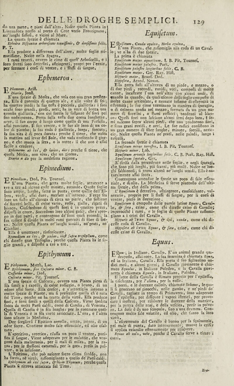 Equifetum. <hi una parte , è piani dall’altra. Nafce quella Pianta in Linguadoca predo al porto di Cete verfo Frontignano, nu’luoghi faflofi, e vicini al Mare. La quarta fpezie è chiamata Ephedra Biffante fi arborefeenf tenuifftmis, & denfifimts folìis. P,. T. Ella produce a differenza dell’alrre, molte foglie mi- nutifTime. Nafce nella Spagna, I rami teneri, ovvero le cime di queft’ Arboscelli, e i loro frutti fono deterfivi, aflringenti, propri per i’ernie, p<er fermare i cord di ventre, e i flutti di fangue. I 29 Epb emeron Ehemeron, Arift. Diaria . Jonft. E’una fpezie di Mofca, che vola con una gran prefìez- za. Ella è guernita di quattro ale, e alle volte di fei ; ha quattro piedi; la fua teda è picciola, gialliccia; i fuoi occhi fono grandi, groffi, neri; ha in vece di bocca una tromba giallicciacon cui buccia le foflanze de’fiori pel fuo nodrimento. Porta bulla teda due corna lunghette, nere, il fuo corpo è lungo come quello di una Farfalla, adai panciuto. Il fuo ventre, e le fue ale fono di un co¬ lor di piombo; la fua coda è gialliccia, lunga, forcuta; la fua vita è di poca durata; perche fi tiene, che nafea la mattina nel levar del Sole, che vada crefcendo il gior¬ no , e che muoja la fera, o la notte ; il che non è adai facile a credere. Ephsmeren ab hit , & , diesi perche fi tiene, che queda Mofca, non viva, che un giorno. Diaria a dìe per la medefima ragione. Epimedium. attaccate a Epimedium, Dod, Pit. Tournef. E’una Pianta, che getta molte fo tre a tre ad alcune code minute, rotonde, Quelle foglie fono ampie, larghe, fatte in punta, come quelle dell’El- lera, verdi, affai dure, merlate all’intorno. S’erge fra loro un fudo all’altezza di circa un piede, che fodiene de’fioretti belli, di color vario, rodo, giallo, rigati di bianco. Ciafcheduno di quedi fiori è in quattro pezzi T7 Quìfetum , Cauda equina, Herba equina. 'L> E*una Pianta, che radomiglia aila coda di un Cavai- lo; ve n’ha di due fpezie. La prima è chiamata Equifetum majus dquaticum. I, B. Pit, Tournef# Equifetum tnajus paluftre. Park. Equifetum paluflre longìoribus foliis . C, B. Equifetum majus. Ger. Ray. Hid, Hippuris major, Brunf. Dod. Bippofeta, Arnod. Novan. Ella getta fudi all’altezza di un piede, e mezzo, o di due piedi , rotondi, ruvidi, voti, compodi di molte canne, incadrate l’una nell’altra con alcuni nodi, di quando in quando, da quali efeono delle fogliecompode di molte canne articolate, e raunate infieme diedremità in edremità; le fue cime terminano in maniera di fparagio, o di colonna gonfia nel mezzo, formata da un gran nu¬ mero di fiorelini , o dami rodicci ; tendenti al bian¬ co; Quedi fiori non lafciano alcuni Temi dopo loro, I fé- mi nalcono fopra alcuni piedi, che non producono fiori, e fono grani ruvidi, e neri. Le fue radici confidono in un gran numero di fibre lunghe, minute, fiottili, neric¬ cio. Nafce queda Pianta ne’prati, nelle paludi, lungo i rufcelli. La feconda fpezie è chiamata Equifetum mìnus tenebre, I. B. Pit, Tournef. Bippuris minor. Lob. Equifetum arvenfe longìoribus fetis, C, B. Park, Ray. Hid# Equifetum fegetale, Ger, E’divifa dalla precedente nelle foglie, e negli fparagi, che,.'fono più lunghi, più fcarni, più molli. Nafce ne’luo¬ ghi fabbionofi; fi trova altresì ne’luoghi umidi. Ella è na¬ turalmente ad’ai Cecca c Contengono amendue le fpezie un poco di fiale etten- ziale, e diolio. La Medicina fi ferve piuttofto dell’ulti¬ ma fpezie, che della prima. L'Equifetum è deterfivo, adringente, confolidante, vul¬ nerario, proprio per li Audi di fangue, per li corfi di ventre, prefo in decozione. Equifetum è compodo dalle parole latine Equus, Cavala lo, & feta, crine, come chi dicefle crine di Cavallo; difpodi in croce. Succedono loro alcuni gufici, ches’apro-< imperocché i rami, e le foglie di quede Piante raflomi- no in due parti, e contengono de’femi quafi rotondi; la\ gliano a i crini del Cavallo. fua radice fi divide in molti rami guerniti di fibre di fiot¬ to. Nafce queda Pianta ne’luoghi umidi, ne’prati, ne’ Giardini. Ella è umettante , nnfrefeante . Epimedium ex hi , & (J.nJiioy, idefi fupra tryphyllum, come chi dice(Te gran Trifoglio, perche queda Pianta ha le fo¬ glie grandi, e difpode a tre a tre. Epithymum. Epithymum. Matth. Lac. Epithymum, five Cufcuta minor. C. B. Cujfutha minor. Dod. Cufcuta minor. Pit. Tournef. E’una fpezie di Cufcuta, ovvero una Pianta piena di fila fimili a i capelli, di color rodìccio, o bruno, di un odore adai forte. Ella crefce, e s’attortiglia intorno a molte fpezie di Piante, ma fi preferifee quella ch’è nata | fui Timo, perche ne ha tratta della virtù. Ella produce fiori, e femi fimili a quelli della Cufcuta. Viene fpedita fecca da molti Paefi caldi, come di Candia, di Venezia. Quella di Candia è in fila lunghe; per lo contrario quel¬ la di Venezia è in fila corte arricciate. L’una, e l’altra fono ufitate in Medicina'. Dee fceglierfi l’Epitimo novello, netto, intero, di un odor forte. Contiene molto fiale efi'enziale, ed olio efal- tato . E’aperitivo, artetico, rilatta un poco il ventre, puri¬ fica il fangue. Viene adoperato per le malattie, che ven¬ gono dalla malinconia, per li mali di milza, per la ra¬ gna, per le fluflìoni catarrali, per la gota, prefo in pol¬ vere, o in infufione. L’Epitimo,, che può nafeere fotto clima freddo, non ha forza, nè virtù, ralTomigliante a quello de’Paefi caldi. Epithymum ab tilt fuper, & Qvuov Thymum, perche.queda Pianta fi ritrova attaccata fui Timo. * I Bippuris ab 'iitTioe Equus, & ùpu, cauda, come chi di- ceffe coda di Cavallo. Bippofeta ab tinto; Equus, & feta, crine, come chi di* cette crine di Cavallo, Equus. in Italiano, Cavallo. E’un animai grande qua- drupedo, aliai noto. La fua femmina è chiamata Eqttay ed in Italiano, Cavalla. Ella porta il fuo figlmolino un¬ dici meli, e alcuni giorni ; il Cavallo giovinetto è chia¬ mato Equulus, in Italiano Puledro, e la Cavalla giovi¬ netta è chiamata Equula, in Italiano, Puledra. Il latte della Cavalla è ftimato proprio per i’epilettìa, la tifichezza, per l’afima, per la totte. I porri, e le durezze callofe, chiamate lichenes, le qua¬ li fi generano ne’ginocchi, nelle gambe, e ne’piedi de’ Cavalli, tagliate in tempo di Primavera, fono adoperate per l’epileflia, per dittìpare i vapori itterici, per provo¬ care i mefirui, per rifolvere le durezze della matrice, per la pietra delle reni, e della vefcica, prefe in polve¬ re. La dofe è da uno fcropolo, fino a una dramma. Con¬ tengono molto fiale volatile, ed olio, che fanno la loro virtù. L’efcremento del Cavallo è buono per la fquinanzia, pel male di punta, dato internamente; muove la crifi» fi applica eziandio efternamente per rifolvere. Equus ah sxiéVd, veho, perche il Cavallo ferve a tirare i carri. Era»