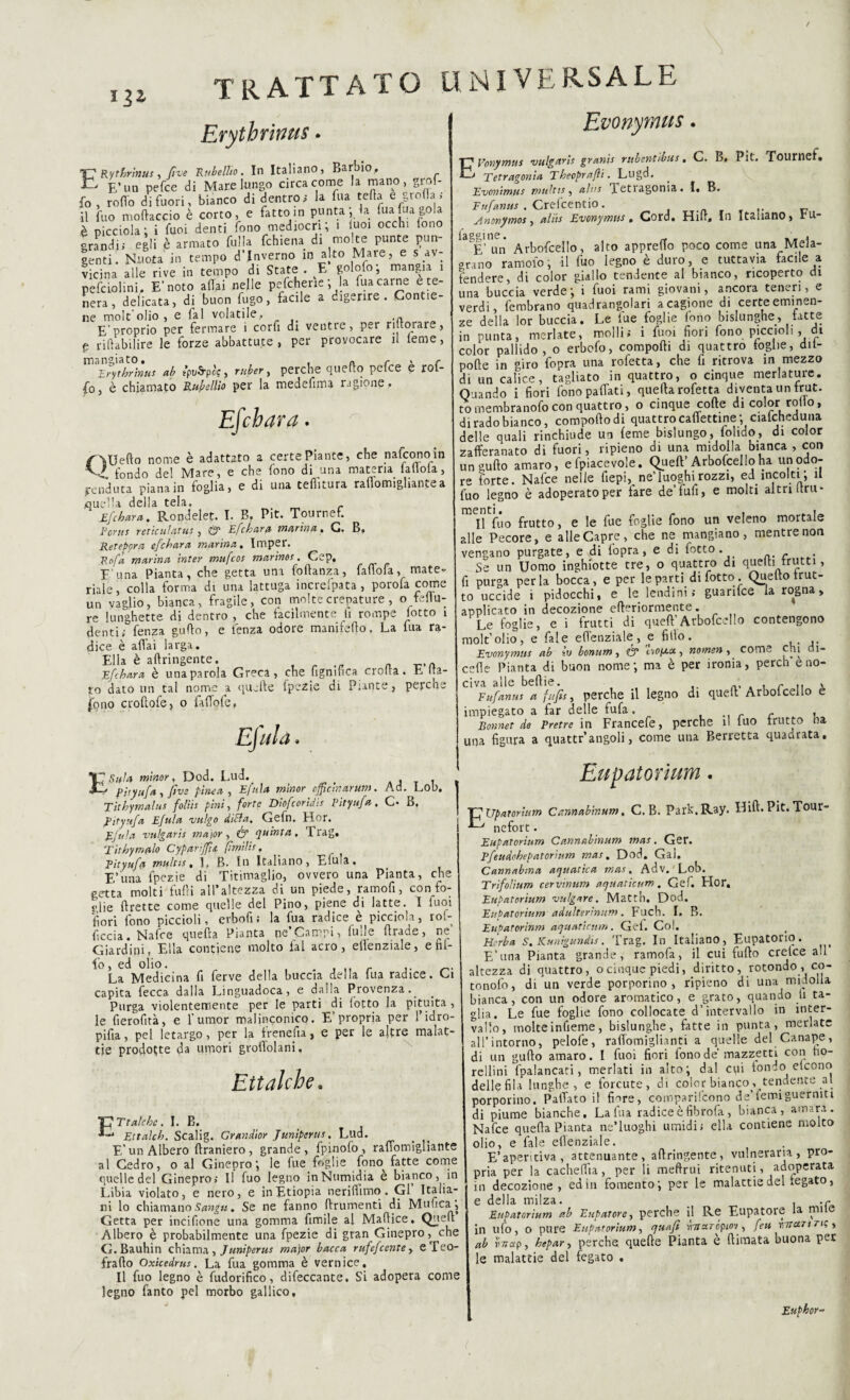 *3* Erythrims. E Rythrinus, live Rubellio. In Italiano, Barbio, E* un pefce di Mare lungo circa come la mano, graf¬ fo , rodo di fuori, bianco di dentro; la fua teda e polla . Il fao mollacelo è corto, e fatto in puntala fua jua gola è picciola; i fuoi denti fono mediocri ; 1 poi occhi fono grandi; egli è armato filila Schiena di molte punte pun¬ genti. Nuota in tempo d’inverno in a|to Mare, e s av¬ vicina alle rive in tempo di State . E golofo; mangia i pefciolini. E’noto aliai nelle pefcherie ; la fua carne e te¬ nera , delicata, di buon fugo, facile a digerire. Contie¬ ne molt olio , e fai volatile, E’proprio per fermare i corfi di ventre, per rmorare, p riiìabilire le forze abbattute, per provocare il leme, mangiato, , n r ' r Erythrinus ab épuS-ple, ruber, perche quello pelce e rot- fo, è chiamato Rubelliti per la medefima ragione . Evonyrnus Efchara. /'ìUefto nome è adattato a certe Pia lite, che nafeonoin V, fondo de! Mare, e che fono di una materia lallola, penduta piana in foglia, e di una telatura rallomigliantea /quella della tela. Efchara. Rondelet. I. B. Pit. Tournef. Portis rericulatus , & Efchara marina, G. B, Retepora efchara marina, Imper. Rofa marina inter mufeos marino!. Cep, E una Pianta, che getta una foftanza, faflofa, mate¬ riale, colla forma di una lattuga incolpata , porofa come un vaglio, bianca, fragile, con molte crepature , ofe Au¬ re lunghette di dentro , che facilmente (1 rompe lotto i denti» lenza guflo, e lenza odore manifedo, La lua ra¬ dice è affai larga. Ella è aftringente. _ _,A Efchara è una parola Greca, che Significa eroda. E na¬ to dato un tal nome a quelle Spezie di Piante, perche |ono croftofe, o faffofe, Efula, EVonymus vulgarìs granis rubentìbus, G. B. Pit. Tournet# Tetragonia Theoprajli. Lugd. Evonimus multi!, alia ftetiagonia. I, B. Fitfanui . Crc-fcentio. Anenymo!, al ih Evonyrnus . Cord, Hid, In Italiano, gu¬ faggine. , E’ un Arboscello, alto appreffo poco come una Mela¬ grano ramolo; il fuo iegno è duro, e tuttavia facile a fendere, di color giallo tendente al bianco, ricoperto di una buccia verde*, i fuoi rami giovani, ancoia teneri, e verdi, fembrano quadrangolari a cagione di certe eminen¬ ze della lor buccia. Le lue foglie fono bislunghe, latte in punta, merlate, molli; i fuoi fiori fono piccioli, di color pallido, o erbofo, compodi di quattro toglie, dit- pode in giro fopra una rofetta, che fi ritrova in mezzo di un calice, tagliato in quattro, o cinque merlature. Quando i fiori fonopaffati, quella rofetta diventa un trut. tomembranofo con quattro, o cinque code di color rollo, di rado bianco, compododi quattro caflettine j cialcheduna delle quali rinchiude un teme bislungo, Solido, di color zafferanato di fuori, ripieno di una midolla bianca , con ungudo amaro, efpiacevole. Quell’ Arbofcelloha un odo¬ re forte. Nafce nelle Siepi, ne’luoghirozzi, ed incolti; il fuo legno è adoperato per fare de’fufi, e molti altri Itru* Il fuo frutto, e le fue foglie fono un veleno mortale alle Pecore, e alle Capre, che ne mangiano, mentre non vengano purgate, e di lopra, e di Sotto. Se un Uomo inghiotte tre, o quattro di quelti Irutti, fi purga perla bocca, e per le parti di fotto. Quello Irut- to uccide i pidocchi, e le lendini; guarirne la rogna, applicato in decozione ederiormente. Le foglie, e i frutti di quell’Arbofcello contengono molt’olio, e fai e effenziale, e fido. Evonyrnus ab tv bonum, & Inolia, nomea, come chi di¬ esile Pianta di buon nome; ma è per ironia, perch’è no¬ civa alle bedie. , . r , Fufanus a fufis, perche il legno di quell Arbolcello e impiegato a far delle fufa. c , Bonnet de Pretre in Francefe, perche li tuo Irutto na una figura a quattr’angoli, come una Berretta quadrata. I^Sula minor, Dod. Lud. , , pityufa , ftve pìnea , Efula minor ojpcirtarum. Ad. Lob, Tithymalus foliis pini, forte Diofcoridis Pityufa, C* B, f itynfa Efula vulgo dibfa, Gefn. Fior. Efula vulgaris major, & quinta, f rag. Tithymalo Cypariffta fimilts. Fìtyuf(t multis, E B. Ei Italiano > Eiola, E’una Spezie di Titimaglio, ovvero una Pianta, che getta molti filili all’altezza di un piede, ramofi, con fo¬ glie drette come quelle del Pino, piene di latte. I tuoi fiori fono piccioli, erbofi; la fua radice e piccioli, rof- ficcia. Nafce quella Pianta ne’Campi, Sulle drude, ne’ Giardini, Ella contiene molto fai acro, effenziale, e nl- i’o, ed olio. La Medicina fi ferve della buccia dei la lua radice. Gì capita fecca dalla Linguadoca, e dalla Provenza. Purga violentemente per le parti di (otto la pituita , le fierofirà, e l’umor malinconico. E’propria per l’idro- pida, pel letargo, per la frenefia, e per le altre malat¬ tie prodotte da umori groffolani. Eupatorium Ettakhe E Ttalche. I. B. Ettalch. Scalig. Grmdior Junipenu. Lud. E’ un Albero draniero, grande, fpinofo , raffomigliante al Cedro, o al Ginepro; le fue foglie fono^ fatte come quelle del Ginepro; Il fuo legno in Numidia e bianco, in Libia violato, e nero, e in Etiopia neriffimo. Gl Italia¬ ni lo chiamano Sangti. Se ne fanno drumenti di Mufica; Getta per iticifione una gomma fonile al Madice. Qued Albero è probabilmente una fpezie di gran Ginepro, che G.Bauhin chiama, Juniperus major bacca rufefcentey eTeo- frado Oxicedrus. La fua gomma è vernice. Il fuo legno è fudorifico, difeccante. Si adopera come legno fanto pel morbo gallico. ■p Upatorium Cannabinum, C. B. Park.Ray. IIift. Pit. Tour- ■*-' nefort. Eupatorium Cannabinum mas. Ger. Pfeudohepatorium mas. Dod. Gal. Cannabina aquatica mas. Adv. Lob. Trifolìum cervinum aquatìcum, Gef. Fior, Eupatorium vulgare. Matth. Dod. Eupatorium adulterinum. Fuch. I. B. Eupatorium aquatìcum. Gel. Co!. Hcrba S. Kunigundis. Trag. In Italiano, Eupatorio. E’una Pianta grande, ramofa, il cui fudo crelce all altezza di quattro, ocinque piedi, diritto, rotondo, co- tonofo, di un verde porporino, ripieno di una midolla bianca, con un odore aromatico, e grato, quando fi ta¬ glia. Le fue foglie fono collocate d’intervallo in inter¬ vallo, molteinfieme, bislunghe, fatte in punta, merlate all’intorno, pelofe, raffomiglianti a quelle del Canape, di un gudo amaro. I fuoi fiori fono de mazzetti con fio¬ rellini fpalancati, merlati in alto; dal cui tondo elcono delle fila lunghe, e forcute, di color bianco ^tendente al porporino. Pallaio il fiire, comparifcono de’iemiguermti di piume bianche. La fua radice è fibrofa, bianca, amara. Nafce quella Pianta ne’luoghi umidi; ella contiene molto olio, e fai e effenziale. E’aperitivi, attenuante, aftringente, vulneraria, pro¬ pria per la cacheffia, per li meflrui ritenuti, adoperata in decozione, edili fomento; per le malattie del »egato, e della milza. . .c Eupatorium ab Eupatore, perche il Re Eupatore la nu e in ufo, o pure Eupatorium, quafi rmarcpm, feu rirartne , ab htap, hepar, perche quelle Pianta è (limata buona pet le malattie del fegato . Euphor~